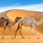 Explorer le Sud Tunisien : Une Aventure Inoubliable Plongez au cœur de la Tunisie authentique en explorant le Sud du pays avec SudTunisie.com. Notre plateforme vous ouvre les portes d'une expérience unique et immersive, vous permettant de découvrir les merveilles culturelles, historiques et naturelles de cette région fascinante. Voyagez à Travers les Trésors du Sud Tunisien SudTunisie.com est votre passerelle vers un voyage enrichissant. Des dunes de sable infinies aux oasis verdoyantes, notre sélection d'excursions vous transporte dans un monde où la diversité des paysages et la richesse culturelle se rencontrent. Des Excursions Personnalisées pour une Expérience Unique Nous croyons en la personnalisation de chaque voyage. Notre équipe dédiée vous aide à créer un itinéraire sur mesure, vous permettant de découvrir les sites emblématiques tout en vous offrant la liberté de vous aventurer hors des sentiers battus. Des Rencontres Authentiques avec la Culture Locale Rencontrez les habitants, découvrez leurs traditions séculaires et savourez une hospitalité inégalée. SudTunisie.com favorise les échanges authentiques avec les communautés locales, vous permettant de vous immerger pleinement dans la vie quotidienne du Sud Tunisien. Engagez-vous dans des Expériences Uniques Des balades à dos de chameau aux soirées sous les étoiles dans le désert, nos expériences uniques sont conçues pour vous offrir des moments mémorables, des souvenirs impérissables que vous chérirez longtemps après votre retour. Réservez dès Aujourd'hui votre Aventure avec SudTunisie.com SudTunisie.com vous invite à rejoindre une communauté de voyageurs avides de découvertes. Réservez dès aujourd'hui votre expérience inoubliable dans le Sud Tunisien et laissez-vous emporter par la magie de cette région exceptionnelle. Contactez-nous pour commencer votre aventure et explorez le Sud Tunisien comme jamais auparavant !