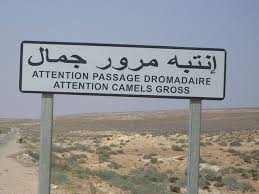 La Beauté du Sud Tunisien Le Sud Tunisien est une région riche en histoire, en culture et en paysages spectaculaires. Lorsque vous planifiez une aventure mémorable, explorer le Sud Tunisien avec SudTunisie.com est un choix incomparable. Paysages Époustouflants Des dunes de sable sans fin aux oasis verdoyantes, en passant par les villes historiques et les montagnes majestueuses, le Sud Tunisien regorge de décors époustouflants. Avec SudTunisie.com, vous pourrez découvrir ces panoramas à couper le souffle. Une Offre Variée Que vous soyez amateur de trekking, de visites historiques ou simplement en quête de moments de détente, SudTunisie.com propose une variété d'options pour répondre à vos besoins. Des excursions guidées à des escapades personnalisées, chaque offre est conçue pour vous offrir une expérience inoubliable. Une Plongée dans la Culture L'authenticité de la culture tunisienne se révèle dans le Sud. Les rencontres avec les habitants locaux, l'exploration des souks traditionnels et la dégustation de la cuisine locale authentique font partie intégrante de l'aventure avec SudTunisie.com. Réservation Facile et Sécurisée Avec SudTunisie.com, la réservation de votre voyage dans le Sud Tunisien est simple et sécurisée. Un processus convivial vous permet de choisir vos dates, vos activités et de personnaliser votre itinéraire selon vos préférences. Explorez le Sud Tunisien avec SudTunisie.com dès Aujourd'hui ! Réservez votre expérience dès maintenant avec SudTunisie.com et préparez-vous à vivre une aventure mémorable. Plongez au cœur du Sud Tunisien et créez des souvenirs durables avec une équipe dédiée à vous offrir le meilleur de cette région.