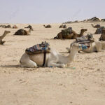 Le Sahara Tunisien, une merveille de la nature qui mérite d'être explorée. Si vous cherchez une expérience unique et authentique, alors www.sudtunisie.com est votre guide idéal pour découvrir cette région fascinante. Dans cet article, nous allons plonger dans l'univers du désert tunisien, explorer ses merveilles et vous donner un aperçu de ce que vous pouvez attendre de votre voyage avec www.sudtunisie.com. Les trésors cachés du Sahara Tunisien Le Sahara Tunisien est une destination de rêve pour les amateurs de voyage à la recherche d'aventure, de culture et de beauté naturelle. Loin des sentiers battus, cette région abrite des trésors cachés qui vous éblouiront. www.sudtunisie.com est l'expert de cette région et vous emmènera à la découverte de lieux inaccessibles autrement. Une culture riche et authentique Lorsque vous voyagez avec www.sudtunisie.com, vous ne faites pas seulement un voyage touristique, mais une immersion totale dans la culture du Sahara Tunisien. Vous aurez l'occasion de rencontrer des habitants locaux, de déguster une cuisine traditionnelle délicieuse et d'apprendre l'histoire fascinante de cette région. C'est une expérience authentique que vous chérirez à jamais. Les paysages à couper le souffle Le Sahara Tunisien est célèbre pour ses paysages spectaculaires. Les dunes de sable doré s'étendent à perte de vue, offrant des opportunités de randonnée et de photographie exceptionnelles. Les oasis verdoyantes, les formations rocheuses uniques et les étendues désertiques offrent un spectacle inoubliable. Avec www.sudtunisie.com, vous explorerez ces paysages incroyables en toute sécurité et confort. Pourquoi choisir www.sudtunisie.com pour votre voyage au Sahara Tunisien Expertise locale: www.sudtunisie.com est basé dans la région et connaît chaque recoin du Sahara Tunisien. Leurs guides locaux sont passionnés par leur culture et prêts à partager leurs connaissances avec vous. Sécurité avant tout: Voyager dans le désert peut être une aventure, mais la sécurité est primordiale. www.sudtunisie.com veille à ce que votre voyage se déroule en toute sécurité, avec des équipements de qualité et des mesures de précaution. Expériences uniques: Vous ne ferez pas seulement du tourisme avec www.sudtunisie.com, vous vivrez des expériences uniques que vous n'oublierez jamais. Que ce soit une nuit sous les étoiles, une excursion en 4x4 dans le désert ou une visite de villages traditionnels, vous aurez des souvenirs impérissables. Comment réserver votre voyage avec www.sudtunisie.com Réserver votre voyage au Sahara Tunisien avec www.sudtunisie.com est simple. Il vous suffit de visiter leur site web, de parcourir les différentes options de voyage et de choisir celle qui correspond le mieux à vos attentes. Vous pouvez également les contacter directement pour des conseils personnalisés et des informations supplémentaires.