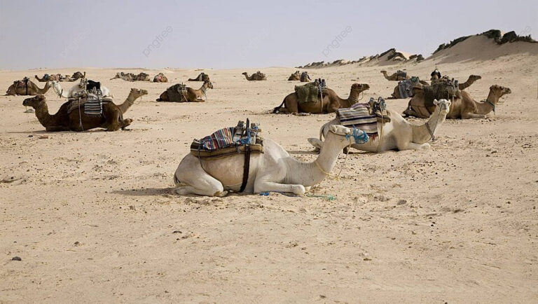 Le Sahara Tunisien, une merveille de la nature qui mérite d'être explorée. Si vous cherchez une expérience unique et authentique, alors www.sudtunisie.com est votre guide idéal pour découvrir cette région fascinante. Dans cet article, nous allons plonger dans l'univers du désert tunisien, explorer ses merveilles et vous donner un aperçu de ce que vous pouvez attendre de votre voyage avec www.sudtunisie.com. Les trésors cachés du Sahara Tunisien Le Sahara Tunisien est une destination de rêve pour les amateurs de voyage à la recherche d'aventure, de culture et de beauté naturelle. Loin des sentiers battus, cette région abrite des trésors cachés qui vous éblouiront. www.sudtunisie.com est l'expert de cette région et vous emmènera à la découverte de lieux inaccessibles autrement. Une culture riche et authentique Lorsque vous voyagez avec www.sudtunisie.com, vous ne faites pas seulement un voyage touristique, mais une immersion totale dans la culture du Sahara Tunisien. Vous aurez l'occasion de rencontrer des habitants locaux, de déguster une cuisine traditionnelle délicieuse et d'apprendre l'histoire fascinante de cette région. C'est une expérience authentique que vous chérirez à jamais. Les paysages à couper le souffle Le Sahara Tunisien est célèbre pour ses paysages spectaculaires. Les dunes de sable doré s'étendent à perte de vue, offrant des opportunités de randonnée et de photographie exceptionnelles. Les oasis verdoyantes, les formations rocheuses uniques et les étendues désertiques offrent un spectacle inoubliable. Avec www.sudtunisie.com, vous explorerez ces paysages incroyables en toute sécurité et confort. Pourquoi choisir www.sudtunisie.com pour votre voyage au Sahara Tunisien Expertise locale: www.sudtunisie.com est basé dans la région et connaît chaque recoin du Sahara Tunisien. Leurs guides locaux sont passionnés par leur culture et prêts à partager leurs connaissances avec vous. Sécurité avant tout: Voyager dans le désert peut être une aventure, mais la sécurité est primordiale. www.sudtunisie.com veille à ce que votre voyage se déroule en toute sécurité, avec des équipements de qualité et des mesures de précaution. Expériences uniques: Vous ne ferez pas seulement du tourisme avec www.sudtunisie.com, vous vivrez des expériences uniques que vous n'oublierez jamais. Que ce soit une nuit sous les étoiles, une excursion en 4x4 dans le désert ou une visite de villages traditionnels, vous aurez des souvenirs impérissables. Comment réserver votre voyage avec www.sudtunisie.com Réserver votre voyage au Sahara Tunisien avec www.sudtunisie.com est simple. Il vous suffit de visiter leur site web, de parcourir les différentes options de voyage et de choisir celle qui correspond le mieux à vos attentes. Vous pouvez également les contacter directement pour des conseils personnalisés et des informations supplémentaires.