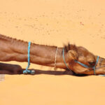Le Sahara tunisien, un trésor naturel à explorer, offre une expérience inoubliable pour les amateurs d'aventure. Si vous rêvez de vastes étendues de dunes dorées, de ciels étoilés à couper le souffle et d'une culture riche, l'excursion avec www.sudtunisie.com est faite pour vous. Plongez dans l'Aventure Lorsque l'on parle d'excursion dans le Sahara, www.sudtunisie.com se distingue par son engagement à offrir une expérience authentique. Notre équipe dévouée est composée de guides locaux passionnés qui connaissent le désert comme leur poche. De l'accueil chaleureux au départ jusqu'à la dernière nuit sous les étoiles, chaque moment est conçu pour vous faire vivre une aventure exceptionnelle. Un Itinéraire Captivant Notre itinéraire soigneusement élaboré vous emmènera à travers des paysages à couper le souffle. De la ville historique de Tozeur aux vastes étendues de dunes de sable de l'Erg Chebbi, chaque étape de votre voyage sera une nouvelle découverte. Explorez les oasis cachées, rencontrez des nomades locaux et plongez dans l'histoire fascinante du Sahara. Confort et Authenticité Chez www.sudtunisie.com, nous croyons que le confort et l'authenticité ne sont pas mutuellement exclusifs. Nos hébergements, soigneusement sélectionnés, vous offriront le luxe nécessaire sans compromettre l'expérience authentique du désert. Des tentes traditionnelles berbères aux repas préparés avec des ingrédients locaux, chaque détail est pensé pour rendre votre séjour mémorable. Guides Locaux, Connexion Globale L'une des clés de notre succès est notre équipe de guides locaux. Leur connaissance approfondie de la région et leur passion pour partager leur culture garantissent une immersion totale. En choisissant www.sudtunisie.com, vous participez également à un tourisme responsable, favorisant l'économie locale et la préservation de l'environnement. L'Essence de l'Excursion www.sudtunisie.com ne propose pas simplement une excursion dans le Sahara, mais une immersion dans l'essence même de cette région mystique. De la musique traditionnelle au feu de camp sous les étoiles, chaque instant est une célébration de la richesse culturelle du désert tunisien. Conclusion : Vivez l'Aventure avec www.sudtunisie.com En conclusion, si vous recherchez une excursion authentique, mêlant aventure et confort, www.sudtunisie.com est le choix évident. Notre engagement envers la qualité, le respect de l'environnement et l'immersion culturelle fait de chaque voyage une expérience unique. Explorez le Sahara tunisien avec nous et laissez-vous emporter par la magie du désert.