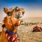 Vous rêvez d'une aventure au cœur du désert, de dunes à perte de vue, et de paysages à couper le souffle ? Ne cherchez plus, le Sahara tunisien est l'endroit idéal pour vivre une expérience inoubliable. Dans cet article, nous vous emmenons à la découverte du désert tunisien, avec un focus sur les offres exceptionnelles de www.sudtunisie.com. Le Sahara Tunisien : Un Trésor Méconnu Le Sahara tunisien est souvent méconnu des voyageurs, mais il recèle des trésors naturels et culturels extraordinaires. Cette vaste étendue de sable et de roches s'étend sur plus de 1 000 kilomètres carrés, offrant une variété de paysages à couper le souffle. La région regorge de dunes majestueuses, de formations rocheuses uniques, de palmeraies luxuriantes, et de villages traditionnels où la culture berbère est encore très présente. De plus, le Sahara tunisien offre des possibilités infinies pour les amateurs de randonnée, de trekking, et d'observation de la faune et de la flore. Une Aventure Inoubliable avec www.sudtunisie.com Lorsque vous planifiez une aventure dans le Sahara tunisien, www.sudtunisie.com se révèle être un partenaire de choix. Cette agence de voyage spécialisée dans le désert vous offre une gamme d'excursions exceptionnelles pour explorer cette région unique. Voici quelques-unes des expériences inoubliables qu'ils proposent : Randonnée dans le Grand Erg Oriental Le Grand Erg Oriental est l'une des plus grandes étendues de dunes de sable du Sahara tunisien. Une randonnée à travers ces dunes dorées est une expérience que vous n'oublierez jamais. www.sudtunisie.com organise des excursions de plusieurs jours, vous permettant de vivre au rythme du désert, de dormir sous les étoiles, et de découvrir la magie du Sahara. Visite des Oasis de Tozeur et Nefta Les oasis de Tozeur et Nefta sont de véritables joyaux cachés du Sahara. Grâce à www.sudtunisie.com, vous pouvez explorer ces oasis verdoyantes, découvrir la culture locale, et déguster des dattes fraîches directement des palmiers. Une expérience authentique à ne pas manquer. Nuits dans le Désert Pour une expérience unique, optez pour une nuit dans le désert. www.sudtunisie.com organise des bivouacs sous les étoiles, où vous pourrez déguster une cuisine locale savoureuse,