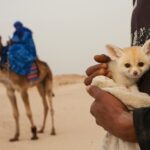 Si vous rêvez d'une aventure au cœur du désert, le Grand Sahara est la destination par excellence. Des excursions passionnantes, des circuits mémorables, et une expérience inoubliable vous attendent dans ce vaste désert. Dans cet article, nous allons explorer les possibilités infinies offertes par le Grand Sahara et comment vous pouvez vivre des moments exceptionnels au cœur de cet environnement spectaculaire. Excursions au Grand Sahara Lorsque vous pensez à des excursions dans le Grand Sahara, il est facile de s'imaginer en explorateur, parcourant les vastes étendues de sable, découvrant des oasis cachées, et admirant des paysages désertiques à couper le souffle. Ces aventures vous offrent tout cela et bien plus encore. Découverte des merveilles naturelles Le Grand Sahara regorge de merveilles naturelles à explorer. Des dunes de sable majestueuses aux canyons impressionnants, en passant par les formations rocheuses uniques, vous serez émerveillé par la beauté brute de la nature. Nuits sous les étoiles Imaginez-vous allongé sous un ciel étoilé, loin de toute pollution lumineuse. Les nuits dans le désert sont magiques, et c'est l'occasion idéale pour observer les étoiles, écouter les contes berbères traditionnels, et vous immerger dans la culture saharienne. Circuits inoubliables Pour une expérience plus complète, optez pour un circuit dans le Grand Sahara. Ces circuits vous emmènent à travers des régions variées du désert, vous permettant de découvrir différentes facettes de ce paysage fascinant. Rencontrez la culture locale Les circuits incluent souvent des visites dans des villages berbères, vous donnant l'opportunité de rencontrer des habitants chaleureux et de découvrir leur mode de vie unique. Vous pourrez goûter à la délicieuse cuisine berbère et en apprendre davantage sur leur artisanat traditionnel. Aventure en 4x4 Pour les amateurs de sensations fortes, les circuits en 4x4 offrent une expérience palpitante. Vous traverserez des dunes de sable, des lits de rivières asséchées, et des pistes difficiles, le tout sous la supervision d'un chauffeur expérimenté. Comment choisir votre aventure Pour trouver l'excursion ou le circuit idéal dans le Grand Sahara, il est essentiel de prendre en compte vos intérêts et vos préférences. Voici quelques conseils pour vous aider à faire le bon choix : Durée du séjour Déterminez combien de temps vous souhaitez passer dans le désert. Les excursions peuvent varier de quelques heures à plusieurs jours, tandis que les circuits peuvent durer plusieurs semaines. Assurez-vous de choisir une option qui correspond à votre disponibilité. Budget Il existe des excursions et des circuits adaptés à tous les budgets. Définissez le vôtre à l'avance et recherchez des options qui répondent à vos contraintes financières. Niveau d'aventure Réfléchissez à votre niveau de confort en matière d'aventure. Si vous préférez un voyage tout compris avec des hébergements confortables, optez pour un circuit de luxe. Pour les voyageurs intrépides, les excursions plus simples peuvent être une option idéale. Conclusion Le Grand Sahara est une destination qui ne manquera pas de vous émerveiller. Que vous choisissiez une excursion d'une journée ou un circuit épique, vous vivrez des moments inoubliables au cœur de ce désert majestueux. Alors, préparez-vous à explorer les merveilles du Grand Sahara et à créer des souvenirs qui dureront toute une vie.
