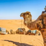 Le Sahara tunisien, un joyau du désert nord-africain, est une destination qui mérite d'être explorée. Si vous cherchez à vivre une aventure inoubliable, www.sudtunisie.com est le guide parfait pour vous accompagner dans cette découverte. Dans cet article, nous allons vous emmener à la découverte du Sahara tunisien et vous présenter les merveilles qu'il a à offrir. Le Sahara Tunisien : Un Trésor Naturel Le Sahara tunisien est un vaste désert qui couvre une grande partie du sud de la Tunisie. Avec ses paysages à couper le souffle, ses dunes de sable doré et ses oasis verdoyantes, il offre une expérience unique pour les amateurs d'aventure et de nature. SudTunisie.com est votre guide incontournable pour explorer cette région. Ils proposent des circuits bien pensés qui vous permettront de découvrir la beauté et la diversité du Sahara tunisien. Que vous soyez intéressé par le trekking, le camping, ou simplement par la contemplation des paysages, SudTunisie.com a tout prévu pour vous. Les Incontournables du Sahara 1. Les Dunes de Sable Les dunes de sable du Sahara tunisien sont parmi les plus hautes et les plus impressionnantes du monde. Parmi elles, les dunes de Douz se démarquent par leur majesté. SudTunisie.com vous offre l'opportunité de vivre une expérience unique en parcourant ces dunes à dos de chameau, en suivant les traces des caravanes anciennes. 2. Les Oasis Le Sahara tunisien abrite de magnifiques oasis, véritables havres de paix au milieu du désert aride. L'oasis de Tozeur est un endroit à ne pas manquer. Vous pourrez déguster des dattes fraîches et vous rafraîchir dans les piscines naturelles. 3. Les Villes du Sud Les villes du sud de la Tunisie, telles que Tataouine, Matmata et Ksar Ghilane, sont empreintes d'histoire et de culture. SudTunisie.com vous propose des visites guidées pour explorer ces trésors culturels. L'Écotourisme Responsable L'une des forces de SudTunisie.com réside dans son engagement en faveur de l'écotourisme responsable. Ils travaillent en étroite collaboration avec les communautés locales pour promouvoir le tourisme durable et contribuer au développement économique de la région. En participant à leurs circuits, vous contribuez à la préservation de l'environnement et au bien-être des habitants du Sahara tunisien. C'est une démarche éthique et responsable que nous encourageons vivement. En Conclusion Pour une aventure inoubliable dans le Sahara tunisien, SudTunisie.com est votre meilleur allié. Leur expertise, leur passion pour la région, et leur engagement envers un tourisme responsable en font le choix idéal pour découvrir le Sahara sous son meilleur jour. N'hésitez pas à visiter leur site web, réserver un de leurs circuits, et plonger dans une expérience unique au cœur du désert. Le Sahara tunisien vous attend, prêt à vous dévoiler ses secrets.