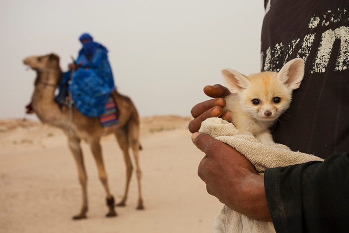 Si vous rêvez d'une aventure au cœur du désert, le Grand Sahara est la destination par excellence. Des excursions passionnantes, des circuits mémorables, et une expérience inoubliable vous attendent dans ce vaste désert. Dans cet article, nous allons explorer les possibilités infinies offertes par le Grand Sahara et comment vous pouvez vivre des moments exceptionnels au cœur de cet environnement spectaculaire. Excursions au Grand Sahara Lorsque vous pensez à des excursions dans le Grand Sahara, il est facile de s'imaginer en explorateur, parcourant les vastes étendues de sable, découvrant des oasis cachées, et admirant des paysages désertiques à couper le souffle. Ces aventures vous offrent tout cela et bien plus encore. Découverte des merveilles naturelles Le Grand Sahara regorge de merveilles naturelles à explorer. Des dunes de sable majestueuses aux canyons impressionnants, en passant par les formations rocheuses uniques, vous serez émerveillé par la beauté brute de la nature. Nuits sous les étoiles Imaginez-vous allongé sous un ciel étoilé, loin de toute pollution lumineuse. Les nuits dans le désert sont magiques, et c'est l'occasion idéale pour observer les étoiles, écouter les contes berbères traditionnels, et vous immerger dans la culture saharienne. Circuits inoubliables Pour une expérience plus complète, optez pour un circuit dans le Grand Sahara. Ces circuits vous emmènent à travers des régions variées du désert, vous permettant de découvrir différentes facettes de ce paysage fascinant. Rencontrez la culture locale Les circuits incluent souvent des visites dans des villages berbères, vous donnant l'opportunité de rencontrer des habitants chaleureux et de découvrir leur mode de vie unique. Vous pourrez goûter à la délicieuse cuisine berbère et en apprendre davantage sur leur artisanat traditionnel. Aventure en 4x4 Pour les amateurs de sensations fortes, les circuits en 4x4 offrent une expérience palpitante. Vous traverserez des dunes de sable, des lits de rivières asséchées, et des pistes difficiles, le tout sous la supervision d'un chauffeur expérimenté. Comment choisir votre aventure Pour trouver l'excursion ou le circuit idéal dans le Grand Sahara, il est essentiel de prendre en compte vos intérêts et vos préférences. Voici quelques conseils pour vous aider à faire le bon choix : Durée du séjour Déterminez combien de temps vous souhaitez passer dans le désert. Les excursions peuvent varier de quelques heures à plusieurs jours, tandis que les circuits peuvent durer plusieurs semaines. Assurez-vous de choisir une option qui correspond à votre disponibilité. Budget Il existe des excursions et des circuits adaptés à tous les budgets. Définissez le vôtre à l'avance et recherchez des options qui répondent à vos contraintes financières. Niveau d'aventure Réfléchissez à votre niveau de confort en matière d'aventure. Si vous préférez un voyage tout compris avec des hébergements confortables, optez pour un circuit de luxe. Pour les voyageurs intrépides, les excursions plus simples peuvent être une option idéale. Conclusion Le Grand Sahara est une destination qui ne manquera pas de vous émerveiller. Que vous choisissiez une excursion d'une journée ou un circuit épique, vous vivrez des moments inoubliables au cœur de ce désert majestueux. Alors, préparez-vous à explorer les merveilles du Grand Sahara et à créer des souvenirs qui dureront toute une vie.