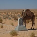 Vous rêvez d'une aventure exceptionnelle à travers le Sahara ? SudTunisie.com est là pour faire de votre rêve une réalité. Découvrez notre sélection d'excursions et de circuits qui vous emmèneront au cœur de l'un des déserts les plus captivants du monde. Préparez-vous à vivre des moments inoubliables avec nous. L'immensité du Sahara à portée de main Le Sahara, avec ses étendues de sable à perte de vue, ses dunes majestueuses et son charme mystérieux, est une destination qui suscite l'admiration de tous les voyageurs. Chez SudTunisie.com, nous mettons tout en œuvre pour que vous puissiez explorer ce trésor naturel dans les meilleures conditions. Des expériences authentiques Nous croyons en l'importance de vivre des expériences authentiques lors de vos voyages. Avec SudTunisie.com, vous découvrirez la culture berbère de première main, partagerez des repas traditionnels, et tisserez des liens uniques avec les habitants. Nous voulons que chaque moment de votre aventure soit mémorable. Des guides locaux experts Nos guides locaux sont de véritables passionnés du désert, et leur connaissance approfondie de la région fait toute la différence. Ils vous conduiront à travers des paysages époustouflants, partageront des récits fascinants, et veilleront à ce que votre expérience soit inoubliable. Hébergements uniques Dormir sous les étoiles dans un campement traditionnel ou dans des hébergements soigneusement sélectionnés, c'est ce que nous vous offrons. Que vous préfériez l'authenticité d'une nuit en plein désert ou le confort d'une oasis, vous trouverez votre bonheur chez SudTunisie.com. Paysages à couper le souffle Le Sahara est un spectacle naturel incomparable. Les dunes majestueuses, les oasis verdoyantes, les canyons spectaculaires et les formations rocheuses extraordinaires vous laisseront sans voix. Les levers et couchers de soleil sur ce paysage grandiose sont des moments que vous n'oublierez jamais. Excursions pour tous les budgets Chez SudTunisie.com, nous sommes convaincus que l'aventure ne devrait pas être réservée aux voyageurs fortunés. C'est pourquoi nous proposons une variété d'excursions adaptées à tous les budgets. Circuit Économique Notre circuit économique est conçu pour ceux qui souhaitent vivre une expérience saharienne sans se ruiner. Vous profiterez de l'essentiel du Sahara à un prix abordable. Circuit Tout Compris Si vous préférez que tout soit organisé pour vous, optez pour notre circuit tout compris. Il inclut l'hébergement, les repas, les activités et le transport, pour une aventure sans tracas. Circuit Aventure Extrême Pour les aventuriers intrépides, notre circuit aventure extrême vous emmènera hors des sentiers battus. Vous vivrez des expériences uniques telles que le trekking dans le désert et la découverte de lieux reculés. Une aventure qui vous transforme Un voyage dans le Sahara avec SudTunisie.com ne se limite pas à une simple escapade. C'est une expérience qui peut changer votre vision du monde. La beauté, la sérénité et la grandeur du désert vous marqueront à jamais. Vous découvrirez également la résilience et la chaleur du peuple berbère, une expérience humaine unique. Réservez votre aventure dès aujourd'hui Préparez-vous à vivre une aventure exceptionnelle avec SudTunisie.com. Peu importe votre budget ou vos préférences, nous avons une option qui vous convient. Rejoignez-nous pour une aventure qui laissera des souvenirs impérissables. Réservez dès aujourd'hui et partez à la découverte du Sahara comme jamais auparavant.