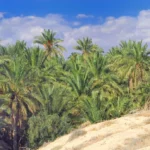 L’excursion au Sud du Sahara en Tunisie est une aventure extraordinaire qui vous emmène au cœur de paysages saisissants, riches en culture et en histoire. Chevauchez les dunes dorées, explorez les oasis pittoresques et plongez dans l'authenticité des traditions locales. Cette excursion est une véritable immersion dans la beauté naturelle et la diversité culturelle de la Tunisie. Explorer les Dunes Dorées Le Sud du Sahara en Tunisie est réputé pour ses dunes majestueuses qui s'étendent à perte de vue. Lors de cette excursion, vous aurez l'occasion unique de traverser ces dunes à dos de chameau ou en 4x4, selon vos préférences. Laissez-vous émerveiller par la grandeur de ces étendues désertiques tout en capturant des souvenirs inoubliables. Rencontre avec l'Hospitalité Saharienne L'une des expériences les plus précieuses de cette excursion est la rencontre avec les habitants du Sahara. Découvrez l'hospitalité chaleureuse des communautés locales, partagez un thé traditionnel sous une tente nomade et plongez dans leurs traditions séculaires. C'est une occasion rare de comprendre leur mode de vie traditionnel et de tisser des liens humains uniques. Exploration des Oasis Cachées Au cœur du désert, les oasis offrent une vision paradisiaque. Ces havres de verdure sont des joyaux cachés, où la vie prospère au milieu du paysage aride. Profitez de moments de détente et de rafraîchissement dans ces lieux sereins, entourés de palmiers luxuriants et d'eaux cristallines. Plongée dans la Richesse Culturelle L'excursion au Sud du Sahara en Tunisie est une plongée dans la richesse culturelle du pays. Découvrez l'artisanat local, les musiques traditionnelles et les danses folkloriques qui racontent l'histoire fascinante de cette région. C'est une opportunité unique de s'imprégner de la culture authentique de la Tunisie. Conclusion En conclusion, l’excursion au Sud du Sahara en Tunisie est une aventure inoubliable qui offre un mélange unique d'exploration, de rencontres humaines et de découvertes culturelles. C'est une escapade parfaite pour les amateurs de voyages à la recherche de nouvelles expériences et de paysages à couper le souffle. Réservez dès maintenant votre place pour cette excursion exceptionnelle et plongez au cœur de la magie du désert tunisien.