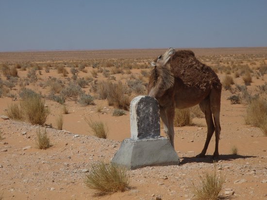 Vous rêvez d'une aventure exceptionnelle à travers le Sahara ? SudTunisie.com est là pour faire de votre rêve une réalité. Découvrez notre sélection d'excursions et de circuits qui vous emmèneront au cœur de l'un des déserts les plus captivants du monde. Préparez-vous à vivre des moments inoubliables avec nous. L'immensité du Sahara à portée de main Le Sahara, avec ses étendues de sable à perte de vue, ses dunes majestueuses et son charme mystérieux, est une destination qui suscite l'admiration de tous les voyageurs. Chez SudTunisie.com, nous mettons tout en œuvre pour que vous puissiez explorer ce trésor naturel dans les meilleures conditions. Des expériences authentiques Nous croyons en l'importance de vivre des expériences authentiques lors de vos voyages. Avec SudTunisie.com, vous découvrirez la culture berbère de première main, partagerez des repas traditionnels, et tisserez des liens uniques avec les habitants. Nous voulons que chaque moment de votre aventure soit mémorable. Des guides locaux experts Nos guides locaux sont de véritables passionnés du désert, et leur connaissance approfondie de la région fait toute la différence. Ils vous conduiront à travers des paysages époustouflants, partageront des récits fascinants, et veilleront à ce que votre expérience soit inoubliable. Hébergements uniques Dormir sous les étoiles dans un campement traditionnel ou dans des hébergements soigneusement sélectionnés, c'est ce que nous vous offrons. Que vous préfériez l'authenticité d'une nuit en plein désert ou le confort d'une oasis, vous trouverez votre bonheur chez SudTunisie.com. Paysages à couper le souffle Le Sahara est un spectacle naturel incomparable. Les dunes majestueuses, les oasis verdoyantes, les canyons spectaculaires et les formations rocheuses extraordinaires vous laisseront sans voix. Les levers et couchers de soleil sur ce paysage grandiose sont des moments que vous n'oublierez jamais. Excursions pour tous les budgets Chez SudTunisie.com, nous sommes convaincus que l'aventure ne devrait pas être réservée aux voyageurs fortunés. C'est pourquoi nous proposons une variété d'excursions adaptées à tous les budgets. Circuit Économique Notre circuit économique est conçu pour ceux qui souhaitent vivre une expérience saharienne sans se ruiner. Vous profiterez de l'essentiel du Sahara à un prix abordable. Circuit Tout Compris Si vous préférez que tout soit organisé pour vous, optez pour notre circuit tout compris. Il inclut l'hébergement, les repas, les activités et le transport, pour une aventure sans tracas. Circuit Aventure Extrême Pour les aventuriers intrépides, notre circuit aventure extrême vous emmènera hors des sentiers battus. Vous vivrez des expériences uniques telles que le trekking dans le désert et la découverte de lieux reculés. Une aventure qui vous transforme Un voyage dans le Sahara avec SudTunisie.com ne se limite pas à une simple escapade. C'est une expérience qui peut changer votre vision du monde. La beauté, la sérénité et la grandeur du désert vous marqueront à jamais. Vous découvrirez également la résilience et la chaleur du peuple berbère, une expérience humaine unique. Réservez votre aventure dès aujourd'hui Préparez-vous à vivre une aventure exceptionnelle avec SudTunisie.com. Peu importe votre budget ou vos préférences, nous avons une option qui vous convient. Rejoignez-nous pour une aventure qui laissera des souvenirs impérissables. Réservez dès aujourd'hui et partez à la découverte du Sahara comme jamais auparavant.