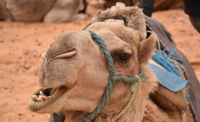 Le désert du Sahara, avec son étendue sans fin de sable doré, ses oasis mystiques et son charme intemporel, est l'une des destinations de voyage les plus captivantes au monde. Chez SudTunisie.com, nous sommes passionnés par l'art de vous faire découvrir le Sahara d'une manière unique et mémorable. Nos excursions et circuits sont conçus pour vous immerger pleinement dans la beauté et la richesse culturelle de cette région étonnante. Explorez le Sahara en Profondeur Des Excursions Sur Mesure Nous comprenons que chaque voyageur est différent, c'est pourquoi nous proposons des excursions sur mesure pour répondre à vos besoins et à vos envies. Que vous rêviez de vous perdre dans les dunes, de découvrir des oasis cachées ou de vivre l'authenticité des villages berbères, nos excursions sont conçues pour vous offrir une expérience inoubliable. Guides Locaux Passionnés Nos guides locaux sont des experts du Sahara. Ils connaissent les moindres recoins du désert, des histoires fascinantes aux meilleures vues panoramiques. Leur passion pour leur terre se ressent dans chaque anecdote partagée et dans chaque coin secret dévoilé. Des Circuits Adaptés à Tous les Voyageurs Circuit Aventure Extrême Pour les amateurs de sensations fortes, notre circuit aventure extrême est l'option idéale. Traversez les dunes les plus hautes, explorez des canyons spectaculaires et campez sous un ciel étoilé. Cette aventure vous laissera des souvenirs à couper le souffle. Circuit Détente et Découverte Si vous préférez une expérience plus détendue, notre circuit détente et découverte vous permettra d'explorer le désert à votre rythme. Découvrez les oasis verdoyantes, dégustez des plats locaux savoureux et détendez-vous dans un hébergement confortable. Circuit Familial Les familles sont les bienvenues chez SudTunisie.com ! Notre circuit familial est adapté aux petits et grands explorateurs. Des activités ludiques, des contes berbères et des balades à dos de chameau attendent vos enfants pour une expérience éducative et amusante. Réservez Votre Aventure Dès Aujourd'hui Chez SudTunisie.com, nous croyons que le voyage est bien plus qu'une simple destination, c'est une aventure qui éveille les sens et nourrit l'âme. Réservez votre excursion ou circuit dès aujourd'hui et préparez-vous à vivre des moments inoubliables dans le désert du Sahara. Laissez-nous vous guider vers des paysages à couper le souffle, des rencontres authentiques et des souvenirs qui dureront toute une vie.