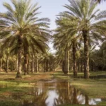 Explorez l'Âme Mystique du Sud Tunisien Vous rêvez d'une aventure unique, d'une escapade dans des étendues infinies de sable doré, de paysages lunaires et d'une culture riche ? L'excursion au Sud du Sahara en Tunisie est l'expérience ultime à ne pas manquer. Nous vous invitons à plonger dans ce voyage envoûtant, une exploration authentique des trésors cachés de la Tunisie. L'Émerveillement des Dunes de Sable Sahara tunisien - ces mots évoquent immédiatement des images de dunes majestueuses, des couchers de soleil éblouissants et des étendues désertiques à perte de vue. L'excursion dans le Sud du Sahara vous emmène au cœur de cette beauté naturelle. Découvrez les dunes de sable fascinantes, grimpez à leur sommet pour admirer des panoramas à couper le souffle et ressentez la magie de cet endroit unique au monde. Rencontrez l'Hospitalité Berbère Culture berbère - un pilier fondamental de l'excursion au Sahara tunisien. Les habitants de cette région vous accueillent chaleureusement, partageant leur mode de vie traditionnel, leurs coutumes séculaires et leur hospitalité légendaire. Immergez-vous dans leur quotidien, savourez des plats délicieux et échangez des moments précieux avec ces communautés authentiques. Sites Historiques et Oasis Cachées L'excursion au Sud du Sahara vous réserve également des découvertes historiques étonnantes. Explorez des sites archéologiques fascinants, des vestiges antiques qui témoignent de l'histoire riche de cette région. De plus, découvrez des oasis isolées, des havres de fraîcheur et de verdure au milieu du désert aride, offrant une pause bienvenue lors de votre périple. Aventures Inoubliables et Activités Captivantes Randonnées à dos de chameau, nuits sous les étoiles, rencontres avec les nomades du désert - voici quelques-unes des expériences qui vous attendent lors de cette excursion. Profitez d'une multitude d'activités captivantes, imprégnez-vous de la culture locale et créez des souvenirs impérissables dans l'un des environnements les plus captivants de la planète. Préparez-vous pour l'Inoubliable L'excursion au Sud du Sahara en Tunisie promet une aventure inoubliable, un voyage au-delà des sentiers battus. Préparez-vous à être ébloui par la beauté naturelle, inspiré par la culture vibrante et transformé par cette expérience unique. Contactez-nous dès maintenant pour réserver votre place dans cette aventure extraordinaire et plongez dans l'essence même du Sahara tunisien.