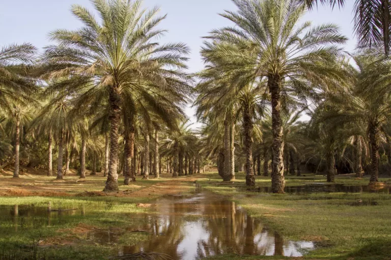 Explorez l'Âme Mystique du Sud Tunisien Vous rêvez d'une aventure unique, d'une escapade dans des étendues infinies de sable doré, de paysages lunaires et d'une culture riche ? L'excursion au Sud du Sahara en Tunisie est l'expérience ultime à ne pas manquer. Nous vous invitons à plonger dans ce voyage envoûtant, une exploration authentique des trésors cachés de la Tunisie. L'Émerveillement des Dunes de Sable Sahara tunisien - ces mots évoquent immédiatement des images de dunes majestueuses, des couchers de soleil éblouissants et des étendues désertiques à perte de vue. L'excursion dans le Sud du Sahara vous emmène au cœur de cette beauté naturelle. Découvrez les dunes de sable fascinantes, grimpez à leur sommet pour admirer des panoramas à couper le souffle et ressentez la magie de cet endroit unique au monde. Rencontrez l'Hospitalité Berbère Culture berbère - un pilier fondamental de l'excursion au Sahara tunisien. Les habitants de cette région vous accueillent chaleureusement, partageant leur mode de vie traditionnel, leurs coutumes séculaires et leur hospitalité légendaire. Immergez-vous dans leur quotidien, savourez des plats délicieux et échangez des moments précieux avec ces communautés authentiques. Sites Historiques et Oasis Cachées L'excursion au Sud du Sahara vous réserve également des découvertes historiques étonnantes. Explorez des sites archéologiques fascinants, des vestiges antiques qui témoignent de l'histoire riche de cette région. De plus, découvrez des oasis isolées, des havres de fraîcheur et de verdure au milieu du désert aride, offrant une pause bienvenue lors de votre périple. Aventures Inoubliables et Activités Captivantes Randonnées à dos de chameau, nuits sous les étoiles, rencontres avec les nomades du désert - voici quelques-unes des expériences qui vous attendent lors de cette excursion. Profitez d'une multitude d'activités captivantes, imprégnez-vous de la culture locale et créez des souvenirs impérissables dans l'un des environnements les plus captivants de la planète. Préparez-vous pour l'Inoubliable L'excursion au Sud du Sahara en Tunisie promet une aventure inoubliable, un voyage au-delà des sentiers battus. Préparez-vous à être ébloui par la beauté naturelle, inspiré par la culture vibrante et transformé par cette expérience unique. Contactez-nous dès maintenant pour réserver votre place dans cette aventure extraordinaire et plongez dans l'essence même du Sahara tunisien.