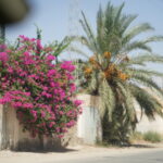 Plongez au cœur du Grand Sahara tunisien, un univers magique et envoûtant où la nature se déploie dans toute sa splendeur. Avec SudTunisie.com, explorez des paysages époustouflants, imprégnés d’histoire et de mystère. Préparez-vous à vivre une expérience unique, riche en découvertes et en rencontres inoubliables. Le Sahara tunisien : Une escapade inédite au milieu des dunes Un paysage à couper le souffle Avec ses dunes infinies, ses oasis luxuriantes et son ciel étoilé, le Sahara tunisien offre un décor naturel à nul autre pareil. Chaque coin de ce désert raconte une histoire, que ce soit à travers les villages berbères ou les vestiges historiques. Parmi les incontournables : Douz, connue comme la porte du désert, est le point de départ idéal pour une immersion dans les vastes étendues de sable. Chott el-Jérid, un immense lac salé où le réflexe du soleil crée des mirages enchanteurs. Ksar Ghilane, une oasis isolée, parfaite pour se ressourcer dans ses eaux thermales naturelles. Des activités pour tous les goûts Nos circuits proposent une palette variée d’activités : Excursions en 4x4 : Pour explorer des zones reculées en toute sécurité. Randonnées à dos de dromadaire : Une expérience authentique qui rappelle les traditions des nomades. Coucher de soleil sur les dunes : L’un des moments les plus magiques de votre voyage. Une immersion culturelle et humaine Rencontres avec les habitants du désert Le Sahara tunisien n’est pas seulement une merveille naturelle, c’est aussi le foyer de populations chaleureuses et accueillantes. Lors de nos circuits, vous aurez l’opportunité de découvrir leur mode de vie, leurs traditions et leur hospitalité incomparable. Dégustation de la gastronomie saharienne Goûtez à une cuisine riche en saveurs : Le couscous aux épices locales, préparé avec soin. Les pains cuits sous le sable, une spécialité artisanale. Les dattes de première qualité, récoltées dans les oasis environnantes. L’organisation de votre aventure avec SudTunisie.com Des circuits adaptés à vos besoins Avec SudTunisie.com, nous proposons des circuits personnalisables, adaptés à vos préférences et à votre budget. Que vous voyagiez seul, en couple ou en famille, nous avons une formule qui correspond à vos attentes. Une logistique parfaite Nos circuits comprennent : Transport confortable en 4x4 climatisé. Guides locaux certifiés, experts en histoire et en géographie de la région. Hébergement authentique, comme les campements sous tentes bédouines ou les maisons d’hôtes locales. Pour planifier votre voyage, obtenez un devis sur notre page de contact. Les conseils pratiques pour une aventure réussie Quand partir ? Le printemps et l’automne sont les meilleures périodes pour visiter le Sahara tunisien. Les températures sont agréables, ce qui rend les activités encore plus plaisantes. Quoi emporter ? Des chaussures confortables pour les randonnées. Un chèche ou un foulard pour se protéger du vent et du sable. Une gourde pour rester hydraté tout au long de la journée. Respecter l’écosystème Lors de votre visite, veillez à respecter l’environnement fragile du désert. Ramenez vos déchets avec vous et évitez de perturber la faune locale. Pourquoi choisir SudTunisie.com pour votre aventure ? En optant pour SudTunisie.com, vous bénéficiez de : Une expertise locale : Nos guides sont des passionnés qui partagent leurs connaissances avec enthousiasme. Un service client personnalisé : Nous sommes disponibles pour répondre à toutes vos questions avant, pendant et après votre voyage. Des tarifs compétitifs : Des prestations de qualité à des prix abordables. Un voyage qui restera gravé dans votre mémoire Le Grand Sahara tunisien est une invitation à l’aventure, au rêve et à la découverte. Avec SudTunisie.com, partez à la rencontre de ce joyau naturel et humain. Que ce soit pour un week-end ou un séjour prolongé, votre escapade dans le désert promet d’être une expérience inoubliable.