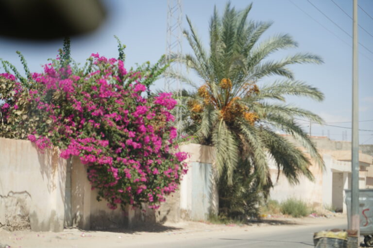Plongez au cœur du Grand Sahara tunisien, un univers magique et envoûtant où la nature se déploie dans toute sa splendeur. Avec SudTunisie.com, explorez des paysages époustouflants, imprégnés d’histoire et de mystère. Préparez-vous à vivre une expérience unique, riche en découvertes et en rencontres inoubliables. Le Sahara tunisien : Une escapade inédite au milieu des dunes Un paysage à couper le souffle Avec ses dunes infinies, ses oasis luxuriantes et son ciel étoilé, le Sahara tunisien offre un décor naturel à nul autre pareil. Chaque coin de ce désert raconte une histoire, que ce soit à travers les villages berbères ou les vestiges historiques. Parmi les incontournables : Douz, connue comme la porte du désert, est le point de départ idéal pour une immersion dans les vastes étendues de sable. Chott el-Jérid, un immense lac salé où le réflexe du soleil crée des mirages enchanteurs. Ksar Ghilane, une oasis isolée, parfaite pour se ressourcer dans ses eaux thermales naturelles. Des activités pour tous les goûts Nos circuits proposent une palette variée d’activités : Excursions en 4x4 : Pour explorer des zones reculées en toute sécurité. Randonnées à dos de dromadaire : Une expérience authentique qui rappelle les traditions des nomades. Coucher de soleil sur les dunes : L’un des moments les plus magiques de votre voyage. Une immersion culturelle et humaine Rencontres avec les habitants du désert Le Sahara tunisien n’est pas seulement une merveille naturelle, c’est aussi le foyer de populations chaleureuses et accueillantes. Lors de nos circuits, vous aurez l’opportunité de découvrir leur mode de vie, leurs traditions et leur hospitalité incomparable. Dégustation de la gastronomie saharienne Goûtez à une cuisine riche en saveurs : Le couscous aux épices locales, préparé avec soin. Les pains cuits sous le sable, une spécialité artisanale. Les dattes de première qualité, récoltées dans les oasis environnantes. L’organisation de votre aventure avec SudTunisie.com Des circuits adaptés à vos besoins Avec SudTunisie.com, nous proposons des circuits personnalisables, adaptés à vos préférences et à votre budget. Que vous voyagiez seul, en couple ou en famille, nous avons une formule qui correspond à vos attentes. Une logistique parfaite Nos circuits comprennent : Transport confortable en 4x4 climatisé. Guides locaux certifiés, experts en histoire et en géographie de la région. Hébergement authentique, comme les campements sous tentes bédouines ou les maisons d’hôtes locales. Pour planifier votre voyage, obtenez un devis sur notre page de contact. Les conseils pratiques pour une aventure réussie Quand partir ? Le printemps et l’automne sont les meilleures périodes pour visiter le Sahara tunisien. Les températures sont agréables, ce qui rend les activités encore plus plaisantes. Quoi emporter ? Des chaussures confortables pour les randonnées. Un chèche ou un foulard pour se protéger du vent et du sable. Une gourde pour rester hydraté tout au long de la journée. Respecter l’écosystème Lors de votre visite, veillez à respecter l’environnement fragile du désert. Ramenez vos déchets avec vous et évitez de perturber la faune locale. Pourquoi choisir SudTunisie.com pour votre aventure ? En optant pour SudTunisie.com, vous bénéficiez de : Une expertise locale : Nos guides sont des passionnés qui partagent leurs connaissances avec enthousiasme. Un service client personnalisé : Nous sommes disponibles pour répondre à toutes vos questions avant, pendant et après votre voyage. Des tarifs compétitifs : Des prestations de qualité à des prix abordables. Un voyage qui restera gravé dans votre mémoire Le Grand Sahara tunisien est une invitation à l’aventure, au rêve et à la découverte. Avec SudTunisie.com, partez à la rencontre de ce joyau naturel et humain. Que ce soit pour un week-end ou un séjour prolongé, votre escapade dans le désert promet d’être une expérience inoubliable.