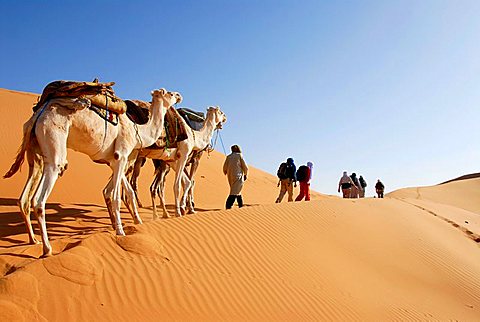 Explorer le Sahara Tunisien : Une Expérience Authentique Voyager au Sud de la Tunisie est une aventure inoubliable. Entre les dunes de sable doré, les balades à dos de chameau, et les oasis verdoyantes, c'est une escapade où l'authenticité et la beauté naturelle se rencontrent. Avec SudTunisie.com, plongez dans une expérience unique, loin de l'ordinaire. Plongée dans l'Immensité du Sahara Tunisien Le Sud de la Tunisie abrite l'un des déserts les plus emblématiques, le Sahara. Les dunes de sable à perte de vue créent un paysage à couper le souffle. L'équipe de SudTunisie.com vous offre la chance de vivre une expérience immersive au cœur de ce désert majestueux. De jour comme de nuit, observez le jeu de lumière sur les dunes, offrant des panoramas à couper le souffle, une toile de fond parfaite pour des moments magiques. Balades en Chameau et Rencontres Authentiques Les balades à dos de chameau sont une véritable tradition dans le désert. Avec SudTunisie.com, embarquez pour une aventure à dos de ces animaux emblématiques. Accompagnés de guides locaux expérimentés, découvrez des endroits secrets et rencontrez les habitants nomades. Immergez-vous dans leur culture et partagez des moments uniques autour d'un thé chaud. Oases Mystiques : Un Répit au Cœur du Désert Au milieu de l'aridité du Sahara, les oasis surgissent comme des mirages. Ces havres de verdure offrent une bouffée de fraîcheur au milieu de ce paysage désertique. SudTunisie.com vous emmène à la découverte de ces lieux enchanteurs. Profitez de moments de détente et de tranquillité, bercés par le doux murmure des palmiers et la fraîcheur de l'eau. Conclusion : Une Aventure Mémorable avec SudTunisie.com En conclusion, un voyage au Sud de la Tunisie avec SudTunisie.com est bien plus qu'une simple escapade. C'est une plongée authentique dans la culture et la beauté naturelle du Sahara. Entre dunes de sable, balades en chameau et oasis envoûtantes, chaque moment est une expérience à savourer. Faites confiance à SudTunisie.com pour vous offrir une aventure inoubliable.