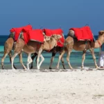 Des Dunes de Sable aux Balades à Dos de Chameaux : Une Aventure Inoubliable Vous recherchez une expérience authentique et dépaysante ? Laissez-nous vous guider à travers les merveilles du sud de la Tunisie avec notre offre exclusive de balades dans le désert. Chez SudTunisie.com, nous sommes fiers de vous proposer des escapades uniques, allant des vastes étendues de dunes de sable à l'exploration d'oasis préservées, le tout en compagnie de majestueux chameaux. Explorez les Paysages Magiques du Sahara Tunisien Des Dunes à Perte de Vue Plongez au cœur du Sahara tunisien, où les dunes de sable semblent s'étendre à l'infini. Notre équipe expérimentée vous emmènera dans un voyage au sein de ce décor à couper le souffle, offrant des panoramas saisissants que vous garderez à jamais gravés dans votre mémoire. Baladez-vous en Compagnie des Chameaux Nos excursions sont animées par la présence majestueuse des chameaux, partenaires fidèles de nos explorations. Vous aurez l'opportunité de découvrir une connexion unique avec ces créatures emblématiques du désert, tout en explorant des chemins traditionnels, imprégnés d'histoire et de culture. Vivez une Expérience Oasis Authentique Plongez dans la Sérénité des Oasis Nos circuits incluent des arrêts dans des oasis préservées, véritables joyaux au cœur du désert. Profitez d'une pause rafraîchissante dans ces havres de verdure, où la nature luxuriante contraste avec l'austérité du désert environnant. Découvrez la Culture Locale et l'Hospitalité Tunisienne Au-delà des paysages grandioses, plongez-vous dans la richesse culturelle du Sud tunisien. Rencontrez les habitants locaux, découvrez leurs traditions séculaires, et appréciez une hospitalité chaleureuse, authentique et sincère. SudTunisie.com : Votre Porte d'Entrée vers l'Aventure Des Circuits Adaptés à Vos Envies Nous proposons une variété de circuits et d'expériences, adaptés à tous les niveaux d'aventuriers. Que vous soyez à la recherche d'une aventure intense ou d'une escapade tranquille, nous avons le circuit parfait pour vous. Guides Locaux Expérimentés Nos guides locaux sont des experts du terrain, détenant une connaissance intime des lieux et une passion pour partager les trésors cachés du sud de la Tunisie. Leur engagement est de vous offrir une expérience inoubliable, en toute sécurité. Réservez dès Aujourd'hui votre Aventure avec SudTunisie.com ! Ne manquez pas l'opportunité de découvrir la magie du Sahara tunisien. Réservez dès maintenant votre aventure avec SudTunisie.com et plongez dans une expérience unique, riche en découvertes, en émotions et en souvenirs impérissables. Pour des moments inoubliables dans le désert tunisien, faites confiance à SudTunisie.com ! Contactez-nous Pour réserver votre escapade ou pour plus d'informations, contactez-nous à l'adresse suivante : www.sudtunisie.com