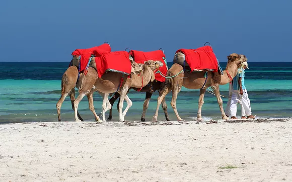 Des Dunes de Sable aux Balades à Dos de Chameaux : Une Aventure Inoubliable Vous recherchez une expérience authentique et dépaysante ? Laissez-nous vous guider à travers les merveilles du sud de la Tunisie avec notre offre exclusive de balades dans le désert. Chez SudTunisie.com, nous sommes fiers de vous proposer des escapades uniques, allant des vastes étendues de dunes de sable à l'exploration d'oasis préservées, le tout en compagnie de majestueux chameaux. Explorez les Paysages Magiques du Sahara Tunisien Des Dunes à Perte de Vue Plongez au cœur du Sahara tunisien, où les dunes de sable semblent s'étendre à l'infini. Notre équipe expérimentée vous emmènera dans un voyage au sein de ce décor à couper le souffle, offrant des panoramas saisissants que vous garderez à jamais gravés dans votre mémoire. Baladez-vous en Compagnie des Chameaux Nos excursions sont animées par la présence majestueuse des chameaux, partenaires fidèles de nos explorations. Vous aurez l'opportunité de découvrir une connexion unique avec ces créatures emblématiques du désert, tout en explorant des chemins traditionnels, imprégnés d'histoire et de culture. Vivez une Expérience Oasis Authentique Plongez dans la Sérénité des Oasis Nos circuits incluent des arrêts dans des oasis préservées, véritables joyaux au cœur du désert. Profitez d'une pause rafraîchissante dans ces havres de verdure, où la nature luxuriante contraste avec l'austérité du désert environnant. Découvrez la Culture Locale et l'Hospitalité Tunisienne Au-delà des paysages grandioses, plongez-vous dans la richesse culturelle du Sud tunisien. Rencontrez les habitants locaux, découvrez leurs traditions séculaires, et appréciez une hospitalité chaleureuse, authentique et sincère. SudTunisie.com : Votre Porte d'Entrée vers l'Aventure Des Circuits Adaptés à Vos Envies Nous proposons une variété de circuits et d'expériences, adaptés à tous les niveaux d'aventuriers. Que vous soyez à la recherche d'une aventure intense ou d'une escapade tranquille, nous avons le circuit parfait pour vous. Guides Locaux Expérimentés Nos guides locaux sont des experts du terrain, détenant une connaissance intime des lieux et une passion pour partager les trésors cachés du sud de la Tunisie. Leur engagement est de vous offrir une expérience inoubliable, en toute sécurité. Réservez dès Aujourd'hui votre Aventure avec SudTunisie.com ! Ne manquez pas l'opportunité de découvrir la magie du Sahara tunisien. Réservez dès maintenant votre aventure avec SudTunisie.com et plongez dans une expérience unique, riche en découvertes, en émotions et en souvenirs impérissables. Pour des moments inoubliables dans le désert tunisien, faites confiance à SudTunisie.com ! Contactez-nous Pour réserver votre escapade ou pour plus d'informations, contactez-nous à l'adresse suivante : www.sudtunisie.com