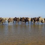 Pourquoi choisir la Tunisie pour une excursion économique ? La Tunisie est une destination idéale pour ceux qui recherchent une aventure exotique sans se ruiner. Ce pays méditerranéen offre une variété incroyable de paysages, allant des plages dorées aux déserts mystiques, en passant par des sites historiques fascinants. Avec www.sudtunisie.com, vous pouvez organiser une excursion pas chère en Tunisie tout en bénéficiant d'un excellent rapport qualité-prix. Voyons ensemble pourquoi la Tunisie devrait être votre prochain choix de voyage économique. Les merveilles à découvrir en Tunisie La médina de Tunis : Un voyage dans le temps La médina de Tunis est un incontournable pour tous les visiteurs. Classée au patrimoine mondial de l'UNESCO, elle est un véritable labyrinthe de ruelles étroites et de souks colorés. Ici, l'histoire se mêle au présent avec ses mosquées anciennes, ses palais somptueux et ses échoppes débordant de produits artisanaux. Ne manquez pas la Grande Mosquée Zitouna et le palais Dar Ben Abdallah, véritables joyaux d'architecture islamique. Les plages paradisiaques de Djerba Djerba, surnommée l'île des rêves, est célèbre pour ses plages de sable blanc et ses eaux turquoise. C'est l'endroit idéal pour se détendre et profiter de diverses activités nautiques comme la plongée sous-marine, le kitesurf et la voile. Grâce à www.sudtunisie.com, vous pouvez trouver des hébergements abordables tout en savourant le luxe des paysages. Carthage : Sur les traces des Phéniciens Le site archéologique de Carthage est une étape incontournable pour les passionnés d'histoire. Ancienne rivale de Rome, Carthage abrite des ruines impressionnantes qui racontent une histoire millénaire. Les thermes d'Antonin et le théâtre romain sont des visites à ne pas manquer. Avec des tarifs d'entrée très abordables, c'est une expérience culturelle enrichissante qui ne vous ruinera pas. Astuces pour voyager en Tunisie à petit budget Voyager hors saison La Tunisie bénéficie d'un climat agréable toute l'année. Pour économiser, il est recommandé de voyager en basse saison, de novembre à mars. Les prix des vols et des hôtels chutent considérablement, vous permettant ainsi de profiter de votre séjour sans vous soucier des coûts. Privilégier les transports locaux Les transports locaux en Tunisie sont non seulement économiques mais aussi authentiques. Les taxis collectifs, appelés louages, sont un moyen pratique et bon marché de se déplacer entre les villes. Les bus et les trains offrent également des tarifs très attractifs pour découvrir le pays. Déguster la cuisine locale Manger local est une excellente façon de découvrir la culture tunisienne tout en gardant un œil sur votre budget. Les marchés et les petits restaurants proposent des plats savoureux à des prix très abordables. Ne manquez pas de goûter aux spécialités comme le couscous, les bricks et les pâtisseries orientales. Activités gratuites ou peu coûteuses en Tunisie Randonnées dans les parcs nationaux La Tunisie possède plusieurs parcs nationaux où l'entrée est souvent gratuite ou à faible coût. Le parc national de l'Ichkeul, par exemple, est un paradis pour les amateurs de nature. Les randonnées offrent des panoramas époustouflants sur le lac et les montagnes, une expérience inoubliable sans dépenser une fortune. Visiter les souks et marchés locaux Les souks tunisiens sont des lieux vibrants où l'on peut sentir, voir et goûter à la vie locale. Que ce soit à Tunis, Sousse ou Hammamet, ces marchés offrent une expérience sensorielle unique. L'entrée est libre et vous pouvez y acheter des souvenirs originaux tout en discutant avec les commerçants locaux. Explorer les villages berbères Les villages berbères comme Matmata et Chenini sont fascinants à visiter. Les habitations troglodytes et les paysages désertiques vous transporteront dans un autre monde. Ces visites sont souvent gratuites ou à un coût très réduit, et les habitants sont toujours ravis de partager leur culture et leur histoire. Conclusion : Une escapade économique et enrichissante en Tunisie Avec www.sudtunisie.com, une excursion en Tunisie pas chère est à portée de main. Ce pays offre une diversité de paysages et de cultures, accessible à tous les budgets. Que vous soyez à la recherche de détente sur des plages paradisiaques, de découvertes historiques ou d'aventures en pleine nature, la Tunisie vous garantit une expérience mémorable sans vous ruiner. Préparez vos valises et partez à la découverte de ce joyau méditerranéen !