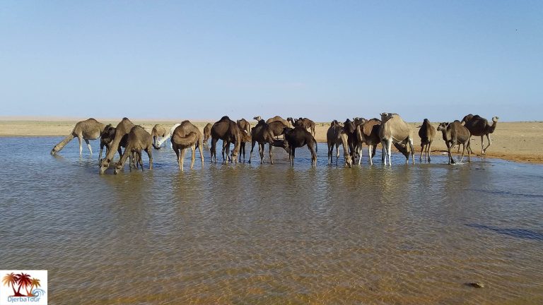 Pourquoi choisir la Tunisie pour une excursion économique ? La Tunisie est une destination idéale pour ceux qui recherchent une aventure exotique sans se ruiner. Ce pays méditerranéen offre une variété incroyable de paysages, allant des plages dorées aux déserts mystiques, en passant par des sites historiques fascinants. Avec www.sudtunisie.com, vous pouvez organiser une excursion pas chère en Tunisie tout en bénéficiant d'un excellent rapport qualité-prix. Voyons ensemble pourquoi la Tunisie devrait être votre prochain choix de voyage économique. Les merveilles à découvrir en Tunisie La médina de Tunis : Un voyage dans le temps La médina de Tunis est un incontournable pour tous les visiteurs. Classée au patrimoine mondial de l'UNESCO, elle est un véritable labyrinthe de ruelles étroites et de souks colorés. Ici, l'histoire se mêle au présent avec ses mosquées anciennes, ses palais somptueux et ses échoppes débordant de produits artisanaux. Ne manquez pas la Grande Mosquée Zitouna et le palais Dar Ben Abdallah, véritables joyaux d'architecture islamique. Les plages paradisiaques de Djerba Djerba, surnommée l'île des rêves, est célèbre pour ses plages de sable blanc et ses eaux turquoise. C'est l'endroit idéal pour se détendre et profiter de diverses activités nautiques comme la plongée sous-marine, le kitesurf et la voile. Grâce à www.sudtunisie.com, vous pouvez trouver des hébergements abordables tout en savourant le luxe des paysages. Carthage : Sur les traces des Phéniciens Le site archéologique de Carthage est une étape incontournable pour les passionnés d'histoire. Ancienne rivale de Rome, Carthage abrite des ruines impressionnantes qui racontent une histoire millénaire. Les thermes d'Antonin et le théâtre romain sont des visites à ne pas manquer. Avec des tarifs d'entrée très abordables, c'est une expérience culturelle enrichissante qui ne vous ruinera pas. Astuces pour voyager en Tunisie à petit budget Voyager hors saison La Tunisie bénéficie d'un climat agréable toute l'année. Pour économiser, il est recommandé de voyager en basse saison, de novembre à mars. Les prix des vols et des hôtels chutent considérablement, vous permettant ainsi de profiter de votre séjour sans vous soucier des coûts. Privilégier les transports locaux Les transports locaux en Tunisie sont non seulement économiques mais aussi authentiques. Les taxis collectifs, appelés louages, sont un moyen pratique et bon marché de se déplacer entre les villes. Les bus et les trains offrent également des tarifs très attractifs pour découvrir le pays. Déguster la cuisine locale Manger local est une excellente façon de découvrir la culture tunisienne tout en gardant un œil sur votre budget. Les marchés et les petits restaurants proposent des plats savoureux à des prix très abordables. Ne manquez pas de goûter aux spécialités comme le couscous, les bricks et les pâtisseries orientales. Activités gratuites ou peu coûteuses en Tunisie Randonnées dans les parcs nationaux La Tunisie possède plusieurs parcs nationaux où l'entrée est souvent gratuite ou à faible coût. Le parc national de l'Ichkeul, par exemple, est un paradis pour les amateurs de nature. Les randonnées offrent des panoramas époustouflants sur le lac et les montagnes, une expérience inoubliable sans dépenser une fortune. Visiter les souks et marchés locaux Les souks tunisiens sont des lieux vibrants où l'on peut sentir, voir et goûter à la vie locale. Que ce soit à Tunis, Sousse ou Hammamet, ces marchés offrent une expérience sensorielle unique. L'entrée est libre et vous pouvez y acheter des souvenirs originaux tout en discutant avec les commerçants locaux. Explorer les villages berbères Les villages berbères comme Matmata et Chenini sont fascinants à visiter. Les habitations troglodytes et les paysages désertiques vous transporteront dans un autre monde. Ces visites sont souvent gratuites ou à un coût très réduit, et les habitants sont toujours ravis de partager leur culture et leur histoire. Conclusion : Une escapade économique et enrichissante en Tunisie Avec www.sudtunisie.com, une excursion en Tunisie pas chère est à portée de main. Ce pays offre une diversité de paysages et de cultures, accessible à tous les budgets. Que vous soyez à la recherche de détente sur des plages paradisiaques, de découvertes historiques ou d'aventures en pleine nature, la Tunisie vous garantit une expérience mémorable sans vous ruiner. Préparez vos valises et partez à la découverte de ce joyau méditerranéen !