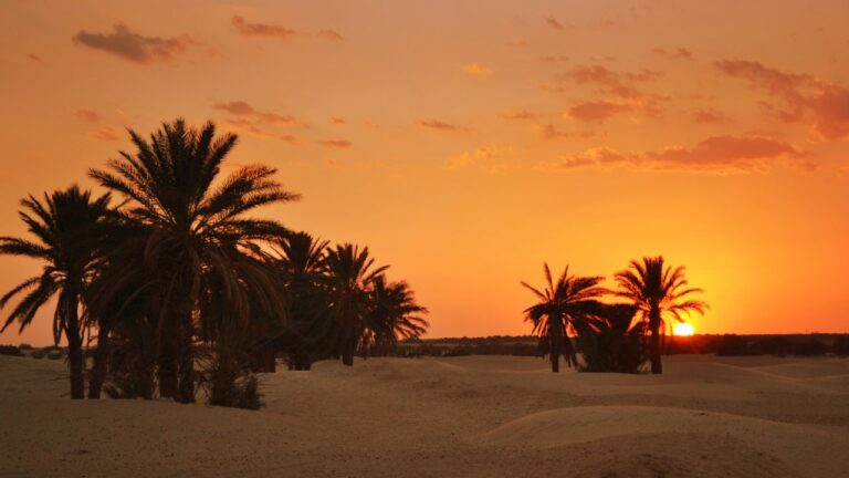 Le sud de la Tunisie est une région fascinante qui offre un mélange unique de paysages désertiques, d'oasis verdoyantes et de traditions ancestrales. Nous vous invitons à plonger dans ce voyage captivant qui vous emmènera à travers les oasis de Tozeur et les dunes de sable, à la découverte d'un patrimoine riche et de panoramas époustouflants. Tozeur : La Porte du Désert Tozeur est souvent considérée comme la porte d'entrée du désert tunisien. Cette ville oasis est réputée pour ses palmeraies luxuriantes et son architecture unique en briques de terre. À Tozeur, le charme opère dès votre arrivée. Promenez-vous dans la vieille ville, appelée "Ouled el-Hadef", et laissez-vous séduire par les ruelles étroites et les façades ornées de motifs géométriques. Les Palmeraies de Tozeur Les palmeraies de Tozeur sont un véritable havre de paix. Avec plus de 400 000 palmiers dattiers, elles offrent un spectacle saisissant de verdure en plein désert. Une balade en calèche ou à vélo à travers ces palmeraies est une expérience inoubliable. N’oubliez pas de goûter aux dattes locales, considérées parmi les meilleures au monde. Musée Dar Cheraït Le musée Dar Cheraït est un incontournable pour ceux qui souhaitent en savoir plus sur la culture et les traditions de la région. Ce musée abrite une impressionnante collection d'objets d'art, de costumes traditionnels et de manuscrits anciens. Une visite vous plongera dans l'histoire fascinante de Tozeur et de ses environs. Les Oasis de Montagne : Chebika, Tamerza et Midès À quelques kilomètres de Tozeur, les oasis de montagne de Chebika, Tamerza et Midès offrent des paysages à couper le souffle. Nichées dans les montagnes de l'Atlas, ces oasis sont des joyaux cachés du sud tunisien. Chebika : L’Oasis Suspendue Chebika est souvent appelée l’oasis suspendue en raison de sa position élevée et de ses vues panoramiques sur le désert. Un sentier de randonnée vous mènera à travers des cascades rafraîchissantes et des bassins naturels d'eau claire. La vue depuis le sommet est absolument spectaculaire, avec des panoramas sur les montagnes environnantes et le désert à perte de vue. Tamerza : La Grande Cascade Tamerza est la plus grande des oasis de montagne et est célèbre pour sa grande cascade. Cette oasis était autrefois une ville romaine et possède encore des ruines qui témoignent de son passé glorieux. La cascade de Tamerza est un lieu de détente parfait, où vous pourrez vous rafraîchir et profiter du cadre naturel exceptionnel. Midès : Le Canyon Impressionnant Midès est connue pour son canyon impressionnant, qui offre des paysages dignes des plus grands films d'aventure. Ce canyon, sculpté par l'érosion au fil des millénaires, est un lieu idéal pour la randonnée et l'exploration. Les contrastes de couleurs entre les roches et la végétation sont tout simplement incroyables. Les Dunes de Sable : Une Aventure Inoubliable Le désert tunisien est célèbre pour ses vastes étendues de dunes de sable, offrant un décor digne des contes des Mille et Une Nuits. Les dunes de sable sont un terrain de jeu parfait pour les amateurs d'aventure et de sensations fortes. Douz : La Porte du Sahara Douz, souvent surnommée la "porte du Sahara", est le point de départ idéal pour une excursion dans le désert. Cette petite ville est célèbre pour son festival annuel du Sahara, qui célèbre les traditions nomades et la culture bédouine. Profitez d'une balade à dos de chameau au coucher du soleil pour une expérience magique au cœur des dunes. Chott el-Jérid : Le Lac Salé Non loin de Tozeur, le Chott el-Jérid est un immense lac salé qui s'étend à perte de vue. En été, le lac s'assèche presque entièrement, laissant place à une vaste étendue de sel blanc scintillant. Ce paysage surréaliste est particulièrement impressionnant au lever et au coucher du soleil, lorsque les couleurs du ciel se reflètent sur la surface du sel. Campement dans le Désert Pour une immersion totale, passez une nuit dans un campement au cœur du désert. Les campements proposent généralement des tentes confortables et des repas traditionnels. Passer une nuit sous les étoiles, loin de toute pollution lumineuse, est une expérience inoubliable. Le silence du désert et la beauté du ciel étoilé créent une atmosphère paisible et magique. Conclusion Le sud tunisien, avec ses oasis verdoyantes, ses montagnes majestueuses et ses dunes de sable à perte de vue, est une destination de rêve pour les amoureux de la nature et de l'aventure. Tozeur, avec ses richesses culturelles et ses paysages uniques, est le point de départ idéal pour explorer cette région fascinante. Que vous soyez à la recherche de détente, de découvertes culturelles ou d'aventures palpitantes, le sud tunisien a tout pour vous séduire. Alors, préparez vos valises et partez à la découverte des trésors cachés du désert tunisien !