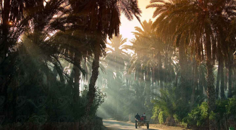 Une escapade inoubliable à Tozeur Située aux portes du désert du Sahara, la ville de Tozeur est une destination incontournable pour les amateurs de paysages grandioses et d'expériences authentiques. Nichée dans le sud de la Tunisie, cette oasis millénaire offre un contraste saisissant entre le vert éclatant de ses palmeraies et l'aridité de son environnement désertique. En visitant Tozeur, nous plongeons dans un univers où tradition et nature se mêlent harmonieusement. Les oasis de Tozeur : Un havre de paix verdoyant La palmeraie de Tozeur : Un écrin de verdure La palmeraie de Tozeur s'étend sur plus de 1 000 hectares, abritant environ 400 000 palmiers dattiers. Ce véritable jardin d'Eden au milieu du désert procure un spectacle étonnant avec ses canaux d'irrigation traditionnels, appelés seguias, qui alimentent cette mer de verdure. En nous promenant dans la palmeraie, nous découvrons les méthodes ancestrales d’irrigation et la culture des dattes, ces fruits d'or qui font la renommée de Tozeur. Les oasis de montagne : Chebika, Tamerza et Midès Les oasis de montagne de Chebika, Tamerza et Midès, situées à quelques kilomètres de Tozeur, offrent des panoramas époustouflants. Chacune d'elles présente des caractéristiques uniques qui méritent une visite. Chebika, souvent surnommée "le château d'eau du désert", est célèbre pour ses cascades et ses bassins naturels. Tamerza, quant à elle, est la plus grande des trois oasis et se distingue par ses canyons et ses ruines historiques. Midès, perchée sur les hauteurs, offre une vue imprenable sur les gorges spectaculaires qui la traversent. Les dunes de sable : Un océan doré à perte de vue L'aventure à dos de chameau Explorer les dunes de sable à dos de chameau est une expérience incontournable lors d'un voyage à Tozeur. Ce mode de transport traditionnel permet de s'immerger pleinement dans l'atmosphère du désert. En montant sur nos chameaux, nous suivons les traces des caravanes d'autrefois, traversant des étendues infinies de sable doré. Le silence du désert, seulement interrompu par le pas régulier des chameaux, crée une ambiance paisible et intemporelle. Le coucher de soleil sur les dunes Assister à un coucher de soleil sur les dunes de sable est un moment magique. À mesure que le soleil descend à l'horizon, les dunes se parent de teintes orangées et rosées, offrant un spectacle visuel extraordinaire. Ce moment de quiétude et de beauté pure reste gravé dans notre mémoire longtemps après notre départ. La culture locale : Un patrimoine riche et vivant Les traditions artisanales Tozeur est réputée pour son artisanat riche et varié. Les poteries, les tissages de laine, et les objets en palmier nain sont autant de témoignages du savoir-faire local. En visitant les souks et les ateliers d'artisans, nous avons l'occasion d'observer ces artistes à l'œuvre et d'acheter des souvenirs authentiques qui reflètent l'âme de la région. Le musée Dar Chraiet Le musée Dar Chraiet est une étape incontournable pour comprendre l'histoire et la culture de Tozeur. Installé dans un ancien palais, ce musée abrite une collection impressionnante d'objets d'art et d'artisanat local, ainsi que des reconstitutions de scènes de vie traditionnelle. La visite de ce musée nous plonge dans le quotidien des habitants de Tozeur à travers les siècles. Gastronomie : Les saveurs du sud tunisien Les plats typiques de Tozeur La cuisine de Tozeur est un véritable délice pour les papilles. Parmi les plats typiques, nous retrouvons le couscous aux dattes, un mariage savoureux entre le sucré des fruits et les épices locales. Les bricks, fines feuilles de pâte farcies, sont également incontournables, tout comme les tajines et les méchouis de viande. Les dattes de Tozeur : Un trésor culinaire Les dattes de Tozeur, en particulier la variété Deglet Nour, sont réputées pour leur goût unique et leur texture fondante. Riches en nutriments, ces fruits sont une source d'énergie naturelle et se consomment aussi bien nature que dans de nombreuses préparations culinaires. Lors de notre visite, nous ne manquons pas de déguster ces délicieuses dattes et d'en rapporter quelques kilos en souvenir. Conclusion : Une expérience à vivre absolument Un voyage à Tozeur, entre oasis et dunes de sable, nous offre une expérience inoubliable. La beauté des paysages, la richesse culturelle et la chaleur de l'accueil local nous marquent profondément. Que nous soyons amateurs de nature, de culture ou de gastronomie, Tozeur nous promet des souvenirs impérissables et l'envie de revenir explorer davantage ce joyau du sud tunisien.