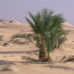 Description du Sud Tunisien Le Sud de la Tunisie est une région d'une richesse incroyable, regorgeant de paysages à couper le souffle et imprégnée d'une culture millénaire. Des dunes dorées du Sahara aux oasis verdoyantes en passant par les villes chargées d'histoire, le Sud tunisien offre une expérience de voyage authentique et inoubliable. Les Villes du Sud de la Tunisie Parmi les incontournables du Sud tunisien, on retrouve des villes emblématiques telles que Tozeur, Tataouine, Douz et Matmata. Chacune de ces villes offre un aperçu unique de la vie et de la culture dans le Sud de la Tunisie. Tozeur, avec ses palmeraies luxuriantes et son architecture traditionnelle, est un véritable joyau du désert. Tataouine, célèbre pour ses ksour et ses maisons troglodytes, est un véritable voyage dans le temps. Douz, surnommée la "porte du Sahara", est le point de départ idéal pour une aventure dans le désert. Enfin, Matmata, avec ses habitations creusées dans la roche, offre un aperçu fascinant de la vie dans le désert. Le Tourisme dans le Sud Tunisien Le tourisme dans le Sud tunisien est en plein essor, attirant chaque année des milliers de voyageurs en quête d'authenticité et d'aventure. Les possibilités d'activités sont infinies, des excursions dans le désert aux balades à dos de chameau en passant par la découverte des marchés traditionnels. Les amateurs de culture ne seront pas en reste, avec la possibilité de visiter des sites archéologiques fascinants et des musées riches en histoire. La Carte du Sud Tunisien Pour mieux comprendre la géographie du Sud de la Tunisie, il est utile de consulter une carte détaillée de la région. Cette dernière permet de repérer les principaux sites touristiques, les villes importantes ainsi que les itinéraires possibles pour explorer la région. Une bonne connaissance de la carte du Sud tunisien est essentielle pour planifier un voyage réussi dans cette région fascinante. La Beauté des Oasis dans le Sud Tunisien Les oasis sont sans aucun doute parmi les trésors les plus précieux du Sud tunisien. Ces havres de verdure au cœur du désert offrent une oasis de fraîcheur et de tranquillité dans un environnement souvent hostile. La découverte d'une oasis dans le Sud tunisien est une expérience inoubliable, marquée par la rencontre avec des habitants chaleureux et accueillants, et la découverte de paysages à couper le souffle. Conclusion Le Sud de la Tunisie est une destination exceptionnelle qui mérite d'être explorée sous toutes ses coutures. Que vous soyez amateur de désert, passionné d'histoire ou simplement en quête d'authenticité, le Sud tunisien saura vous séduire par sa beauté brute et sa richesse culturelle. Alors n'attendez plus, embarquez pour une aventure inoubliable dans le Sud tunisien et découvrez ses trésors cachés.