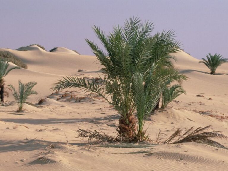 Description du Sud Tunisien Le Sud de la Tunisie est une région d'une richesse incroyable, regorgeant de paysages à couper le souffle et imprégnée d'une culture millénaire. Des dunes dorées du Sahara aux oasis verdoyantes en passant par les villes chargées d'histoire, le Sud tunisien offre une expérience de voyage authentique et inoubliable. Les Villes du Sud de la Tunisie Parmi les incontournables du Sud tunisien, on retrouve des villes emblématiques telles que Tozeur, Tataouine, Douz et Matmata. Chacune de ces villes offre un aperçu unique de la vie et de la culture dans le Sud de la Tunisie. Tozeur, avec ses palmeraies luxuriantes et son architecture traditionnelle, est un véritable joyau du désert. Tataouine, célèbre pour ses ksour et ses maisons troglodytes, est un véritable voyage dans le temps. Douz, surnommée la "porte du Sahara", est le point de départ idéal pour une aventure dans le désert. Enfin, Matmata, avec ses habitations creusées dans la roche, offre un aperçu fascinant de la vie dans le désert. Le Tourisme dans le Sud Tunisien Le tourisme dans le Sud tunisien est en plein essor, attirant chaque année des milliers de voyageurs en quête d'authenticité et d'aventure. Les possibilités d'activités sont infinies, des excursions dans le désert aux balades à dos de chameau en passant par la découverte des marchés traditionnels. Les amateurs de culture ne seront pas en reste, avec la possibilité de visiter des sites archéologiques fascinants et des musées riches en histoire. La Carte du Sud Tunisien Pour mieux comprendre la géographie du Sud de la Tunisie, il est utile de consulter une carte détaillée de la région. Cette dernière permet de repérer les principaux sites touristiques, les villes importantes ainsi que les itinéraires possibles pour explorer la région. Une bonne connaissance de la carte du Sud tunisien est essentielle pour planifier un voyage réussi dans cette région fascinante. La Beauté des Oasis dans le Sud Tunisien Les oasis sont sans aucun doute parmi les trésors les plus précieux du Sud tunisien. Ces havres de verdure au cœur du désert offrent une oasis de fraîcheur et de tranquillité dans un environnement souvent hostile. La découverte d'une oasis dans le Sud tunisien est une expérience inoubliable, marquée par la rencontre avec des habitants chaleureux et accueillants, et la découverte de paysages à couper le souffle. Conclusion Le Sud de la Tunisie est une destination exceptionnelle qui mérite d'être explorée sous toutes ses coutures. Que vous soyez amateur de désert, passionné d'histoire ou simplement en quête d'authenticité, le Sud tunisien saura vous séduire par sa beauté brute et sa richesse culturelle. Alors n'attendez plus, embarquez pour une aventure inoubliable dans le Sud tunisien et découvrez ses trésors cachés.