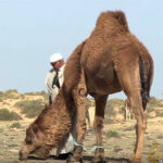 Voyager dans le sud tunisien, c'est plonger dans un univers où la nature, l'histoire et la culture se rencontrent pour offrir une expérience unique. Entre les oasis luxuriantes de Tozeur et les dunes de sable infinies, chaque moment passé dans cette région est une aventure mémorable. Nous vous invitons à découvrir les trésors cachés de cette région fascinante. L'Oasis de Tozeur : Un Paradis de Verdure au Cœur du Désert Tozeur est célèbre pour son oasis, un véritable havre de paix en plein désert. L'oasis s'étend sur des hectares, abritant plus de 400 000 palmiers dattiers. Marcher à travers ces palmeraies offre une fraîcheur bienvenue et une vue imprenable sur des paysages verdoyants contrastant avec l'aridité environnante. La Richesse Historique et Culturelle de Tozeur Tozeur n'est pas seulement une oasis naturelle, mais aussi un foyer de richesses historiques et culturelles. La médina de Tozeur, avec ses ruelles étroites et ses maisons en briques de terre, reflète l'architecture traditionnelle locale. Ne manquez pas de visiter le musée Dar Chraiet, qui abrite une collection fascinante d'objets d'art et d'antiquités. Les Jardins de l'Oasis : Un Écosystème Unique L'oasis de Tozeur est un exemple parfait d'agriculture traditionnelle et durable. Les jardins de l'oasis sont irrigués par un système ingénieux de canaux d'eau, datant de plusieurs siècles. Les agriculteurs locaux cultivent une variété de fruits et de légumes, profitant de l'abondance d'eau fournie par les sources naturelles. Les Dunes de Sable : Une Mer de Sable à Perte de Vue À quelques kilomètres de Tozeur, les dunes de sable de l'erg oriental offrent un paysage époustouflant. Ces dunes majestueuses, façonnées par le vent, s'étendent à perte de vue et invitent à l'exploration. Activités et Aventures dans les Dunes Les dunes de sable offrent une multitude d'activités pour les aventuriers. Vous pouvez faire du quad ou du buggy pour une dose d'adrénaline, ou opter pour une balade à dos de chameau pour une expérience plus traditionnelle et paisible. Les couchers de soleil sur les dunes sont absolument spectaculaires, teintant le paysage de couleurs dorées et rougeoyantes. Nuitées sous les Étoiles : Camping dans le Désert Pour une expérience inoubliable, passez une nuit sous les étoiles dans le désert. Plusieurs agences locales proposent des excursions de camping, où vous pouvez dormir dans des tentes traditionnelles berbères. Profitez du silence apaisant du désert, brisé seulement par le chant du vent et la vue imprenable sur la voûte étoilée. Le Parc National de Djebil : Un Sanctuaire de Biodiversité Le parc national de Djebil, situé non loin de Tozeur, est un autre joyau naturel de la région. Ce parc protège une partie du désert et de ses écosystèmes uniques, offrant un refuge à une faune et une flore diversifiées. Randonnées et Découvertes Naturelles Le parc national de Djebil est idéal pour les amateurs de randonnée et de nature. Vous pouvez explorer des sentiers balisés qui vous mèneront à travers des paysages variés, allant des plaines désertiques aux montagnes de sable. Les ornithologues en herbe apprécieront également l'observation des oiseaux, le parc étant un habitat pour plusieurs espèces rares. Conseils Pratiques pour Votre Voyage Meilleure Période pour Visiter La meilleure période pour visiter le sud tunisien est durant les mois de printemps (mars à mai) et d'automne (septembre à novembre), lorsque les températures sont plus clémentes. En été, la chaleur peut être accablante, atteignant parfois des pics de 50°C. Comment S'y Rendre Tozeur est accessible par avion grâce à l'aéroport international de Tozeur-Nefta, avec des vols réguliers depuis Tunis et d'autres grandes villes tunisiennes. Il est également possible de rejoindre Tozeur en voiture ou en bus, offrant ainsi l'opportunité de découvrir les paysages variés du pays en chemin. Hébergement et Gastronomie Tozeur propose une gamme d'options d'hébergement, allant des hôtels de luxe aux auberges plus économiques. Profitez de votre séjour pour déguster la cuisine locale, riche en saveurs et en traditions. Ne manquez pas de goûter aux dattes de Tozeur, célèbres pour leur goût sucré et leur texture fondante.