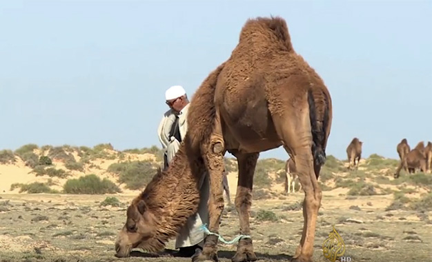 Voyager dans le sud tunisien, c'est plonger dans un univers où la nature, l'histoire et la culture se rencontrent pour offrir une expérience unique. Entre les oasis luxuriantes de Tozeur et les dunes de sable infinies, chaque moment passé dans cette région est une aventure mémorable. Nous vous invitons à découvrir les trésors cachés de cette région fascinante. L'Oasis de Tozeur : Un Paradis de Verdure au Cœur du Désert Tozeur est célèbre pour son oasis, un véritable havre de paix en plein désert. L'oasis s'étend sur des hectares, abritant plus de 400 000 palmiers dattiers. Marcher à travers ces palmeraies offre une fraîcheur bienvenue et une vue imprenable sur des paysages verdoyants contrastant avec l'aridité environnante. La Richesse Historique et Culturelle de Tozeur Tozeur n'est pas seulement une oasis naturelle, mais aussi un foyer de richesses historiques et culturelles. La médina de Tozeur, avec ses ruelles étroites et ses maisons en briques de terre, reflète l'architecture traditionnelle locale. Ne manquez pas de visiter le musée Dar Chraiet, qui abrite une collection fascinante d'objets d'art et d'antiquités. Les Jardins de l'Oasis : Un Écosystème Unique L'oasis de Tozeur est un exemple parfait d'agriculture traditionnelle et durable. Les jardins de l'oasis sont irrigués par un système ingénieux de canaux d'eau, datant de plusieurs siècles. Les agriculteurs locaux cultivent une variété de fruits et de légumes, profitant de l'abondance d'eau fournie par les sources naturelles. Les Dunes de Sable : Une Mer de Sable à Perte de Vue À quelques kilomètres de Tozeur, les dunes de sable de l'erg oriental offrent un paysage époustouflant. Ces dunes majestueuses, façonnées par le vent, s'étendent à perte de vue et invitent à l'exploration. Activités et Aventures dans les Dunes Les dunes de sable offrent une multitude d'activités pour les aventuriers. Vous pouvez faire du quad ou du buggy pour une dose d'adrénaline, ou opter pour une balade à dos de chameau pour une expérience plus traditionnelle et paisible. Les couchers de soleil sur les dunes sont absolument spectaculaires, teintant le paysage de couleurs dorées et rougeoyantes. Nuitées sous les Étoiles : Camping dans le Désert Pour une expérience inoubliable, passez une nuit sous les étoiles dans le désert. Plusieurs agences locales proposent des excursions de camping, où vous pouvez dormir dans des tentes traditionnelles berbères. Profitez du silence apaisant du désert, brisé seulement par le chant du vent et la vue imprenable sur la voûte étoilée. Le Parc National de Djebil : Un Sanctuaire de Biodiversité Le parc national de Djebil, situé non loin de Tozeur, est un autre joyau naturel de la région. Ce parc protège une partie du désert et de ses écosystèmes uniques, offrant un refuge à une faune et une flore diversifiées. Randonnées et Découvertes Naturelles Le parc national de Djebil est idéal pour les amateurs de randonnée et de nature. Vous pouvez explorer des sentiers balisés qui vous mèneront à travers des paysages variés, allant des plaines désertiques aux montagnes de sable. Les ornithologues en herbe apprécieront également l'observation des oiseaux, le parc étant un habitat pour plusieurs espèces rares. Conseils Pratiques pour Votre Voyage Meilleure Période pour Visiter La meilleure période pour visiter le sud tunisien est durant les mois de printemps (mars à mai) et d'automne (septembre à novembre), lorsque les températures sont plus clémentes. En été, la chaleur peut être accablante, atteignant parfois des pics de 50°C. Comment S'y Rendre Tozeur est accessible par avion grâce à l'aéroport international de Tozeur-Nefta, avec des vols réguliers depuis Tunis et d'autres grandes villes tunisiennes. Il est également possible de rejoindre Tozeur en voiture ou en bus, offrant ainsi l'opportunité de découvrir les paysages variés du pays en chemin. Hébergement et Gastronomie Tozeur propose une gamme d'options d'hébergement, allant des hôtels de luxe aux auberges plus économiques. Profitez de votre séjour pour déguster la cuisine locale, riche en saveurs et en traditions. Ne manquez pas de goûter aux dattes de Tozeur, célèbres pour leur goût sucré et leur texture fondante.