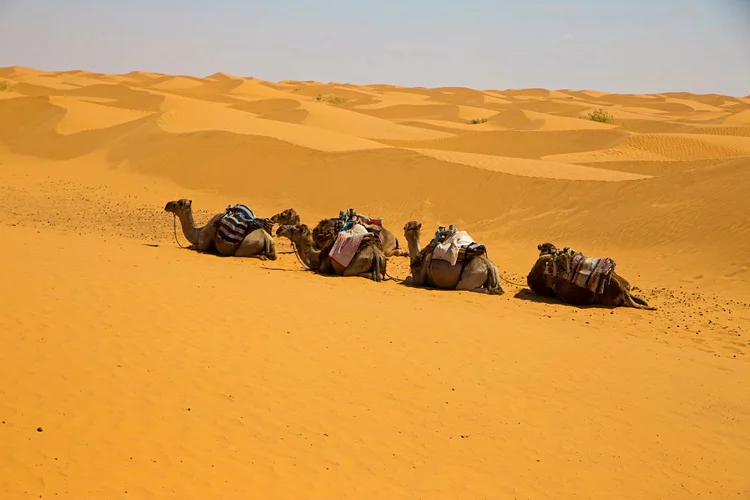 La Tunisie est une destination de rêve pour les amateurs de soleil, de plages et de découvertes culturelles. Si vous planifiez des vacances ici, il est essentiel de bien organiser vos excursions pour profiter pleinement de ce que ce pays a à offrir. Que ce soit pour une excursion à Hammamet, une aventure dans le désert tunisien, ou une exploration du nord de la Tunisie, nous vous proposons un guide complet pour choisir vos activités et connaître les prix des différentes excursions. Excursion à Hammamet : Un Paradis Méditerranéen Plages et Détente Hammamet est célèbre pour ses plages de sable fin et ses eaux cristallines. Une excursion à Hammamet est idéale pour ceux qui cherchent à se détendre au soleil. Les plages privées des hôtels offrent des services de haute qualité, tandis que les plages publiques sont parfaites pour une journée en famille. Visite de la Médina La médina de Hammamet, avec ses ruelles étroites et ses boutiques artisanales, est un incontournable. Vous pouvez y trouver des souvenirs uniques, des épices, et des textiles faits main. Une visite guidée de la médina coûte environ 20 à 30 TND par personne. Excursion Culturelle Ne manquez pas le Centre Culturel International de Hammamet, installé dans une ancienne villa romaine. Les jardins et l’architecture valent le détour. L’entrée est généralement autour de 10 TND. Excursion dans le Désert Tunisien : Aventure et Découverte Safari en 4x4 à Tozeur Une des expériences les plus populaires en Tunisie est le safari en 4x4 dans le désert de Tozeur. Ces excursions vous emmènent à travers des paysages époustouflants, des oasis verdoyantes et des sites de tournage de films célèbres comme Star Wars. Le prix d’une excursion 4x4 à Tozeur varie entre 120 et 200 TND par personne pour une journée complète. Nuit dans le Désert Pour une expérience encore plus immersive, passez une nuit dans le désert. Les camps proposent des tentes confortables et des repas traditionnels sous les étoiles. Une excursion de deux jours dans le sud tunisien avec nuitée coûte environ 300 à 400 TND par personne. Visite des Ksour et Villages Berbères Explorez les ksour, ces anciens greniers fortifiés utilisés par les Berbères. La région de Tataouine est particulièrement riche en ksour. Une excursion à la journée depuis Tozeur ou Douz coûte environ 150 TND par personne. Excursions dans le Nord de la Tunisie : Richesse Culturelle et Historique Carthage et Sidi Bou Saïd Une excursion à Carthage et Sidi Bou Saïd est incontournable pour les passionnés d’histoire et de culture. Visitez les ruines de l’ancienne Carthage et admirez les vues panoramiques depuis le charmant village de Sidi Bou Saïd. Les prix pour une journée d’excursion sont autour de 100 à 150 TND par personne. Bizerte et Ses Plages Bizerte, située au nord de Tunis, offre des plages magnifiques et une ambiance plus tranquille que les stations balnéaires plus touristiques. Une excursion d’une journée à Bizerte coûte généralement 80 à 120 TND par personne. Parc National de l’Ichkeul Le Parc National de l’Ichkeul, classé au patrimoine mondial de l’UNESCO, est un paradis pour les amateurs de nature. Vous pouvez y observer une grande variété d’oiseaux migrateurs. Une visite guidée coûte environ 50 TND par personne. Excursions à Sousse et Monastir : Culture et Loisirs Découverte de Sousse Sousse, avec sa médina inscrite au patrimoine mondial de l’UNESCO, offre une plongée fascinante dans l’histoire tunisienne. Les visites guidées coûtent environ 30 à 50 TND par personne. Vous pouvez également visiter le Musée Archéologique de Sousse pour en savoir plus sur l’histoire de la région. Loisirs à Port El Kantaoui Port El Kantaoui, situé à quelques kilomètres de Sousse, est un complexe touristique moderne avec des marinas, des terrains de golf, et des parcs d’attractions. Une journée d’excursion dans cette zone coûte environ 100 TND par personne. Visite de Monastir Monastir est connue pour son ribat, une forteresse islamique qui surplombe la mer. Une excursion à Monastir inclut généralement une visite de cette forteresse ainsi que du mausolée de Bourguiba. Le coût est autour de 60 à 80 TND par personne. Planifiez Votre Aventure en Tunisie Réserver à l’Avance Pour garantir les meilleures expériences et éviter les déceptions, il est conseillé de réserver vos excursions à l’avance. Les prix peuvent varier en fonction de la saison et de la demande. Comparer les Offres N'hésitez pas à comparer les offres des différentes agences pour trouver le meilleur rapport qualité-prix. Vérifiez également les avis en ligne pour vous assurer de la qualité des services. Profitez de Votre Séjour Que vous choisissiez de vous détendre sur les plages de Hammamet, de partir à l’aventure dans le désert ou d’explorer les trésors culturels du nord de la Tunisie, chaque excursion vous offre une occasion unique de découvrir la richesse et la diversité de ce magnifique pays.