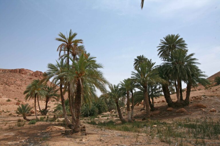 Le sud de la Tunisie est une région fascinante qui attire les aventuriers et les amoureux de la nature. Avec ses paysages désertiques, ses oasis verdoyantes, et ses villages traditionnels, cette partie du pays offre une expérience unique et mémorable. Dans cet article, nous vous proposons un aperçu détaillé du sud tunisien, ainsi qu'un circuit de trois jours pour découvrir les merveilles de cette région. Circuit Sud Tunisien 2024 Jour 1 : Douz - La Porte du Sahara Douz, souvent appelée la "porte du Sahara", est le point de départ idéal pour explorer le sud tunisien. Cette petite ville est connue pour son grand marché hebdomadaire où l'on peut acheter des produits locaux, des épices, et de l'artisanat. Dès votre arrivée, nous vous conseillons de visiter le musée du Sahara qui offre une introduction intéressante à la culture et à l'histoire de la région. L'après-midi, partez pour une excursion à dos de chameau dans les dunes environnantes. Cette expérience immersive vous permettra de découvrir le désert de manière authentique et de profiter du calme et de la beauté des paysages. Le soir, ne manquez pas de déguster un dîner traditionnel sous une tente berbère, une expérience culinaire unique accompagnée de musique et de danse locale. Jour 2 : Tozeur et l'Oasis de Chebika Le deuxième jour, direction Tozeur, une ville réputée pour ses vastes palmeraies et ses superbes architectures en briques de terre cuite. À Tozeur, vous pouvez visiter le musée Dar Cheraït qui abrite une collection impressionnante d'art et d'objets traditionnels tunisiens. L'après-midi, explorez les oasis de montagne de Chebika. Située au pied des monts de l'Atlas, Chebika est une ancienne cité romaine transformée en oasis paradisiaque. Les ruisseaux cristallins, les cascades rafraîchissantes, et les palmiers luxuriants créent un contraste saisissant avec le désert aride. Prenez le temps de vous promener dans ce cadre enchanteur et de profiter de la tranquillité des lieux. Jour 3 : Matmata et les Maisons Troglodytes Pour votre troisième jour, direction Matmata, célèbre pour ses habitations troglodytes. Ces maisons creusées dans la roche offrent une protection naturelle contre la chaleur intense du désert. Une visite chez l'habitant vous permettra de mieux comprendre le mode de vie des Berbères et de découvrir leur hospitalité légendaire. Matmata est également connue pour avoir servi de décor pour le tournage de films célèbres, notamment Star Wars. Vous pourrez visiter le site de tournage et prendre des photos mémorables dans ce paysage lunaire. Sud Tunisien : Un Voyage à Travers le Temps Le sud tunisien est une région riche en histoire et en culture. Les vestiges romains, les ksours (greniers fortifiés) et les médinas (vieilles villes) témoignent du passé glorieux de cette région. En vous aventurant dans le désert, vous découvrirez également des traditions ancestrales toujours vivantes, comme la fabrication de tapis, la poterie et la musique traditionnelle. Une Oasis dans le Sud Tunisien Les oasis du sud tunisien sont des havres de paix au cœur du désert. Elles sont alimentées par des sources souterraines qui permettent la culture de palmiers dattiers, de légumes et de fruits. Les plus célèbres, comme Nefta et Ksar Ghilane, offrent des paysages idylliques où l'on peut se détendre et se ressourcer. À Nefta, par exemple, vous pouvez vous promener dans la Corbeille de Nefta, un immense jardin naturel où se mêlent palmiers, ruisseaux et bassins. Ksar Ghilane, quant à elle, est une oasis située en plein désert, réputée pour ses sources thermales où l'on peut se baigner et se relaxer après une journée d'exploration. Sud Tunisien en Arabe : التراث والجمال Le sud tunisien n'est pas seulement riche en paysages et en histoire, mais aussi en culture. La langue arabe, parlée par la majorité de la population, est un élément clé de cette culture. Les habitants du sud sont fiers de leur patrimoine et de leurs traditions, qu'ils préservent avec soin. Les festivals locaux, comme le festival des Dattes de Kebili ou le festival du Sahara à Douz, sont des occasions uniques de découvrir les danses, les chants, et les coutumes locales. Ces événements attirent des visiteurs du monde entier et contribuent à la renommée de la région. Conclusion Un voyage dans le sud tunisien est une aventure inoubliable qui vous permettra de découvrir des paysages à couper le souffle, des cultures millénaires et une hospitalité chaleureuse. Que vous soyez à la recherche d'aventure, de détente ou de découverte culturelle, le sud tunisien a tout pour plaire. Préparez vos valises et partez à la découverte de cette région fascinante pour un voyage qui restera gravé dans votre mémoire.