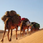 Vous cherchez une destination magique pour vos vacances d'hiver 2024 ? Ne cherchez pas plus loin ! Le Sud Tunisien est l'endroit rêvé pour vivre des aventures inoubliables. Avec ses paysages à couper le souffle, ses traditions fascinantes et son accueil chaleureux, c'est le lieu parfait pour des vacances exceptionnelles. En plus, profitez de promotions incroyables sur les hôtels et les circuits, et découvrez le charme unique de dormir sous tente à la belle étoile. Profitez des Meilleures Promotions d'Hôtels dans le Sud Tunisien L'hiver 2024 offre des opportunités exceptionnelles pour séjourner dans des hôtels de qualité à des prix réduits. Que vous préfériez le confort luxueux ou le charme authentique, vous trouverez forcément un hôtel qui répond à vos attentes. Hôtels de Luxe à Tozeur Tozeur est connue pour ses magnifiques palmeraies et son architecture unique. En séjournant dans un hôtel de luxe à Tozeur, vous profiterez d'un confort optimal tout en découvrant les richesses culturelles de la région. Les hôtels proposent des chambres spacieuses, des piscines chauffées et des restaurants raffinés, le tout avec des vues imprenables sur les paysages environnants. Hébergements Authentiques à Douz Douz, surnommée la porte du désert, est idéale pour les voyageurs en quête d'authenticité. Les hôtels de Douz offrent une ambiance chaleureuse et conviviale, parfaite pour se ressourcer après une journée d'exploration. Vous y trouverez des chambres confortables, décorées dans le style traditionnel, et des services de qualité pour un séjour inoubliable. Découvrez le Sud Tunisien avec des Circuits Inoubliables Les circuits dans le Sud Tunisien sont conçus pour vous faire découvrir les trésors cachés de la région. Que vous soyez amateur d'aventures ou de découvertes culturelles, il y a un circuit pour vous. Excursions en 4x4 : Explorez les Dunes et les Oasis Rien de tel qu'une excursion en 4x4 pour explorer les vastes étendues désertiques du Sud Tunisien. Ces circuits vous emmènent à travers les dunes majestueuses, les oasis verdoyantes et les villages berbères authentiques. Les guides expérimentés partagent avec vous leur connaissance approfondie de la région, rendant chaque excursion unique et enrichissante. Randonnées à Dos de Chameau : Plongez dans la Tradition Pour une expérience encore plus immersive, essayez une randonnée à dos de chameau. Suivez les traces des caravanes anciennes et traversez les paysages désertiques comme le faisaient les nomades autrefois. Les randonnées à dos de chameau vous permettent de vous imprégner du silence et de la sérénité du désert, tout en profitant de la beauté naturelle environnante. Logement sous Tente à la Belle Étoile : Une Expérience Unique Passer une nuit sous tente dans le désert est une aventure à ne pas manquer. Les campements sont aménagés pour offrir un confort optimal tout en conservant l'authenticité d'une nuit en plein désert. Campements Confortables et Authentiques Les tentes sont spacieuses et bien équipées, avec des lits confortables et des couvertures chaudes pour les nuits fraîches du désert. Les campements disposent également de sanitaires propres et de zones communes où vous pourrez déguster des repas traditionnels autour d'un feu de camp. C'est l'occasion parfaite pour se détendre et se connecter avec la nature. Ciel Étoilé : Un Spectacle Inoubliable Loin des lumières de la ville, le ciel nocturne du désert offre un spectacle époustouflant. Les étoiles brillent de mille feux, et la voie lactée se dévoile dans toute sa splendeur. Passer une nuit à la belle étoile dans le désert est une expérience inoubliable, qui vous laisse des souvenirs impérissables. Réservez dès Maintenant et Profitez des Meilleures Offres Les promotions pour l'hiver 2024 ne dureront pas éternellement. Pour profiter des meilleures offres, il est conseillé de réserver dès maintenant. Que vous souhaitiez séjourner dans un hôtel luxueux, partir en excursion ou passer une nuit sous tente, il y a une promotion qui correspond à vos envies et à votre budget. Planifiez Votre Voyage avec Facilité Pour organiser votre voyage, plusieurs options s'offrent à vous. Vous pouvez consulter les sites de voyage spécialisés, contacter les agences locales ou réserver directement auprès des hôtels et des campements. Quel que soit votre choix, n'oubliez pas de vérifier les avis et les recommandations pour garantir une expérience de qualité. Le Sud Tunisien en hiver est une destination de rêve pour ceux qui cherchent à échapper à la routine et à vivre des aventures inoubliables. Entre les hébergements confortables, les circuits passionnants et les nuits magiques sous tente, vous serez transporté dans un monde de découvertes et de merveilles. Alors, n'attendez plus et réservez dès maintenant votre séjour dans le Sud Tunisien pour l'hiver 2024 !