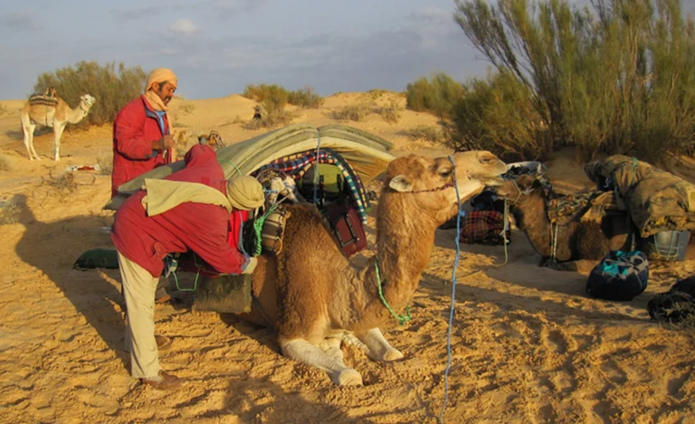 L'hiver approche et vous rêvez d'évasion ? Pourquoi ne pas découvrir le Sud Tunisien, une région fascinante avec ses paysages époustouflants et ses traditions riches ? Avec www.sudtunisie.com, vous pouvez organiser des vacances sur mesure, incluant des excursions privées inoubliables. Préparez-vous à vivre une aventure exceptionnelle dans le désert tunisien ! Le Sud Tunisien : Une Destination Unique pour l'Hiver Le Sud Tunisien est une destination de choix pour ceux qui cherchent à échapper au froid hivernal et à se plonger dans une ambiance chaleureuse et dépaysante. Entre dunes dorées, oasis verdoyantes et villages traditionnels, cette région offre une multitude de paysages à explorer. Découverte de Tozeur et ses Palmeraies Tozeur est souvent la première étape d'un voyage dans le Sud Tunisien. Connue pour ses palmeraies et son architecture en briques de terre, la ville est un véritable joyau. Promenez-vous dans les ruelles étroites, visitez les musées locaux et laissez-vous charmer par l'atmosphère paisible de cette oasis. Douz : La Porte du Désert Douz, surnommée la porte du désert, est un point de départ idéal pour des excursions dans le Sahara. Ici, vous pouvez vivre l'expérience authentique d'une balade à dos de chameau, traverser les dunes et découvrir la vie nomade. Les paysages autour de Douz sont tout simplement spectaculaires. Excursions Privées : Une Expérience Inoubliable www.sudtunisie.com propose des excursions privées pour une immersion totale dans la beauté du désert. Que vous soyez en quête d'aventure ou de détente, ces circuits sont conçus pour répondre à toutes vos attentes. Aventure en 4x4 : Explorez le Sahara Partez à l'aventure en 4x4 et découvrez les coins les plus reculés du Sahara. Conduire à travers les dunes, visiter les villages berbères et admirer les panoramas époustouflants sont au programme. Ces excursions offrent une dose d'adrénaline et une découverte approfondie de la culture locale. Randonnée à Dos de Chameau : Une Plongée dans la Tradition Pour une expérience encore plus immersive, essayez une randonnée à dos de chameau. Suivez les anciennes routes des caravanes et passez la nuit dans un campement traditionnel. Sous le ciel étoilé, vous vivrez des moments de pure magie, entouré par le silence du désert. Séjournez dans des Hébergements Confortables et Authentiques Lors de votre séjour, profitez des hébergements proposés par www.sudtunisie.com, alliant confort moderne et charme traditionnel. Que vous optiez pour un hôtel de luxe ou un campement sous tente, chaque option est pensée pour vous offrir une expérience unique. Hôtels de Luxe à Tozeur et Douz Les hôtels de Tozeur et Douz sont réputés pour leur confort et leur hospitalité. Dotés de toutes les commodités modernes, ces établissements vous garantissent un séjour agréable. Vous pourrez vous détendre dans des chambres spacieuses, déguster des plats délicieux et profiter de services haut de gamme. Logement sous Tente : Une Nuit à la Belle Étoile Pour une expérience authentique, passez une nuit sous tente dans le désert. Les campements sont équipés de lits confortables et de tout le nécessaire pour une nuit agréable. Le clou du spectacle ? Le ciel étoilé du désert, offrant un panorama à couper le souffle. Pourquoi Choisir www.sudtunisie.com pour vos Vacances d'Hiver ? Des Offres Sur Mesure pour Tous les Budgets www.sudtunisie.com propose une large gamme d'offres adaptées à tous les budgets. Que vous souhaitiez un séjour luxueux ou une aventure plus rustique, vous trouverez forcément une option qui correspond à vos envies. De plus, les promotions hivernales rendent ces offres encore plus attractives. Un Service Client Dédié et Attentionné L'équipe de www.sudtunisie.com est à votre disposition pour vous aider à organiser le voyage de vos rêves. Du choix des hébergements aux excursions personnalisées, tout est fait pour que votre séjour soit parfait. N'hésitez pas à les contacter pour toute question ou demande spécifique. Une Expérience Authentique et Mémorable En choisissant www.sudtunisie.com, vous optez pour une expérience authentique et mémorable. Chaque circuit, chaque hébergement est sélectionné avec soin pour vous offrir le meilleur du Sud Tunisien. Vous repartirez avec des souvenirs impérissables et l'envie de revenir découvrir encore plus cette magnifique région. Le Sud Tunisien est une destination idéale pour des vacances d'hiver dépaysantes et enrichissantes. Entre ses paysages variés, ses traditions vivantes et son accueil chaleureux, vous y trouverez tout ce dont vous avez besoin pour des vacances réussies. Alors, qu'attendez-vous ? Réservez dès maintenant avec www.sudtunisie.com et préparez-vous à vivre une aventure unique au cœur du désert tunisien !