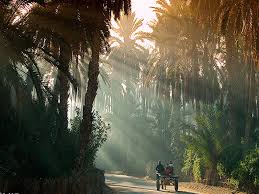 Le Sud tunisien est une terre fascinante où le désert du Sahara révèle toute sa splendeur. Si vous êtes en quête d’aventure et de paysages époustouflants, ce coin du monde est fait pour vous. Préparez-vous à découvrir des oasis verdoyantes, des dunes à perte de vue, et des villages authentiques où le temps semble s’être arrêté. Suivez-nous dans ce voyage captivant à travers le Sud tunisien, un circuit incontournable pour les amoureux de la nature et de l’authenticité. Le Charme des Oasis : Tozeur et Nefta Commencez votre exploration par les célèbres oasis de Tozeur et Nefta. Nichées au cœur du désert, ces villes offrent un contraste saisissant entre le vert éclatant des palmeraies et le jaune doré des dunes environnantes. Tozeur est connue pour son architecture unique, faite de briques en terre cuite, et pour ses jardins luxuriants où l’eau coule en abondance. Nefta, quant à elle, est un lieu de spiritualité avec ses nombreux marabouts et sa célèbre Corbeille, un vaste cratère naturel entouré de palmiers. Tozeur, la Porte du Désert Tozeur est souvent appelée la "Porte du Désert" et pour cause : c’est ici que commence l’immensité saharienne. Une promenade dans la médina vous plongera dans l’atmosphère mystique de la ville, où chaque ruelle raconte une histoire. Les amateurs de culture ne manqueront pas de visiter le musée Dar Cheraït, qui offre une plongée fascinante dans l’histoire et les traditions du Sud tunisien. L’Expérience Unique du Sahara : Douz, la Capitale du Désert Après avoir découvert les oasis, direction Douz, surnommée la "Capitale du Désert". Douz est le point de départ idéal pour une véritable immersion dans le Sahara. Vous pourrez y vivre l’expérience inoubliable d’une balade à dos de chameau à travers les dunes, une activité emblématique du Sud tunisien. Le Festival International du Sahara, qui se tient chaque année à Douz, est une occasion unique de découvrir les traditions nomades et les spectacles impressionnants de cavaliers berbères. Les Dunes de l’Erg Oriental L’Erg Oriental, avec ses dunes de sable fin qui s’étendent à l’infini, est un des joyaux du Sahara tunisien. Les plus aventureux pourront s’essayer au sandboarding ou simplement se laisser envoûter par la sérénité du désert lors d’un bivouac sous les étoiles. Passer une nuit dans le désert est une expérience hors du commun, où le silence et la beauté des lieux vous marqueront à jamais. Matmata et Les Villages Troglodytes : Un Retour aux Sources Le voyage se poursuit vers Matmata, célèbre pour ses habitations troglodytes creusées dans la roche. Ces maisons souterraines, qui protègent leurs habitants de la chaleur écrasante du désert, sont un témoignage vivant de l’ingéniosité des peuples berbères. Matmata est aussi connue pour avoir servi de décor à plusieurs films, dont la célèbre saga Star Wars. Une visite de ces habitations vous transportera dans un autre temps, où la vie s’organise autour de cours circulaires creusées dans la terre. Les Traditions Berbères à Matmata Les habitants de Matmata sont fiers de leur patrimoine et vous accueilleront chaleureusement pour vous faire découvrir leur mode de vie ancestral. Ne manquez pas de goûter à la cuisine berbère, simple mais savoureuse, à base de produits locaux comme le pain traditionnel cuit dans le sable et les olives fraîches. Une immersion culturelle qui vous permettra de mieux comprendre la richesse et la diversité du Sud tunisien. Explorez le Sud Tunisien avec www.sudtunisie.com Prêts pour l’aventure ? Réservez votre circuit dans le Sud tunisien avec www.sudtunisie.com et laissez-vous guider à travers ces paysages exceptionnels. Que vous soyez à la recherche d’un circuit privé en voiture ou d’une excursion plus sportive, nos experts locaux sauront vous proposer l’itinéraire parfait pour faire de votre voyage une expérience inoubliable.