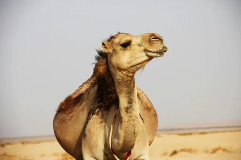 Le Sud Tunisien est une destination de rêve pour ceux qui cherchent à s’évader du quotidien. Avec ses paysages désertiques à perte de vue, ses oasis luxuriantes, et ses villages pittoresques, cette région est un véritable trésor à découvrir. Que vous soyez amateur d'aventure ou simplement en quête de tranquillité, le Sud Tunisien a quelque chose à offrir à chacun. Et bonne nouvelle : vous pouvez réserver votre circuit gratuitement en ligne et préparer votre voyage en toute sérénité. On vous explique tout. Pourquoi le Sud Tunisien est-il la Destination Parfaite ? Le Sud Tunisien est une région riche en contrastes et en émotions. Vous y trouverez des étendues désertiques comme celles de Douz, surnommée "la porte du désert", où le silence des dunes vous offre une pause bienvenue loin de l'agitation urbaine. Imaginez-vous en train de marcher sur ces sables dorés, avec pour seul compagnon le murmure du vent et l'immensité du ciel. Mais le Sud Tunisien, c’est aussi des oasis verdoyantes comme Tozeur, où les palmiers se dressent fièrement au milieu du désert, offrant une vision paradisiaque. Et que dire de Matmata, ce village où les maisons troglodytiques, creusées dans la roche, vous transportent dans un autre temps ? Chaque coin du Sud Tunisien raconte une histoire unique, celle d’un peuple qui a su s’adapter aux conditions extrêmes pour vivre en harmonie avec la nature. Comment Réserver en Ligne Gratuitement ? Réserver votre circuit dans le Sud Tunisien n’a jamais été aussi simple. Grâce à SudTunisie.com, vous pouvez réserver gratuitement votre aventure en seulement quelques clics. Le processus est facile et rapide : il vous suffit de choisir le circuit qui correspond à vos envies, de remplir le formulaire de réservation en ligne, et voilà, votre place est réservée sans que vous n'ayez à débourser un centime. Cette réservation en ligne gratuite est idéale pour ceux qui souhaitent planifier leur voyage à l’avance, sans stress. Vous pouvez ainsi prendre le temps de bien organiser votre séjour, en sachant que votre place est déjà assurée. Les Circuits Disponibles : Un Choix Varié pour Tous les Goûts SudTunisie.com propose une large gamme de circuits pour répondre à toutes vos attentes. Que vous soyez tenté par une exploration des dunes en 4x4, une randonnée dans les montagnes de Tataouine, ou une visite des ksours et des villages berbères, vous trouverez forcément le circuit qui vous correspond. Chaque circuit est conçu pour vous offrir une expérience immersive et authentique. Accompagné par des guides locaux expérimentés, vous aurez l’occasion de découvrir des lieux hors des sentiers battus, d’en apprendre plus sur la culture locale, et de vivre des moments inoubliables en plein cœur du Sahara. Préparez Votre Voyage dans le Sud Tunisien en Toute Tranquillité Une fois votre réservation en ligne confirmée, il est temps de préparer votre voyage. Pour profiter pleinement de votre séjour, nous vous conseillons de prévoir des vêtements légers pour la journée, mais aussi des tenues plus chaudes pour les soirées qui peuvent être fraîches dans le désert. N’oubliez pas non plus d’emporter avec vous de quoi immortaliser ces paysages à couper le souffle – un appareil photo est indispensable ! Et si vous avez des demandes spécifiques ou des questions concernant votre circuit, n’hésitez pas à contacter l’équipe de SudTunisie.com via ce lien de réservation. Ils seront ravis de vous aider à personnaliser votre aventure et à vous assurer un voyage sur mesure. Le Sud Tunisien est une destination qui ne se raconte pas, elle se vit. Alors, qu’attendez-vous ? Réservez gratuitement en ligne et partez à la découverte de ces paysages majestueux, où chaque dune, chaque oasis, et chaque village vous réserveront leur lot de surprises. Une aventure extraordinaire vous attend, et tout commence ici.