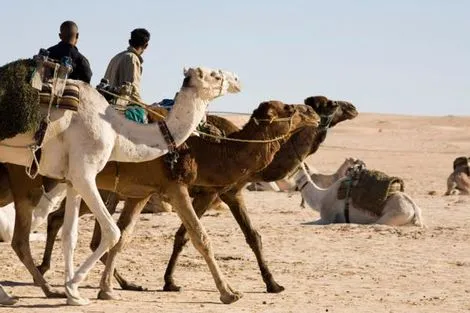 Vous avez toujours rêvé d’explorer les vastes étendues du désert, de marcher sur les traces des anciennes caravanes et de découvrir des paysages à couper le souffle ? Le Sud Tunisien vous attend, avec ses merveilles naturelles, sa culture riche et ses traditions millénaires. Et la meilleure nouvelle ? Vous pouvez désormais réserver votre aventure gratuitement en ligne, en quelques clics seulement. Suivez-nous pour un aperçu détaillé de ce que vous réserve ce voyage extraordinaire. Pourquoi Choisir le Sud Tunisien pour Votre Prochaine Aventure ? Le Sud Tunisien est une terre d’aventure et de découverte, un endroit où chaque coin de rue, chaque dune, chaque oasis raconte une histoire. Que vous soyez attiré par l’immensité du désert, le charme des villages berbères ou les trésors cachés des ksours (ces anciens greniers fortifiés), le Sud Tunisien offre une diversité incroyable de paysages et d’expériences. Imaginez-vous traversant les dunes dorées de Douz, surnommée la "porte du désert", où l’horizon semble infini. Ou encore, plongé dans l’histoire à Matmata, célèbre pour ses habitations troglodytiques uniques, creusées dans la roche pour échapper à la chaleur étouffante. Tozeur, quant à elle, est une oasis de fraîcheur avec sa palmeraie verdoyante et ses ruelles chargées d’histoire. Et n’oublions pas le spectaculaire Chott El Jerid, ce lac salé immense où le soleil crée des mirages fascinants. Comment Réserver en Ligne Gratuitement Votre Circuit dans le Sud Tunisien ? Grâce à notre partenariat avec SudTunisie.com, réserver votre circuit n’a jamais été aussi simple. Il suffit de quelques minutes pour remplir un formulaire en ligne, sans avoir besoin de sortir votre carte bancaire. Ce système de réservation en ligne gratuit vous permet de sécuriser votre place dans le circuit de vos rêves sans avancer d’argent. Que vous souhaitiez partir en famille, en couple ou en solo, SudTunisie.com propose des circuits pour tous les goûts. En optant pour cette solution, vous avez la garantie de bénéficier d’un service de qualité, avec des guides expérimentés qui vous feront découvrir les moindres secrets de cette région fascinante. Les Meilleurs Circuits pour Découvrir le Sud Tunisien Le Sud Tunisien regorge de trésors à explorer, et chaque circuit proposé par SudTunisie.com est conçu pour vous offrir une expérience unique et mémorable. Parmi les circuits les plus populaires, on trouve le safari en 4x4 à travers les dunes de Douz, une expérience exaltante qui vous plongera au cœur du Sahara. Pour les amoureux de la nature, une randonnée dans les montagnes de Tataouine est un must, avec ses paysages lunaires et ses ksours perchés sur les collines. Vous pouvez également opter pour une excursion à Ksar Ghilane, une oasis entourée de dunes de sable où vous pourrez vous baigner dans une source d’eau chaude naturelle. Ou bien, plongez dans l’histoire en visitant les villages troglodytiques de Matmata, un lieu unique où le temps semble s’être arrêté. Préparez Votre Voyage avec Confiance Réserver gratuitement en ligne, c’est aussi s’assurer d’un voyage sans stress. Une fois votre circuit réservé, vous n’avez plus qu’à préparer vos bagages. Pensez à emporter des vêtements légers pour la journée, mais aussi des habits chauds pour les soirées, car les températures peuvent chuter rapidement dans le désert. N’oubliez pas votre appareil photo pour capturer ces moments magiques, et pourquoi pas un carnet de voyage pour noter vos impressions et souvenirs. Et si vous avez des besoins spécifiques ou des envies particulières, SudTunisie.com vous propose des circuits personnalisés, adaptés à vos souhaits. Il vous suffit de les contacter pour élaborer un voyage sur mesure, parfaitement en accord avec vos attentes. Réservez Dès Maintenant et Vivez une Aventure Inoubliable Le Sud Tunisien est une destination qui laisse une empreinte indélébile sur ceux qui la visitent. Que vous soyez en quête d’aventure, de découverte ou simplement de dépaysement, cette région a tout pour vous séduire. Ne laissez pas passer cette opportunité unique de découvrir l’un des endroits les plus fascinants de la planète. Réservez gratuitement votre circuit dès maintenant sur SudTunisie.com et préparez-vous à vivre une aventure extraordinaire.