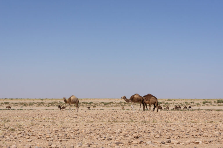 Si vous rêvez de découvrir le désert du Sahara sud tunisien dans un confort optimal tout en bénéficiant d'un service personnalisé, alors une excursion et circuit privé en taxi Uber avec guide chauffeur est la solution parfaite. Ce type de voyage vous permet de vivre une aventure unique et mémorable tout en respectant votre budget. Voici tout ce que vous devez savoir pour planifier votre escapade dans le Sahara. Pourquoi choisir un circuit privé en taxi Uber ? Optant pour un circuit privé en taxi Uber, vous bénéficiez d'une flexibilité et d'un confort inégalés. Contrairement aux visites en groupe, où vous devez suivre un itinéraire fixe, un circuit privé vous permet de personnaliser entièrement votre expérience. Vous décidez où aller, combien de temps rester à chaque endroit et quelles activités faire. Le taxi Uber vous offre également une expérience de voyage moderne et pratique. Équipé de tout le nécessaire pour un confort optimal, le véhicule assure une conduite agréable même dans les conditions difficiles du désert. Vous n’avez plus à vous soucier des itinéraires ou des soucis liés à la conduite ; votre chauffeur s’occupe de tout. Le rôle essentiel du guide chauffeur Un autre avantage majeur d'un circuit privé est la présence d'un guide chauffeur expérimenté. Ce professionnel est bien plus qu'un simple conducteur. Il est là pour vous guider à travers les merveilles du Sahara, vous fournir des informations détaillées sur la région et ses traditions, et répondre à toutes vos questions. Le guide chauffeur connaît parfaitement les itinéraires les plus intéressants et les points d'intérêt cachés. Que vous souhaitiez explorer des oasis verdoyantes, visiter des villages traditionnels ou découvrir des sites historiques, il saura adapter le circuit à vos envies. Grâce à son expertise, vous aurez accès à des expériences authentiques que vous ne trouveriez pas dans les circuits touristiques classiques. Une expérience économique sans compromis Opter pour un taxi Uber pas cher ne signifie pas sacrifier la qualité de votre voyage. Au contraire, vous obtenez une expérience de luxe à un prix abordable. Les tarifs compétitifs des taxis Uber permettent de rendre le voyage dans le désert accessible tout en maintenant un haut niveau de confort et de service. En choisissant un circuit privé à prix réduit, vous profitez de tous les avantages d'un voyage de luxe sans vous ruiner. De plus, la possibilité de personnaliser votre itinéraire vous permet de maximiser votre budget en fonction de vos préférences personnelles. Vous pourrez ainsi explorer davantage tout en restant dans les limites de votre budget. Réservez votre aventure dès aujourd’hui Prêt à vivre une aventure inoubliable dans le désert tunisien ? Réservez votre circuit privé en taxi Uber avec guide chauffeur dès maintenant. Pour obtenir un devis gratuit et personnaliser votre voyage, visitez notre page de devis. Vous y trouverez toutes les informations nécessaires pour planifier une escapade sur mesure. Pour découvrir les différents circuits disponibles et choisir celui qui correspond le mieux à vos attentes, consultez notre sélection de circuits dans le désert. Chaque circuit est conçu pour offrir une expérience unique et mémorable, avec un excellent rapport qualité-prix. Le désert du Sahara sud tunisien vous attend avec ses paysages époustouflants et son atmosphère envoûtante. Avec un circuit privé en taxi Uber, vous êtes assuré de vivre une expérience de voyage confortable, personnalisée et économique. Ne manquez pas cette opportunité de découvrir le Sahara comme jamais auparavant.