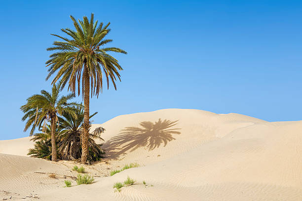 Le Sahara Tunisien est une destination incontournable pour tous ceux qui rêvent d'aventure et de dépaysement. Cependant, un voyage dans cette région mythique ne doit pas nécessairement être coûteux. Avec www.sudtunisie.com, il est possible de découvrir les merveilles du désert à un prix abordable, sans compromettre la qualité de l'expérience. Dans cet article, nous vous guidons à travers un circuit pas cher qui vous permettra de vivre une aventure saharienne inoubliable. Les Avantages d'un Circuit Pas Cher Opter pour un circuit pas cher ne signifie pas sacrifier le plaisir ou la sécurité. Au contraire, cela permet de maximiser votre budget tout en profitant des mêmes paysages spectaculaires et des mêmes rencontres authentiques. Les circuits proposés par www.sudtunisie.com sont conçus pour offrir le meilleur rapport qualité-prix. Vous bénéficierez de l'expertise de guides locaux passionnés, qui connaissent le désert comme leur poche, et d'une organisation sans faille pour que vous puissiez vous concentrer sur l'essentiel : l'émerveillement. En choisissant un circuit économique, vous contribuez également à un tourisme plus responsable. Les ressources sont optimisées, et les bénéfices sont souvent réinjectés dans l'économie locale, soutenant ainsi les communautés sahariennes. C'est une manière de voyager plus consciente et respectueuse de l'environnement et des cultures locales. Les Étapes Incontournables du Circuit 1. Tozeur : La Porte du Sahara Votre aventure commence dans la charmante oasis de Tozeur. Connue pour ses palmeraies verdoyantes et son architecture unique en briques de terre, Tozeur est le point de départ idéal pour explorer le Sahara. Une balade dans la médina vous plonge dans une ambiance orientale, où les traditions sont encore bien vivantes. Le marché local est un excellent endroit pour découvrir les produits artisanaux et les spécialités culinaires de la région. 2. Douz : L'Expérience du Désert Douz est souvent considérée comme la porte d'entrée du désert tunisien. C'est ici que l'on ressent véritablement l'appel du Sahara. Vous pourrez faire une balade à dos de dromadaire sur les dunes dorées, un incontournable pour tout voyageur dans cette région. Le coucher de soleil sur le désert est un spectacle à couper le souffle, un moment de pure magie que vous n'oublierez jamais. Passer une nuit dans un campement berbère, sous un ciel étoilé, est une expérience unique que www.sudtunisie.com propose à des prix très compétitifs. 3. Matmata : La Terre des Troglodytes Matmata est célèbre pour ses habitations troglodytes, ces maisons creusées dans la roche pour échapper à la chaleur étouffante du désert. Ce village unique offre un aperçu fascinant d'un mode de vie ancestral, toujours pratiqué par certains habitants. En visitant Matmata, vous plongerez dans un autre temps, où les traditions berbères sont restées intactes. C'est une étape essentielle pour comprendre la richesse culturelle de cette région du sud tunisien. 4. Le Lac Salé de Chott el-Jérid Le Chott el-Jérid est une vaste plaine saline, qui s'étend sur des kilomètres à perte de vue. Ce désert de sel, aux reflets changeants, offre des paysages surréalistes, particulièrement impressionnants au lever et au coucher du soleil. C'est également un lieu où l'on peut observer des mirages, ces illusions d'optique qui ont alimenté tant de légendes sur le désert. Une halte au Chott el-Jérid est un moment de contemplation, où l'immensité du Sahara se dévoile dans toute sa splendeur. Conseils pour un Voyage Réussi dans le Sahara Tunisien Pour profiter pleinement de votre circuit pas cher avec www.sudtunisie.com, voici quelques conseils pratiques : Préparez-vous au climat : Le désert peut être extrême, avec des journées très chaudes et des nuits froides. Emportez des vêtements adaptés, légers et protecteurs contre le soleil, ainsi que des couches supplémentaires pour les soirées fraîches. Hydratez-vous régulièrement : L'air sec du désert déshydrate rapidement. Il est essentiel de boire de l'eau fréquemment pour éviter la déshydratation. Respectez l'environnement : Le Sahara est un écosystème fragile. Respectez les lieux que vous visitez, ne laissez pas de déchets et suivez les instructions de vos guides pour minimiser votre impact écologique. Soyez curieux : Engagez-vous avec les habitants, posez des questions, apprenez de leurs traditions. Un voyage dans le Sahara est autant une expérience humaine qu'une découverte naturelle. Conclusion : Vivez l'Aventure Sans Vous Ruiner Le Sahara Tunisien est une destination de rêve pour les amoureux de la nature, les aventuriers et ceux qui recherchent un véritable dépaysement. Avec www.sudtunisie.com, vous pouvez vivre cette expérience unique à un prix abordable, sans compromis sur la qualité. Chaque étape de votre circuit sera une occasion de vous émerveiller devant la beauté brute du désert, de vous imprégner de la culture locale et de créer des souvenirs qui dureront toute une vie. Alors, n'attendez plus, préparez vos valises et partez à la découverte du Sahara Tunisien avec www.sudtunisie.com. Un voyage riche en émotions vous attend !