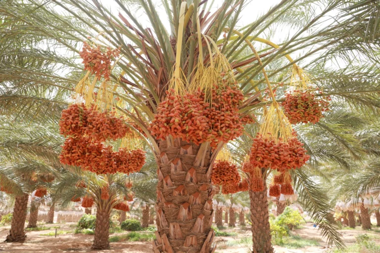 Excursion Sud Tunisien : Une Aventure Inoubliable au Cœur du Désert Le sud de la Tunisie est une région où la nature révèle toute sa splendeur. Entre les dunes dorées du Sahara, les villages berbères pittoresques et les oasis rafraîchissantes, cette partie du pays vous invite à un voyage hors du commun. Que vous soyez un amateur de nature, de culture ou d'aventure, une excursion dans le sud tunisien saura combler toutes vos attentes. Voici ce que vous pouvez attendre de cette expérience unique. Le Désert du Sahara : Une Étendue Majestueuse de Sable Doré L’un des points forts d'une excursion dans le sud de la Tunisie est sans aucun doute la découverte du désert du Sahara. Ce désert mythique, qui s'étend sur plusieurs pays, offre un paysage à couper le souffle, avec ses dunes à perte de vue. Lors d'une visite guidée, vous aurez l'occasion de parcourir ces étendues de sable doré en 4x4, à pied ou même à dos de chameau. Imaginez-vous au sommet d'une dune, regardant le coucher du soleil se fondre dans l'horizon infini. Ce moment magique restera gravé dans votre mémoire à jamais. Pour les amateurs d’aventure, nous recommandons vivement de passer une nuit dans un campement saharien. Dormir sous les étoiles, loin de la pollution lumineuse des grandes villes, est une expérience à part entière. Les tentes berbères traditionnelles offrent tout le confort nécessaire pour profiter d’une nuit paisible au cœur du désert. Les Villages Berbères : Un Voyage Dans le Temps Lors de votre périple dans le sud tunisien, vous aurez l'opportunité de découvrir des villages berbères authentiques. Ces villages, souvent perchés sur des collines, semblent figés dans le temps. Chenini et Douiret, par exemple, sont deux villages berbères qui valent le détour. Vous y trouverez des maisons troglodytiques creusées dans la roche, offrant un aperçu fascinant de la vie traditionnelle des Berbères. Les habitants de ces villages sont d’une hospitalité remarquable. Ils sont toujours prêts à partager leur culture, leur mode de vie et leur histoire avec les visiteurs. Ne manquez pas de goûter à la cuisine locale, riche en saveurs, notamment le couscous et le pain traditionnel cuit dans des fours en terre cuite. Les Oasis de Tozeur et Ksar Ghilane : Des Havres de Paix au Milieu du Désert Le sud tunisien ne se résume pas uniquement à des paysages arides. En effet, les oasis de Tozeur et Ksar Ghilane sont de véritables paradis terrestres où la végétation luxuriante contraste avec l'aridité environnante. Ces oasis sont alimentées par des sources naturelles, permettant la culture de palmiers dattiers et d'autres plantes. L’oasis de Tozeur est l’une des plus connues. Elle est réputée pour ses palmeraies qui s'étendent à perte de vue et ses dattes de qualité exceptionnelle. Une promenade à travers cette oasis est une expérience apaisante, loin du tumulte du monde moderne. L’oasis de Ksar Ghilane, quant à elle, est située plus au sud, aux portes du désert. Elle est idéale pour un moment de détente, avec la possibilité de se baigner dans une source d'eau chaude naturelle, un luxe inestimable au milieu des dunes. C’est aussi un excellent point de départ pour des balades à dos de dromadaire ou en quad. Matmata : Le Pays des Maisons Troglodytiques Un autre lieu incontournable lors de votre excursion dans le sud tunisien est Matmata, célèbre pour ses maisons troglodytiques. Ces habitations, creusées dans la roche pour échapper à la chaleur écrasante du désert, offrent une atmosphère unique. Matmata est également connue pour avoir servi de décor à plusieurs films, dont la saga Star Wars, ce qui attire de nombreux cinéphiles curieux de visiter ces lieux emblématiques. Une visite à Matmata vous permet de plonger dans l’histoire des peuples berbères et de comprendre comment ils ont su s'adapter aux conditions climatiques difficiles du désert. Vous pourrez même visiter certaines de ces maisons encore habitées et en apprendre davantage sur ce mode de vie singulier. Conseils Pratiques pour Votre Excursion dans le Sud Tunisien Avant de partir à l’aventure dans le sud tunisien, voici quelques conseils pratiques pour que votre voyage se déroule dans les meilleures conditions : Prévoyez des vêtements légers et couvrants : Le désert est chaud en journée, mais les nuits peuvent être fraîches, il est donc important d'emporter des vêtements adaptés. Hydratez-vous régulièrement : La chaleur du désert peut être intense, alors assurez-vous de boire suffisamment d’eau tout au long de votre excursion. Protégez-vous du soleil : N’oubliez pas votre crème solaire, un chapeau et des lunettes de soleil pour vous protéger des rayons UV. Respectez la culture locale : Lors de vos visites dans les villages berbères, il est essentiel de respecter les coutumes et traditions locales. En suivant ces conseils, vous profiterez pleinement de votre excursion dans le sud tunisien et repartirez avec des souvenirs inoubliables.