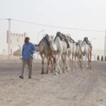 Le Sud de la Tunisie est une terre de contrastes et de beauté à couper le souffle. Entre les dunes du Sahara, les oasis verdoyantes et les villages berbères pittoresques, cette région regorge de trésors naturels et culturels à découvrir. Une excursion dans le Sud tunisien offre une immersion totale dans la nature sauvage et l’histoire millénaire de ce pays. Dans cet article, nous vous guidons à travers les étapes incontournables pour réussir votre aventure dans le Sud tunisien. Pourquoi Choisir le Sud de la Tunisie pour une Excursion ? Le Sud de la Tunisie attire de nombreux voyageurs en quête d’authenticité et de paysages spectaculaires. Cette région, marquée par son patrimoine culturel berbère et arabe, abrite certaines des plus grandes merveilles naturelles du pays. Les amateurs d'aventures y trouveront leur bonheur à travers des activités variées telles que la randonnée dans le désert, la visite de ksours (villages fortifiés) ou encore la découverte des oasis cachées. L’une des raisons principales de visiter cette région est bien entendu le désert du Sahara, le plus grand désert chaud du monde. Mais le Sud tunisien, c'est aussi des montagnes, des plaines, des lacs salés, et des villages authentiques perchés dans les hauteurs. Le climat y est aride, mais les paysages sont vivants, changeants et toujours saisissants. Les Incontournables d’une Excursion dans le Sud de la Tunisie Douz : La Porte du Désert Située à l’orée du Sahara, la ville de Douz est souvent appelée la "Porte du Désert". C’est ici que commence la véritable aventure pour beaucoup de visiteurs. De nombreuses excursions en chameau ou en quad débutent à Douz, vous permettant de parcourir les dunes dorées du Sahara à votre rythme. Cette petite ville tranquille devient un point de départ idéal pour explorer les vastes étendues désertiques qui s’étendent à perte de vue. Lors de votre passage à Douz, ne manquez pas le Festival International du Sahara, qui se tient chaque année et célèbre la culture nomade à travers des spectacles de danse, de musique, et des courses de chevaux et de dromadaires. Matmata : Les Maisons Troglodytes Un autre incontournable de la région est sans conteste Matmata, célèbre pour ses habitations troglodytes. Ces maisons, creusées dans la roche, sont encore habitées par certaines familles berbères qui perpétuent un mode de vie ancestral. Visiter Matmata, c’est s’immerger dans l’histoire et les traditions de ces peuples qui ont su s’adapter aux conditions climatiques extrêmes de la région. Les amateurs de cinéma reconnaîtront peut-être Matmata comme l’un des lieux de tournage du film Star Wars, où les habitations troglodytes ont servi de décor pour la planète Tatooine. Chott el-Jérid : Le Grand Lac Salé Le Chott el-Jérid est un immense lac salé situé au cœur du Sud tunisien. En période de sécheresse, le lac se transforme en une vaste étendue blanche où le sel crée des reflets scintillants sous le soleil. Ce paysage quasi irréel offre une sensation d’infini et une tranquillité absolue. Parfois, vous pourrez même observer des mirages se formant à l’horizon, créant l’illusion de points d’eau lointains. Pour les photographes, le Chott el-Jérid est un véritable paradis avec ses jeux de lumière spectaculaires au lever et au coucher du soleil. Tataouine et les Ksours Berbères La région de Tataouine est célèbre pour ses ksours, des greniers fortifiés où les Berbères stockaient autrefois leurs récoltes et leurs biens. Ces édifices en terre cuite, souvent perchés sur des collines, offrent une vue imprenable sur les paysages environnants. Parmi les plus impressionnants, le Ksar Ouled Soltane est un exemple typique de cette architecture unique. Ces ksours témoignent d’un mode de vie centré sur l’entraide communautaire et la protection des ressources. Aujourd'hui, ils sont un témoignage fascinant du patrimoine berbère, et les visiter permet de comprendre l’histoire et la résilience de ces peuples. Conseils Pratiques pour une Excursion Réussie dans le Sud Tunisien Quand Partir ? Le climat dans le Sud de la Tunisie est particulièrement chaud en été, avec des températures pouvant dépasser les 40°C. Pour profiter pleinement de votre excursion, nous vous recommandons de privilégier les mois de printemps (mars à mai) ou d’automne (septembre à novembre), où les températures sont plus clémentes. Que Prévoir ? Une excursion dans le désert nécessite une bonne préparation. Voici quelques éléments indispensables à emporter : Protection solaire : lunettes de soleil, crème solaire, chapeau Vêtements légers mais couvrants : le désert est chaud en journée mais peut être frais la nuit De l’eau en quantité : l’hydratation est primordiale Des chaussures confortables pour marcher dans le sable Enfin, si vous souhaitez passer une nuit dans le désert, pensez à réserver une tente bédouine à l’avance pour vivre une expérience authentique et inoubliable sous le ciel étoilé du Sahara. Un Voyage Hors du Temps Une excursion dans le Sud de la Tunisie, c’est avant tout une aventure humaine et sensorielle. Entre la chaleur du désert, la douceur des oasis et la beauté brute des ksours, chaque moment est une invitation à la découverte. Que vous soyez amateur de paysages grandioses ou passionné d’histoire, cette région vous offrira des souvenirs inoubliables. Alors, n’hésitez plus, partez à l’aventure et laissez-vous envoûter par la magie du Sud tunisien.