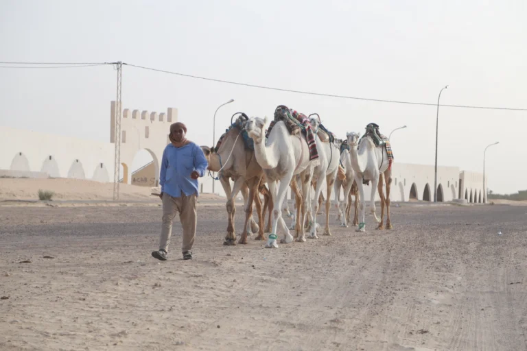 Le Sud de la Tunisie est une terre de contrastes et de beauté à couper le souffle. Entre les dunes du Sahara, les oasis verdoyantes et les villages berbères pittoresques, cette région regorge de trésors naturels et culturels à découvrir. Une excursion dans le Sud tunisien offre une immersion totale dans la nature sauvage et l’histoire millénaire de ce pays. Dans cet article, nous vous guidons à travers les étapes incontournables pour réussir votre aventure dans le Sud tunisien. Pourquoi Choisir le Sud de la Tunisie pour une Excursion ? Le Sud de la Tunisie attire de nombreux voyageurs en quête d’authenticité et de paysages spectaculaires. Cette région, marquée par son patrimoine culturel berbère et arabe, abrite certaines des plus grandes merveilles naturelles du pays. Les amateurs d'aventures y trouveront leur bonheur à travers des activités variées telles que la randonnée dans le désert, la visite de ksours (villages fortifiés) ou encore la découverte des oasis cachées. L’une des raisons principales de visiter cette région est bien entendu le désert du Sahara, le plus grand désert chaud du monde. Mais le Sud tunisien, c'est aussi des montagnes, des plaines, des lacs salés, et des villages authentiques perchés dans les hauteurs. Le climat y est aride, mais les paysages sont vivants, changeants et toujours saisissants. Les Incontournables d’une Excursion dans le Sud de la Tunisie Douz : La Porte du Désert Située à l’orée du Sahara, la ville de Douz est souvent appelée la "Porte du Désert". C’est ici que commence la véritable aventure pour beaucoup de visiteurs. De nombreuses excursions en chameau ou en quad débutent à Douz, vous permettant de parcourir les dunes dorées du Sahara à votre rythme. Cette petite ville tranquille devient un point de départ idéal pour explorer les vastes étendues désertiques qui s’étendent à perte de vue. Lors de votre passage à Douz, ne manquez pas le Festival International du Sahara, qui se tient chaque année et célèbre la culture nomade à travers des spectacles de danse, de musique, et des courses de chevaux et de dromadaires. Matmata : Les Maisons Troglodytes Un autre incontournable de la région est sans conteste Matmata, célèbre pour ses habitations troglodytes. Ces maisons, creusées dans la roche, sont encore habitées par certaines familles berbères qui perpétuent un mode de vie ancestral. Visiter Matmata, c’est s’immerger dans l’histoire et les traditions de ces peuples qui ont su s’adapter aux conditions climatiques extrêmes de la région. Les amateurs de cinéma reconnaîtront peut-être Matmata comme l’un des lieux de tournage du film Star Wars, où les habitations troglodytes ont servi de décor pour la planète Tatooine. Chott el-Jérid : Le Grand Lac Salé Le Chott el-Jérid est un immense lac salé situé au cœur du Sud tunisien. En période de sécheresse, le lac se transforme en une vaste étendue blanche où le sel crée des reflets scintillants sous le soleil. Ce paysage quasi irréel offre une sensation d’infini et une tranquillité absolue. Parfois, vous pourrez même observer des mirages se formant à l’horizon, créant l’illusion de points d’eau lointains. Pour les photographes, le Chott el-Jérid est un véritable paradis avec ses jeux de lumière spectaculaires au lever et au coucher du soleil. Tataouine et les Ksours Berbères La région de Tataouine est célèbre pour ses ksours, des greniers fortifiés où les Berbères stockaient autrefois leurs récoltes et leurs biens. Ces édifices en terre cuite, souvent perchés sur des collines, offrent une vue imprenable sur les paysages environnants. Parmi les plus impressionnants, le Ksar Ouled Soltane est un exemple typique de cette architecture unique. Ces ksours témoignent d’un mode de vie centré sur l’entraide communautaire et la protection des ressources. Aujourd'hui, ils sont un témoignage fascinant du patrimoine berbère, et les visiter permet de comprendre l’histoire et la résilience de ces peuples. Conseils Pratiques pour une Excursion Réussie dans le Sud Tunisien Quand Partir ? Le climat dans le Sud de la Tunisie est particulièrement chaud en été, avec des températures pouvant dépasser les 40°C. Pour profiter pleinement de votre excursion, nous vous recommandons de privilégier les mois de printemps (mars à mai) ou d’automne (septembre à novembre), où les températures sont plus clémentes. Que Prévoir ? Une excursion dans le désert nécessite une bonne préparation. Voici quelques éléments indispensables à emporter : Protection solaire : lunettes de soleil, crème solaire, chapeau Vêtements légers mais couvrants : le désert est chaud en journée mais peut être frais la nuit De l’eau en quantité : l’hydratation est primordiale Des chaussures confortables pour marcher dans le sable Enfin, si vous souhaitez passer une nuit dans le désert, pensez à réserver une tente bédouine à l’avance pour vivre une expérience authentique et inoubliable sous le ciel étoilé du Sahara. Un Voyage Hors du Temps Une excursion dans le Sud de la Tunisie, c’est avant tout une aventure humaine et sensorielle. Entre la chaleur du désert, la douceur des oasis et la beauté brute des ksours, chaque moment est une invitation à la découverte. Que vous soyez amateur de paysages grandioses ou passionné d’histoire, cette région vous offrira des souvenirs inoubliables. Alors, n’hésitez plus, partez à l’aventure et laissez-vous envoûter par la magie du Sud tunisien.