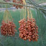 Si vous cherchez à vivre une aventure hors du commun, loin des sentiers battus, une excursion dans le sud de la Tunisie est exactement ce qu'il vous faut. Ici, le désert du Sahara s’étend à perte de vue, les villages berbères préservent des traditions millénaires, et les oasis rafraîchissantes offrent une escale bienvenue au milieu des dunes dorées. Laissez-nous vous guider dans cette aventure captivante à travers les merveilles naturelles et culturelles du sud tunisien. Pourquoi Choisir le Sud de la Tunisie pour une Excursion ? Le sud de la Tunisie, avec ses paysages désertiques uniques et son riche patrimoine culturel, est une destination incontournable pour les amateurs d’aventure et d’authenticité. Contrairement aux plages bondées des côtes, cette région offre un dépaysement total. On y découvre des villages troglodytes comme ceux de Matmata, des ksours fortifiés où vivaient autrefois les Berbères, et bien sûr, les grands espaces du Sahara, véritable joyau naturel de cette région. Le Sahara, qui couvre une large partie du sud tunisien, est sans aucun doute l’attraction principale. Ses dunes ondulantes, son ciel étoilé la nuit, et la tranquillité qui y règne en font un lieu parfait pour se ressourcer et se reconnecter avec la nature. Que ce soit en 4x4, à dos de chameau, ou même à pied pour les plus aventureux, explorer le désert est une expérience à ne pas manquer. Les Incontournables du Sud Tunisien Douz : La Porte du Désert Douz est souvent considérée comme la porte d'entrée du Sahara. Cette petite ville est le point de départ idéal pour la plupart des excursions dans le désert. Vous y trouverez de nombreuses agences locales proposant des randonnées à dos de dromadaire, des excursions en 4x4 ou encore des balades en quad pour traverser les dunes de sable doré. Chaque année en décembre, Douz accueille le Festival International du Sahara, un événement culturel majeur qui célèbre les traditions bédouines à travers des courses de dromadaires, des spectacles de musique et de danse, ainsi que des compétitions d'équitation. Le Chott el-Jérid : Le Lac Salé aux Reflets Magiques Le Chott el-Jérid, un immense lac salé, est l’un des paysages les plus étranges et fascinants du sud tunisien. En saison sèche, il se transforme en une vaste étendue de sel blanc, créant des mirages qui défient les lois de la réalité. Avec un peu de chance, vous pourrez voir des reflets scintillants à l’horizon, donnant l’impression d’un autre monde. Cet endroit est particulièrement beau au lever et au coucher du soleil, lorsque les couleurs du ciel se reflètent sur la surface saline. Matmata : Les Habitants Troglodytes Un voyage dans le sud de la Tunisie ne serait pas complet sans une visite de Matmata, célèbre pour ses maisons troglodytes. Ces habitations souterraines, creusées dans la roche, sont encore habitées par des familles berbères. En entrant dans ces maisons, vous aurez l'impression d'être transporté dans un autre temps, où les habitants vivaient en harmonie avec leur environnement difficile. Matmata est également connue pour avoir servi de lieu de tournage pour le film Star Wars, ce qui en fait une destination prisée des cinéphiles. En visitant les lieux, vous découvrirez comment les anciens habitants ont su tirer parti du relief naturel pour créer des habitations fraîches, même en plein désert. Tataouine et les Ksours Berbères La région de Tataouine est une autre étape incontournable pour ceux qui souhaitent découvrir les trésors cachés du sud tunisien. Ici, vous pourrez explorer les ksours, ces villages fortifiés berbères qui servaient autrefois de greniers à céréales et de refuges contre les envahisseurs. Les ksours les plus impressionnants sont ceux de Ksar Ouled Soltane et Ksar Hadada, dont l’architecture unique témoigne de l’ingéniosité des peuples berbères. En marchant à travers ces structures anciennes, on a l'impression de remonter le temps et d'imaginer la vie dans ces forteresses communautaires. Activités Incontournables pour une Excursion Réussie Lors de votre excursion dans le sud tunisien, il y a plusieurs activités à ne pas manquer pour vivre une expérience complète et immersive. Balade à Dos de Chameau Une balade à dos de chameau est sans doute l’une des activités les plus emblématiques du Sahara. Vous traverserez les dunes ondulantes, accompagnés par des guides bédouins, et aurez l'occasion de découvrir le désert à un rythme paisible. Ce mode de transport traditionnel est une manière authentique de vivre le désert comme les nomades l'ont fait pendant des siècles. Nuit Sous les Étoiles Passer une nuit dans le désert est une expérience inoubliable. Après une journée d'exploration, installez-vous dans un campement bédouin pour déguster un repas traditionnel autour du feu, avant de vous endormir sous un ciel étoilé d'une pureté incroyable. Le silence absolu qui règne dans le désert vous offre une parenthèse de sérénité rare. Excursion en 4x4 Si vous préférez une aventure plus dynamique, une excursion en 4x4 à travers les dunes du Sahara est une excellente option. Ces véhicules tout-terrain vous permettront de parcourir de grandes distances rapidement et d’accéder à des endroits plus reculés, où le désert révèle toute sa grandeur et sa diversité. Conclusion : Le Sud Tunisien, un Dépaysement Total Le sud de la Tunisie est une région qui ne demande qu’à être explorée. Entre ses paysages variés, ses vastes étendues désertiques, et ses villages chargés d’histoire, une excursion dans cette partie du pays est une expérience enrichissante, qui ravira aussi bien les amateurs d'aventure que les passionnés de culture. Alors, que vous choisissiez de partir en 4x4, à dos de chameau ou à pied, laissez-vous envoûter par la magie du désert tunisien.