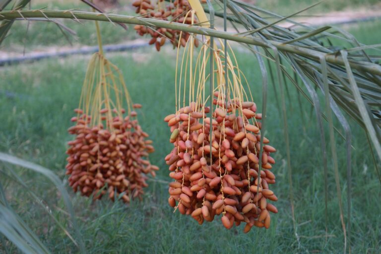 Si vous cherchez à vivre une aventure hors du commun, loin des sentiers battus, une excursion dans le sud de la Tunisie est exactement ce qu'il vous faut. Ici, le désert du Sahara s’étend à perte de vue, les villages berbères préservent des traditions millénaires, et les oasis rafraîchissantes offrent une escale bienvenue au milieu des dunes dorées. Laissez-nous vous guider dans cette aventure captivante à travers les merveilles naturelles et culturelles du sud tunisien. Pourquoi Choisir le Sud de la Tunisie pour une Excursion ? Le sud de la Tunisie, avec ses paysages désertiques uniques et son riche patrimoine culturel, est une destination incontournable pour les amateurs d’aventure et d’authenticité. Contrairement aux plages bondées des côtes, cette région offre un dépaysement total. On y découvre des villages troglodytes comme ceux de Matmata, des ksours fortifiés où vivaient autrefois les Berbères, et bien sûr, les grands espaces du Sahara, véritable joyau naturel de cette région. Le Sahara, qui couvre une large partie du sud tunisien, est sans aucun doute l’attraction principale. Ses dunes ondulantes, son ciel étoilé la nuit, et la tranquillité qui y règne en font un lieu parfait pour se ressourcer et se reconnecter avec la nature. Que ce soit en 4x4, à dos de chameau, ou même à pied pour les plus aventureux, explorer le désert est une expérience à ne pas manquer. Les Incontournables du Sud Tunisien Douz : La Porte du Désert Douz est souvent considérée comme la porte d'entrée du Sahara. Cette petite ville est le point de départ idéal pour la plupart des excursions dans le désert. Vous y trouverez de nombreuses agences locales proposant des randonnées à dos de dromadaire, des excursions en 4x4 ou encore des balades en quad pour traverser les dunes de sable doré. Chaque année en décembre, Douz accueille le Festival International du Sahara, un événement culturel majeur qui célèbre les traditions bédouines à travers des courses de dromadaires, des spectacles de musique et de danse, ainsi que des compétitions d'équitation. Le Chott el-Jérid : Le Lac Salé aux Reflets Magiques Le Chott el-Jérid, un immense lac salé, est l’un des paysages les plus étranges et fascinants du sud tunisien. En saison sèche, il se transforme en une vaste étendue de sel blanc, créant des mirages qui défient les lois de la réalité. Avec un peu de chance, vous pourrez voir des reflets scintillants à l’horizon, donnant l’impression d’un autre monde. Cet endroit est particulièrement beau au lever et au coucher du soleil, lorsque les couleurs du ciel se reflètent sur la surface saline. Matmata : Les Habitants Troglodytes Un voyage dans le sud de la Tunisie ne serait pas complet sans une visite de Matmata, célèbre pour ses maisons troglodytes. Ces habitations souterraines, creusées dans la roche, sont encore habitées par des familles berbères. En entrant dans ces maisons, vous aurez l'impression d'être transporté dans un autre temps, où les habitants vivaient en harmonie avec leur environnement difficile. Matmata est également connue pour avoir servi de lieu de tournage pour le film Star Wars, ce qui en fait une destination prisée des cinéphiles. En visitant les lieux, vous découvrirez comment les anciens habitants ont su tirer parti du relief naturel pour créer des habitations fraîches, même en plein désert. Tataouine et les Ksours Berbères La région de Tataouine est une autre étape incontournable pour ceux qui souhaitent découvrir les trésors cachés du sud tunisien. Ici, vous pourrez explorer les ksours, ces villages fortifiés berbères qui servaient autrefois de greniers à céréales et de refuges contre les envahisseurs. Les ksours les plus impressionnants sont ceux de Ksar Ouled Soltane et Ksar Hadada, dont l’architecture unique témoigne de l’ingéniosité des peuples berbères. En marchant à travers ces structures anciennes, on a l'impression de remonter le temps et d'imaginer la vie dans ces forteresses communautaires. Activités Incontournables pour une Excursion Réussie Lors de votre excursion dans le sud tunisien, il y a plusieurs activités à ne pas manquer pour vivre une expérience complète et immersive. Balade à Dos de Chameau Une balade à dos de chameau est sans doute l’une des activités les plus emblématiques du Sahara. Vous traverserez les dunes ondulantes, accompagnés par des guides bédouins, et aurez l'occasion de découvrir le désert à un rythme paisible. Ce mode de transport traditionnel est une manière authentique de vivre le désert comme les nomades l'ont fait pendant des siècles. Nuit Sous les Étoiles Passer une nuit dans le désert est une expérience inoubliable. Après une journée d'exploration, installez-vous dans un campement bédouin pour déguster un repas traditionnel autour du feu, avant de vous endormir sous un ciel étoilé d'une pureté incroyable. Le silence absolu qui règne dans le désert vous offre une parenthèse de sérénité rare. Excursion en 4x4 Si vous préférez une aventure plus dynamique, une excursion en 4x4 à travers les dunes du Sahara est une excellente option. Ces véhicules tout-terrain vous permettront de parcourir de grandes distances rapidement et d’accéder à des endroits plus reculés, où le désert révèle toute sa grandeur et sa diversité. Conclusion : Le Sud Tunisien, un Dépaysement Total Le sud de la Tunisie est une région qui ne demande qu’à être explorée. Entre ses paysages variés, ses vastes étendues désertiques, et ses villages chargés d’histoire, une excursion dans cette partie du pays est une expérience enrichissante, qui ravira aussi bien les amateurs d'aventure que les passionnés de culture. Alors, que vous choisissiez de partir en 4x4, à dos de chameau ou à pied, laissez-vous envoûter par la magie du désert tunisien.