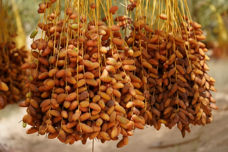 Le sud tunisien est une région envoûtante, riche en paysages désertiques et en traditions culturelles uniques. Partir en excursion privée dans cette partie du pays est une expérience exceptionnelle qui vous permet de découvrir des endroits reculés, loin des foules de touristes, tout en ayant la liberté de personnaliser votre itinéraire selon vos envies. Que vous soyez passionné de nature, d'histoire ou à la recherche de dépaysement, une excursion privée est le meilleur moyen de vivre cette aventure à votre rythme. Pourquoi choisir une excursion privée dans le sud tunisien ? Choisir une excursion privée dans le sud tunisien offre de nombreux avantages, surtout si vous voulez explorer la région en profondeur et profiter d'une expérience authentique. Contrairement aux excursions de groupe, une visite privée vous donne l'occasion de personnaliser chaque aspect de votre voyage. Vous pouvez choisir les sites que vous souhaitez visiter, le rythme auquel vous voulez voyager et même décider du type de transport que vous préférez. Le sud tunisien abrite des merveilles naturelles comme le désert du Sahara, les oasis de montagne, ainsi que des villages berbères perchés. Chaque coin de cette région raconte une histoire, et une excursion privée vous permet d'en apprendre davantage sur ces trésors tout en bénéficiant de l'attention exclusive de votre guide. Que ce soit pour une journée ou pour plusieurs jours, ce type d'expérience est idéal pour ceux qui recherchent l'intimité, l'authenticité et le confort. Les incontournables du sud tunisien : à ne pas manquer 1. Matmata et ses habitations troglodytiques L'un des sites les plus emblématiques du sud tunisien est sans aucun doute Matmata, célèbre pour ses habitations troglodytiques. Ces maisons souterraines, creusées dans la roche pour se protéger de la chaleur extrême du désert, sont toujours habitées par des familles berbères. Une visite à Matmata est une véritable plongée dans un mode de vie ancestral. En optant pour une excursion privée, vous pourrez prendre le temps de discuter avec les habitants et même visiter des maisons qui ne sont pas ouvertes au grand public. 2. Le désert du Sahara : une aventure à couper le souffle Le Sahara est sans conteste le clou de toute excursion dans le sud tunisien. Immergez-vous dans l'immensité de ce désert mythique lors d'une excursion privée en 4x4, à dos de dromadaire ou même à pied pour les plus aventuriers. Avec un guide dédié, vous pourrez explorer les dunes de Douz, souvent appelée "la porte du désert", et même passer une nuit sous les étoiles dans un campement saharien. Cette expérience vous laissera des souvenirs impérissables, d'autant plus que vous pourrez adapter votre séjour à vos envies, en choisissant les endroits les plus spectaculaires pour admirer le lever ou le coucher du soleil. 3. Tozeur et ses oasis luxuriantes Tozeur, avec son oasis bordée de milliers de palmiers, est un véritable joyau au milieu du désert. Une excursion privée vous permettra de découvrir cette ville oasis sous un angle différent. Vous pourrez vous balader dans les palmeraies, visiter la médina de Tozeur, et même faire un détour par le fameux Chott el Jerid, un vaste lac salé qui s’étend à perte de vue. En choisissant une visite privée, vous aurez l'opportunité de personnaliser votre exploration et de découvrir des coins cachés souvent ignorés par les circuits touristiques classiques. 4. Les villages berbères perchés de Chenini et Douiret Pour ceux qui sont passionnés d'histoire et de culture, une visite des villages berbères perchés de Chenini et Douiret est incontournable. Ces villages offrent une vue imprenable sur les montagnes environnantes et sont imprégnés d'un riche patrimoine. Une excursion privée vous permettra de comprendre en profondeur la vie des populations berbères, leur architecture unique et leurs traditions. De plus, votre guide pourra vous emmener sur des sentiers moins fréquentés, où vous pourrez découvrir des sites archéologiques cachés et profiter de l'atmosphère paisible de ces villages reculés. Personnalisez votre excursion selon vos envies L'un des principaux atouts d'une excursion privée dans le sud tunisien est la flexibilité qu'elle offre. Avec www.sudtunisie.com, vous avez la possibilité de créer votre propre itinéraire en fonction de vos centres d'intérêt. Vous pouvez choisir de passer plus de temps dans les oasis, de partir à la découverte des ksours (châteaux de sable) ou de prolonger votre séjour dans le désert pour une expérience encore plus immersive. Le choix des hébergements est également un élément clé lors d'une excursion privée. Que vous souhaitiez passer la nuit dans un campement nomade au cœur du Sahara, dans une maison d'hôtes traditionnelle ou dans un hôtel de luxe à Tozeur, tout est possible. En fonction de vos préférences et de votre budget, www.sudtunisie.com vous proposera des options sur mesure pour rendre votre séjour aussi confortable que mémorable. Vivez une expérience authentique avec un guide local L'un des avantages majeurs d'une excursion privée est la relation privilégiée que vous pourrez établir avec votre guide. Les guides locaux sélectionnés par www.sudtunisie.com sont des experts de la région, passionnés par leur culture et leur environnement. Ils vous feront découvrir des sites hors des sentiers battus et vous partageront leurs connaissances sur l'histoire, la géographie et les coutumes locales. Contrairement aux visites de groupe où l'interaction avec le guide est souvent limitée, une excursion privée vous offre la possibilité de poser toutes vos questions, de profiter de discussions enrichissantes et même de participer à des expériences uniques, comme des ateliers d'artisanat ou des repas traditionnels avec des familles locales. Réserver votre excursion privée : facile et rapide avec www.sudtunisie.com Réserver une excursion privée dans le sud tunisien n'a jamais été aussi simple. Avec www.sudtunisie.com, vous pouvez consulter une large gamme de circuits personnalisés, adaptés à tous les goûts et à tous les budgets. Que vous souhaitiez partir pour une journée ou pour une aventure de plusieurs jours, il vous suffit de choisir votre itinéraire, vos dates et de laisser l’équipe de www.sudtunisie.com s'occuper du reste. N'attendez plus pour vivre une expérience unique et personnalisée dans le sud tunisien. Laissez-vous emporter par la magie du désert et découvrez des paysages à couper le souffle, des cultures fascinantes et des moments d'évasion qui resteront gravés dans votre mémoire.