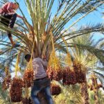 Le sud de la Tunisie regorge de paysages à couper le souffle, de villes historiques et de sites naturels uniques. Pour ceux qui cherchent à explorer cette région fascinante sans se ruiner, un circuit économique est la solution idéale. Que vous soyez passionné par l’histoire, amoureux de la nature ou en quête d’aventures, le sud tunisien a de quoi combler toutes vos attentes. Pourquoi choisir un circuit économique dans le sud tunisien ? Partir en excursion dans le sud de la Tunisie, c'est s'offrir un voyage au cœur du désert, tout en respectant son budget. Grâce aux nombreuses offres de circuits économiques, il est possible de visiter des sites incontournables comme Douz, Tozeur ou encore Matmata sans dépenser une fortune. Ces circuits sont spécialement conçus pour offrir un maximum d’aventures à un prix abordable, tout en garantissant une expérience authentique. Les voyageurs pourront profiter d’hébergements confortables mais modestes, de repas typiques et d’activités immersives sans sacrifier la qualité de leur séjour. En optant pour une formule pas chère, vous vous assurez un séjour riche en découvertes tout en respectant votre budget. Les sites incontournables du sud tunisien à petit prix Le sud de la Tunisie abrite une multitude de trésors à découvrir. Voici quelques-uns des sites les plus fascinants que vous pourrez explorer lors d’un circuit économique. Douz : la porte du désert Surnommée la "porte du désert", Douz est l’un des points de départ privilégiés pour les excursions dans le Sahara. Cette petite ville pittoresque est célèbre pour son marché hebdomadaire où vous pourrez acheter des souvenirs traditionnels et découvrir la culture locale. Pour les plus aventuriers, Douz est également le point de départ de nombreuses randonnées en chameau dans le désert. C'est une expérience unique qui ne manquera pas de vous laisser des souvenirs impérissables. Tozeur : oasis de fraîcheur Tozeur est une oasis verdoyante située en plein désert. Connue pour ses palmeraies et ses paysages époustouflants, elle est aussi célèbre pour ses constructions en briques de terre, une architecture unique en son genre. Les amateurs d’histoire et de culture seront ravis de visiter la vieille médina de Tozeur ainsi que le musée Dar Chraiet, qui retrace l’histoire de la région. Pour ceux qui veulent profiter d’une expérience inoubliable sans dépenser une fortune, une promenade à dos d’âne dans les palmeraies est une option parfaite. Vous pourrez admirer les plantations de dattiers tout en vous imprégnant de l’atmosphère paisible de cette oasis. Matmata : immersion dans les habitations troglodytes Matmata est un autre joyau du sud tunisien, célèbre pour ses habitations troglodytes. Ces maisons creusées dans la roche offrent un refuge frais contre la chaleur du désert. Un circuit économique inclut souvent une visite de ces habitations traditionnelles, où vous pourrez en apprendre davantage sur le mode de vie des Berbères. Si vous êtes fan de cinéma, vous serez ravi de découvrir que Matmata a servi de décor pour plusieurs scènes du film Star Wars. Une excursion dans ce village vous transportera non seulement dans le passé, mais aussi dans un univers de science-fiction. Aventures dans le désert : une expérience inoubliable à petit prix L’une des raisons principales pour lesquelles tant de voyageurs choisissent de visiter le sud tunisien est la possibilité de vivre des aventures uniques dans le désert. Même avec un budget limité, vous pouvez participer à des activités palpitantes qui vous laisseront des souvenirs gravés à jamais. Randonnée en 4x4 dans le désert Les circuits économiques proposent souvent des excursions en 4x4 à travers le désert. Ces balades vous mèneront au cœur du Sahara, où vous pourrez découvrir des paysages à perte de vue, des dunes dorées et des formations rocheuses impressionnantes. En chemin, vous aurez l’occasion de rencontrer des nomades et de découvrir leur mode de vie ancestral. Nuit sous les étoiles dans un campement bédouin Qui n’a jamais rêvé de passer une nuit sous les étoiles dans le désert ? Avec un circuit pas cher, c’est tout à fait possible ! Après une journée d’exploration, vous serez accueilli dans un campement traditionnel où vous pourrez déguster un repas typique autour d’un feu de camp. Le silence du désert, les étoiles scintillantes et l’hospitalité des Bédouins feront de cette expérience un moment inoubliable. Comment préparer votre circuit économique dans le sud tunisien ? Pour organiser un circuit économique dans le sud tunisien, quelques conseils pratiques peuvent vous aider à optimiser votre budget. Réservez à l’avance : De nombreuses agences proposent des offres à des prix réduits si vous réservez plusieurs mois à l’avance. Voyagez en basse saison : Les prix sont souvent plus bas pendant la basse saison touristique, généralement entre octobre et avril. Optez pour des hébergements modestes : De nombreux hôtels et maisons d’hôtes dans le sud tunisien offrent un excellent rapport qualité-prix, sans sacrifier le confort. Privilégiez les circuits groupés : En voyageant en groupe, vous pouvez bénéficier de tarifs plus avantageux pour les excursions et les activités. Conclusion : le sud tunisien à portée de main Un circuit économique dans le sud tunisien est une excellente manière de découvrir cette région pleine de contrastes sans se ruiner. Entre les paysages majestueux du désert, les villages pittoresques et les aventures palpitantes, vous reviendrez avec des souvenirs inoubliables, le tout sans avoir explosé votre budget. Alors, pourquoi attendre ? Le sud tunisien n’attend que vous !