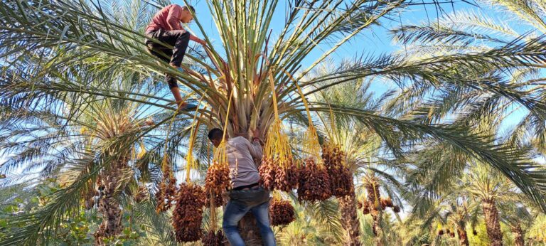 Le sud de la Tunisie regorge de paysages à couper le souffle, de villes historiques et de sites naturels uniques. Pour ceux qui cherchent à explorer cette région fascinante sans se ruiner, un circuit économique est la solution idéale. Que vous soyez passionné par l’histoire, amoureux de la nature ou en quête d’aventures, le sud tunisien a de quoi combler toutes vos attentes. Pourquoi choisir un circuit économique dans le sud tunisien ? Partir en excursion dans le sud de la Tunisie, c'est s'offrir un voyage au cœur du désert, tout en respectant son budget. Grâce aux nombreuses offres de circuits économiques, il est possible de visiter des sites incontournables comme Douz, Tozeur ou encore Matmata sans dépenser une fortune. Ces circuits sont spécialement conçus pour offrir un maximum d’aventures à un prix abordable, tout en garantissant une expérience authentique. Les voyageurs pourront profiter d’hébergements confortables mais modestes, de repas typiques et d’activités immersives sans sacrifier la qualité de leur séjour. En optant pour une formule pas chère, vous vous assurez un séjour riche en découvertes tout en respectant votre budget. Les sites incontournables du sud tunisien à petit prix Le sud de la Tunisie abrite une multitude de trésors à découvrir. Voici quelques-uns des sites les plus fascinants que vous pourrez explorer lors d’un circuit économique. Douz : la porte du désert Surnommée la "porte du désert", Douz est l’un des points de départ privilégiés pour les excursions dans le Sahara. Cette petite ville pittoresque est célèbre pour son marché hebdomadaire où vous pourrez acheter des souvenirs traditionnels et découvrir la culture locale. Pour les plus aventuriers, Douz est également le point de départ de nombreuses randonnées en chameau dans le désert. C'est une expérience unique qui ne manquera pas de vous laisser des souvenirs impérissables. Tozeur : oasis de fraîcheur Tozeur est une oasis verdoyante située en plein désert. Connue pour ses palmeraies et ses paysages époustouflants, elle est aussi célèbre pour ses constructions en briques de terre, une architecture unique en son genre. Les amateurs d’histoire et de culture seront ravis de visiter la vieille médina de Tozeur ainsi que le musée Dar Chraiet, qui retrace l’histoire de la région. Pour ceux qui veulent profiter d’une expérience inoubliable sans dépenser une fortune, une promenade à dos d’âne dans les palmeraies est une option parfaite. Vous pourrez admirer les plantations de dattiers tout en vous imprégnant de l’atmosphère paisible de cette oasis. Matmata : immersion dans les habitations troglodytes Matmata est un autre joyau du sud tunisien, célèbre pour ses habitations troglodytes. Ces maisons creusées dans la roche offrent un refuge frais contre la chaleur du désert. Un circuit économique inclut souvent une visite de ces habitations traditionnelles, où vous pourrez en apprendre davantage sur le mode de vie des Berbères. Si vous êtes fan de cinéma, vous serez ravi de découvrir que Matmata a servi de décor pour plusieurs scènes du film Star Wars. Une excursion dans ce village vous transportera non seulement dans le passé, mais aussi dans un univers de science-fiction. Aventures dans le désert : une expérience inoubliable à petit prix L’une des raisons principales pour lesquelles tant de voyageurs choisissent de visiter le sud tunisien est la possibilité de vivre des aventures uniques dans le désert. Même avec un budget limité, vous pouvez participer à des activités palpitantes qui vous laisseront des souvenirs gravés à jamais. Randonnée en 4x4 dans le désert Les circuits économiques proposent souvent des excursions en 4x4 à travers le désert. Ces balades vous mèneront au cœur du Sahara, où vous pourrez découvrir des paysages à perte de vue, des dunes dorées et des formations rocheuses impressionnantes. En chemin, vous aurez l’occasion de rencontrer des nomades et de découvrir leur mode de vie ancestral. Nuit sous les étoiles dans un campement bédouin Qui n’a jamais rêvé de passer une nuit sous les étoiles dans le désert ? Avec un circuit pas cher, c’est tout à fait possible ! Après une journée d’exploration, vous serez accueilli dans un campement traditionnel où vous pourrez déguster un repas typique autour d’un feu de camp. Le silence du désert, les étoiles scintillantes et l’hospitalité des Bédouins feront de cette expérience un moment inoubliable. Comment préparer votre circuit économique dans le sud tunisien ? Pour organiser un circuit économique dans le sud tunisien, quelques conseils pratiques peuvent vous aider à optimiser votre budget. Réservez à l’avance : De nombreuses agences proposent des offres à des prix réduits si vous réservez plusieurs mois à l’avance. Voyagez en basse saison : Les prix sont souvent plus bas pendant la basse saison touristique, généralement entre octobre et avril. Optez pour des hébergements modestes : De nombreux hôtels et maisons d’hôtes dans le sud tunisien offrent un excellent rapport qualité-prix, sans sacrifier le confort. Privilégiez les circuits groupés : En voyageant en groupe, vous pouvez bénéficier de tarifs plus avantageux pour les excursions et les activités. Conclusion : le sud tunisien à portée de main Un circuit économique dans le sud tunisien est une excellente manière de découvrir cette région pleine de contrastes sans se ruiner. Entre les paysages majestueux du désert, les villages pittoresques et les aventures palpitantes, vous reviendrez avec des souvenirs inoubliables, le tout sans avoir explosé votre budget. Alors, pourquoi attendre ? Le sud tunisien n’attend que vous !