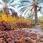 Vous rêvez d’aventure, de paysages à couper le souffle et de découvrir une culture riche, le tout sans exploser votre budget ? Une excursion circuit sud tunisien pas cher est exactement ce qu’il vous faut. Entre dunes dorées, oasis verdoyantes et villages authentiques, le sud de la Tunisie offre une diversité d’expériences inégalées. Nous vous proposons un circuit qui allie confort et découverte, tout en respectant vos finances. Plongeons ensemble dans les merveilles de cette région à travers un circuit qui vous fera vibrer. Pourquoi choisir le sud tunisien pour une excursion ? Le sud de la Tunisie est une région à la beauté unique, caractérisée par des paysages désertiques et des sites historiques qui racontent l’histoire millénaire de ce pays. Voici pourquoi ce circuit est l’une des meilleures options pour les amateurs de voyages : Des paysages spectaculaires : Vous serez transporté dans un autre monde avec les vastes dunes du Sahara, les formations rocheuses uniques et les oasis cachées qui contrastent magnifiquement avec les étendues désertiques. Une immersion culturelle : Vous aurez l’occasion de découvrir la culture berbère et l’hospitalité locale dans des villages où le temps semble s’être arrêté. Une aventure accessible à tous les budgets : Contrairement à ce que l’on pourrait penser, une aventure dans le désert peut être abordable tout en offrant des expériences inoubliables. Les étapes incontournables de votre circuit Douz, la porte du désert Votre périple commence à Douz, souvent surnommée la "porte du désert". Cette petite ville est le point de départ idéal pour une immersion dans le Sahara. À dos de dromadaire, vous vous enfoncerez dans les dunes pour une balade qui vous plongera dans la quiétude du désert. Douz est également célèbre pour son marché hebdomadaire où vous pourrez découvrir des produits locaux authentiques, des objets artisanaux aux épices exotiques. Matmata, le village troglodyte Ensuite, direction Matmata, un des villages les plus fascinants de Tunisie. Connu pour ses habitations troglodytes, creusées dans la roche pour se protéger de la chaleur étouffante du désert, ce village offre un aperçu unique de la vie traditionnelle. C’est ici que plusieurs scènes du célèbre film Star Wars ont été tournées, ce qui ajoute une touche de mystère à ce lieu déjà enchanteur. Tozeur et les oasis de montagne Tozeur est sans conteste l’un des joyaux du sud tunisien. Connue pour ses vastes palmeraies, la ville est un véritable havre de paix au milieu du désert. Une visite dans les oasis de montagne comme Chebika et Tamerza s’impose. Ces véritables jardins d’Éden nichés dans les montagnes vous surprendront par leur beauté. Entre cascades, ruisseaux et palmiers, ces oasis offrent un contraste saisissant avec les paysages arides qui les entourent. Le Chott el-Jérid : le désert de sel Aventurez-vous ensuite vers le Chott el-Jérid, l’un des plus grands lacs salés d’Afrique. Cette étendue blanche à perte de vue crée un paysage irréel, où le sel forme des cristaux éclatants sous le soleil. Par temps clair, vous pourrez même apercevoir des mirages, ajoutant une dimension magique à votre excursion. C’est un endroit parfait pour les amateurs de photographie qui souhaitent capturer l’immensité et la beauté brute du désert. Comment organiser une excursion circuit sud tunisien pas cher ? Choisir le bon prestataire Pour maximiser votre expérience tout en respectant votre budget, il est essentiel de choisir le bon prestataire. De nombreuses agences locales proposent des circuits abordables qui incluent transport, hébergement et repas. Il est recommandé de comparer plusieurs offres avant de faire votre choix. Certaines agences offrent également des réductions pour les groupes, une bonne option si vous voyagez avec des amis ou en famille. Les types d'hébergements abordables Lors de votre excursion dans le sud tunisien, vous avez plusieurs options d’hébergement économiques. Les campements dans le désert sont une alternative authentique et abordable aux hôtels. Dormir sous une tente berbère, avec le ciel étoilé pour seul toit, est une expérience à ne pas manquer. Pour ceux qui préfèrent un peu plus de confort, il existe des hôtels locaux modestes mais confortables, souvent équipés de piscines pour se rafraîchir après une longue journée d’exploration. Les meilleurs moments pour partir La saison idéale pour visiter le sud tunisien s’étend d’octobre à avril, lorsque les températures sont plus douces. En été, la chaleur peut être accablante, surtout dans le désert, mais cela peut aussi être l’occasion de trouver des offres à des prix plus bas pour les voyageurs les plus aventureux. Vivre l’aventure saharienne sans se ruiner Un circuit dans le sud tunisien ne doit pas nécessairement coûter une fortune. Avec une bonne planification et en optant pour des prestataires locaux, il est possible de vivre une expérience inoubliable à moindre coût. La richesse des paysages, la chaleur de l’accueil tunisien et l’immersion totale dans une culture fascinante font de ce circuit une aventure à la fois accessible et inestimable. Ne manquez pas l’opportunité de découvrir ces trésors cachés de la Tunisie. Que vous soyez à la recherche de dépaysement, de découverte culturelle ou simplement d’un moment de tranquillité dans le désert, le sud tunisien vous attend avec ses bras ouverts, et ce, sans vider votre portefeuille.