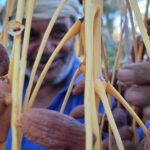 Vous rêvez de grands espaces, de dunes à perte de vue et d'une immersion totale dans la culture tunisienne ? Vous êtes au bon endroit ! Une excursion circuit sud tunisien pas cher vous permettra de découvrir l'authenticité de cette région captivante sans pour autant exploser votre budget. Ce type de voyage est idéal pour les aventuriers à la recherche de dépaysement, de découvertes culturelles, et surtout, d'une expérience mémorable au cœur du Sahara. Pourquoi choisir un circuit dans le sud tunisien ? Un dépaysement total garanti Le sud de la Tunisie est bien plus qu’une simple destination touristique. C’est un véritable voyage dans le temps. Les vastes étendues désertiques, les palmeraies et les villages berbères vous feront oublier le stress de la vie quotidienne. En optant pour une excursion circuit sud tunisien pas cher, vous pourrez profiter de ce cadre unique tout en gardant le contrôle de vos dépenses. Le désert du Sahara est sans aucun doute l'attraction principale de ce circuit. Ses dunes majestueuses offrent des paysages qui semblent tout droit sortis d'un rêve. Que ce soit en 4x4 ou à dos de dromadaire, vous aurez l'occasion de parcourir ces étendues dorées et de vous immerger dans un environnement totalement différent. Découverte de la culture berbère Ce circuit est aussi une occasion unique de rencontrer les habitants locaux et de découvrir leur mode de vie. Les Berbères, habitants originels du Sahara, sont réputés pour leur hospitalité légendaire. Vous serez invités à partager un thé à la menthe, savourer un repas traditionnel et peut-être même passer une nuit dans un campement en plein désert. C’est une expérience humaine et culturelle qui marquera votre voyage à jamais. Les étapes incontournables de votre circuit dans le sud tunisien Tozeur : Le Joyau du Sahara Tozeur, surnommée "la perle du désert", est un point de départ idéal pour une excursion dans le sud tunisien. Située aux portes du Sahara, cette ville est connue pour ses vastes palmeraies et ses impressionnants monuments en briques d'argile. L'une des étapes à ne pas manquer est la visite de la vieille médina et de ses ruelles pittoresques. En arpentant ces allées, vous serez transporté dans un autre temps. Les alentours de Tozeur sont tout aussi fascinants. À quelques kilomètres de là se trouvent les célèbres oasis de montagne comme Chebika, Tamerza et Midès. Ces petites merveilles naturelles offrent un spectacle grandiose entre cascades, canyons et panoramas à couper le souffle. Le Chott el-Jérid : Un Désert de Sel Le Chott el-Jérid est l'un des plus grands lacs salés au monde et une étape incontournable de ce circuit. Son paysage étrange et mystérieux, souvent comparé à un désert de sel, offre des vues spectaculaires surtout au lever et au coucher du soleil. Les cristaux de sel scintillent sous la lumière, créant une atmosphère presque surnaturelle. Parfois, vous aurez même la chance d’observer des mirages sur l’horizon. Douz : La Porte du Désert Si vous rêvez de parcourir les dunes du Sahara, Douz est un passage obligé. Surnommée la "porte du désert", cette petite ville est le point de départ idéal pour une balade en dromadaire ou en 4x4 à travers les dunes infinies. Vous y trouverez également un marché hebdomadaire où se côtoient artisans, éleveurs et agriculteurs locaux. Une immersion totale dans la vie quotidienne des habitants du sud tunisien. Ksar Ghilane : Une Oasis au Cœur des Dunes Ksar Ghilane est une oasis située en plein désert, entourée de dunes de sable rouge. C’est l’endroit idéal pour se reposer après une journée d’exploration. Vous pourrez vous détendre dans les eaux thermales de l’oasis, ou bien partir à la découverte des vestiges du fort romain situé à proximité. Cette étape est souvent perçue comme l’un des points forts du circuit, car elle offre un mélange parfait de détente et d’aventure. Comment organiser un circuit dans le sud tunisien à petit prix ? Optez pour un circuit organisé La meilleure façon de maximiser votre temps et votre budget est d’opter pour un circuit organisé. De nombreuses agences locales, comme SudTunisie.com, proposent des circuits abordables qui incluent le transport, l'hébergement et les repas. En réservant avec eux, vous pouvez être sûr de profiter des meilleurs prix et de ne rien manquer des merveilles du sud tunisien. Choisissez la bonne saison Si vous voulez voyager sans vous ruiner, pensez à partir hors saison. Les mois de septembre à novembre et de mars à mai sont des périodes idéales pour visiter le sud tunisien. Vous éviterez les foules touristiques et pourrez bénéficier de tarifs plus avantageux. De plus, les températures sont beaucoup plus clémentes qu’en plein été, rendant l’expérience bien plus agréable. Réserver un hébergement traditionnel Pour économiser encore plus, vous pouvez opter pour des hébergements traditionnels comme les campements berbères. Passer une nuit sous une tente au milieu des dunes est une expérience inoubliable et bien plus abordable que de séjourner dans un hôtel. Vous aurez l’occasion de partager un repas traditionnel sous un ciel étoilé, une expérience authentique qui restera gravée dans votre mémoire. Un voyage inoubliable à portée de main En conclusion, une excursion circuit sud tunisien pas cher est une expérience unique à la portée de tous. Que vous soyez un passionné d'aventure ou simplement en quête de nouvelles découvertes, ce circuit vous promet un dépaysement total et une immersion complète dans l'une des régions les plus fascinantes du pays. Grâce à une bonne organisation, il est tout à fait possible de vivre cette aventure sans se ruiner. Ne manquez pas cette opportunité de découvrir les trésors cachés du sud tunisien et de plonger dans la magie du Sahara à un prix imbattable.