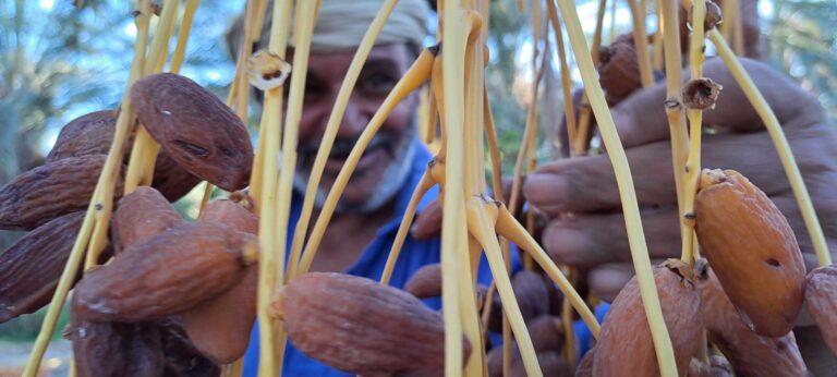 Vous rêvez de grands espaces, de dunes à perte de vue et d'une immersion totale dans la culture tunisienne ? Vous êtes au bon endroit ! Une excursion circuit sud tunisien pas cher vous permettra de découvrir l'authenticité de cette région captivante sans pour autant exploser votre budget. Ce type de voyage est idéal pour les aventuriers à la recherche de dépaysement, de découvertes culturelles, et surtout, d'une expérience mémorable au cœur du Sahara. Pourquoi choisir un circuit dans le sud tunisien ? Un dépaysement total garanti Le sud de la Tunisie est bien plus qu’une simple destination touristique. C’est un véritable voyage dans le temps. Les vastes étendues désertiques, les palmeraies et les villages berbères vous feront oublier le stress de la vie quotidienne. En optant pour une excursion circuit sud tunisien pas cher, vous pourrez profiter de ce cadre unique tout en gardant le contrôle de vos dépenses. Le désert du Sahara est sans aucun doute l'attraction principale de ce circuit. Ses dunes majestueuses offrent des paysages qui semblent tout droit sortis d'un rêve. Que ce soit en 4x4 ou à dos de dromadaire, vous aurez l'occasion de parcourir ces étendues dorées et de vous immerger dans un environnement totalement différent. Découverte de la culture berbère Ce circuit est aussi une occasion unique de rencontrer les habitants locaux et de découvrir leur mode de vie. Les Berbères, habitants originels du Sahara, sont réputés pour leur hospitalité légendaire. Vous serez invités à partager un thé à la menthe, savourer un repas traditionnel et peut-être même passer une nuit dans un campement en plein désert. C’est une expérience humaine et culturelle qui marquera votre voyage à jamais. Les étapes incontournables de votre circuit dans le sud tunisien Tozeur : Le Joyau du Sahara Tozeur, surnommée "la perle du désert", est un point de départ idéal pour une excursion dans le sud tunisien. Située aux portes du Sahara, cette ville est connue pour ses vastes palmeraies et ses impressionnants monuments en briques d'argile. L'une des étapes à ne pas manquer est la visite de la vieille médina et de ses ruelles pittoresques. En arpentant ces allées, vous serez transporté dans un autre temps. Les alentours de Tozeur sont tout aussi fascinants. À quelques kilomètres de là se trouvent les célèbres oasis de montagne comme Chebika, Tamerza et Midès. Ces petites merveilles naturelles offrent un spectacle grandiose entre cascades, canyons et panoramas à couper le souffle. Le Chott el-Jérid : Un Désert de Sel Le Chott el-Jérid est l'un des plus grands lacs salés au monde et une étape incontournable de ce circuit. Son paysage étrange et mystérieux, souvent comparé à un désert de sel, offre des vues spectaculaires surtout au lever et au coucher du soleil. Les cristaux de sel scintillent sous la lumière, créant une atmosphère presque surnaturelle. Parfois, vous aurez même la chance d’observer des mirages sur l’horizon. Douz : La Porte du Désert Si vous rêvez de parcourir les dunes du Sahara, Douz est un passage obligé. Surnommée la "porte du désert", cette petite ville est le point de départ idéal pour une balade en dromadaire ou en 4x4 à travers les dunes infinies. Vous y trouverez également un marché hebdomadaire où se côtoient artisans, éleveurs et agriculteurs locaux. Une immersion totale dans la vie quotidienne des habitants du sud tunisien. Ksar Ghilane : Une Oasis au Cœur des Dunes Ksar Ghilane est une oasis située en plein désert, entourée de dunes de sable rouge. C’est l’endroit idéal pour se reposer après une journée d’exploration. Vous pourrez vous détendre dans les eaux thermales de l’oasis, ou bien partir à la découverte des vestiges du fort romain situé à proximité. Cette étape est souvent perçue comme l’un des points forts du circuit, car elle offre un mélange parfait de détente et d’aventure. Comment organiser un circuit dans le sud tunisien à petit prix ? Optez pour un circuit organisé La meilleure façon de maximiser votre temps et votre budget est d’opter pour un circuit organisé. De nombreuses agences locales, comme SudTunisie.com, proposent des circuits abordables qui incluent le transport, l'hébergement et les repas. En réservant avec eux, vous pouvez être sûr de profiter des meilleurs prix et de ne rien manquer des merveilles du sud tunisien. Choisissez la bonne saison Si vous voulez voyager sans vous ruiner, pensez à partir hors saison. Les mois de septembre à novembre et de mars à mai sont des périodes idéales pour visiter le sud tunisien. Vous éviterez les foules touristiques et pourrez bénéficier de tarifs plus avantageux. De plus, les températures sont beaucoup plus clémentes qu’en plein été, rendant l’expérience bien plus agréable. Réserver un hébergement traditionnel Pour économiser encore plus, vous pouvez opter pour des hébergements traditionnels comme les campements berbères. Passer une nuit sous une tente au milieu des dunes est une expérience inoubliable et bien plus abordable que de séjourner dans un hôtel. Vous aurez l’occasion de partager un repas traditionnel sous un ciel étoilé, une expérience authentique qui restera gravée dans votre mémoire. Un voyage inoubliable à portée de main En conclusion, une excursion circuit sud tunisien pas cher est une expérience unique à la portée de tous. Que vous soyez un passionné d'aventure ou simplement en quête de nouvelles découvertes, ce circuit vous promet un dépaysement total et une immersion complète dans l'une des régions les plus fascinantes du pays. Grâce à une bonne organisation, il est tout à fait possible de vivre cette aventure sans se ruiner. Ne manquez pas cette opportunité de découvrir les trésors cachés du sud tunisien et de plonger dans la magie du Sahara à un prix imbattable.