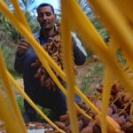 Vous rêvez d'une aventure inoubliable dans le désert, de découvrir des paysages époustouflants et d'explorer la richesse culturelle du sud de la Tunisie ? Avec SudTunisie.com, partez à la découverte des joyaux cachés de cette région fascinante et laissez-vous emporter par des expériences uniques. Que vous soyez passionné de nature, curieux de traditions ou simplement en quête de dépaysement, nous vous invitons à embarquer pour un voyage hors du commun. Suivez notre guide pour découvrir les meilleures excursions et circuits dans le sud tunisien. Pourquoi Choisir le Sud Tunisien pour Vos Prochaines Vacances ? Le sud de la Tunisie, souvent surnommé « la porte du désert », offre un panorama exceptionnel de paysages variés, allant des vastes dunes de sable doré aux oasis verdoyantes, en passant par les villages troglodytiques et les ksour (greniers fortifiés) millénaires. La région recèle d'une richesse culturelle et historique impressionnante, marquée par des traditions ancestrales qui résistent au passage du temps. Avec SudTunisie.com, vous êtes entre de bonnes mains pour profiter de tout ce que le sud de la Tunisie a à offrir. Nous proposons des circuits et des excursions sur mesure, adaptées à vos envies et à votre rythme. Que vous souhaitiez explorer les majestueuses dunes du Sahara, découvrir des sites historiques uniques ou simplement vous ressourcer au cœur des oasis, nous avons la formule qu’il vous faut. Des Excursions Immanquables pour un Premier Voyage dans le Sud Tunisien Laissez-vous surprendre par des excursions soigneusement élaborées pour vous offrir une immersion totale dans les paysages et la culture du sud tunisien. Voici quelques excursions phares que nous proposons : 1. Djerba : L’île des Rêves et Portail vers le Sahara Djerba, surnommée « l'île des Lotophages », est le point de départ idéal pour une aventure dans le sud. Avec SudTunisie.com, partez en excursion pour découvrir les plages de sable blanc, les marchés animés et les villages authentiques de l’île. Une journée peut inclure : Visite du village de Houmt Souk : découvrez les souks colorés, la médina historique et ses boutiques d'artisanat. Immersion dans la culture berbère : explorez les maisons traditionnelles et goûtez aux spécialités locales. Safari dans les alentours : embarquez pour un safari 4x4 vers les villages troglodytiques de Matmata, où vous découvrirez des habitations souterraines uniques au monde. 2. Matmata et Douz : Sur les Traces de Star Wars et des Traditions Berbères Matmata est célèbre pour ses maisons troglodytiques, creusées dans la roche pour se protéger de la chaleur extrême. Les fans de Star Wars reconnaîtront peut-être ces décors naturels, utilisés dans le tournage de plusieurs scènes emblématiques de la saga. Douz, quant à elle, est surnommée « la porte du désert » et offre un accès privilégié aux dunes du Sahara. Circuit Matmata - Douz : un itinéraire incontournable qui inclut la visite des habitations troglodytes, des ksour de Tataouine, et une escapade en plein désert. Balade à dos de dromadaire : vivez une expérience unique en vous promenant dans les dunes au rythme des caravanes traditionnelles. Circuits en 4x4 : Une Aventure Palpitante à Travers le Désert Pour les amateurs de sensations fortes, nos circuits en 4x4 vous emmènent dans des régions inaccessibles autrement. À bord de véhicules tout-terrain et accompagnés de guides expérimentés, vous partirez pour des circuits de plusieurs jours dans les paysages spectaculaires du sud tunisien. Nos circuits sont conçus pour offrir un maximum de confort et de sécurité tout en vous permettant de vivre pleinement l’aventure. 3. La Traversée des Dunes et des Chotts Partez pour une aventure en 4x4 à travers les dunes du Sahara et les chotts, ces vastes plaines salées qui forment des paysages lunaires à perte de vue. Ce circuit inclut : Le Chott el-Jérid : le plus grand lac salé de Tunisie, avec des reflets roses et blancs qui changent selon la lumière. Ong Jmel : un site de tournage légendaire pour les films Star Wars, qui offre une vue panoramique sur le désert. 4. Les Oasis de Montagne : Chebika, Tamerza et Mides Les oasis de montagne de Chebika, Tamerza et Mides sont parmi les plus belles de la région. Avec SudTunisie.com, partez à la découverte de ces lieux enchanteurs, nichés entre les montagnes arides. Ces oasis offrent un contraste saisissant entre les palmiers verdoyants, les cascades rafraîchissantes et les canyons rocheux. Randonnée dans les canyons : profitez de paysages spectaculaires lors d’une balade à travers les gorges de Tamerza. Visite des ruines de Mides : admirez les ruines d'un village abandonné, offrant des vues imprenables sur les vallées environnantes. Conseils Pratiques pour un Voyage Réussi dans le Sud Tunisien Pour profiter pleinement de votre aventure, il est important de bien vous préparer. Voici quelques conseils pour un voyage réussi : Emportez des vêtements légers mais couvrants : le climat du désert est chaud en journée mais peut être frais la nuit. Préparez-vous aux conditions désertiques : pensez à apporter de la crème solaire, des lunettes de soleil et un chapeau pour vous protéger des rayons du soleil. Choisissez le bon moment pour voyager : les meilleures périodes pour explorer le sud de la Tunisie sont le printemps et l’automne, lorsque les températures sont plus clémentes. Avec SudTunisie.com, vous avez l'assurance d'un séjour parfaitement organisé, où chaque détail est pensé pour que vous puissiez profiter pleinement de votre voyage. Notre équipe d’experts est à votre disposition pour adapter les circuits et excursions en fonction de vos envies et de vos préférences. Que vous soyez en famille, entre amis ou en couple, nous mettons tout en œuvre pour que votre expérience soit mémorable. Réservez Votre Circuit avec SudTunisie.com Prêt à partir à l’aventure ? SudTunisie.com vous offre un accès privilégié aux plus beaux sites du sud tunisien, avec des circuits et excursions adaptés à tous les goûts. N'attendez plus et laissez-vous guider par notre expertise pour vivre un voyage inoubliable au cœur du désert tunisien. Réservez dès maintenant et découvrez le meilleur du sud de la Tunisie avec SudTunisie.com !