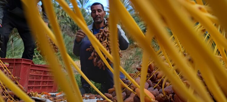 Vous rêvez d'une aventure inoubliable dans le désert, de découvrir des paysages époustouflants et d'explorer la richesse culturelle du sud de la Tunisie ? Avec SudTunisie.com, partez à la découverte des joyaux cachés de cette région fascinante et laissez-vous emporter par des expériences uniques. Que vous soyez passionné de nature, curieux de traditions ou simplement en quête de dépaysement, nous vous invitons à embarquer pour un voyage hors du commun. Suivez notre guide pour découvrir les meilleures excursions et circuits dans le sud tunisien. Pourquoi Choisir le Sud Tunisien pour Vos Prochaines Vacances ? Le sud de la Tunisie, souvent surnommé « la porte du désert », offre un panorama exceptionnel de paysages variés, allant des vastes dunes de sable doré aux oasis verdoyantes, en passant par les villages troglodytiques et les ksour (greniers fortifiés) millénaires. La région recèle d'une richesse culturelle et historique impressionnante, marquée par des traditions ancestrales qui résistent au passage du temps. Avec SudTunisie.com, vous êtes entre de bonnes mains pour profiter de tout ce que le sud de la Tunisie a à offrir. Nous proposons des circuits et des excursions sur mesure, adaptées à vos envies et à votre rythme. Que vous souhaitiez explorer les majestueuses dunes du Sahara, découvrir des sites historiques uniques ou simplement vous ressourcer au cœur des oasis, nous avons la formule qu’il vous faut. Des Excursions Immanquables pour un Premier Voyage dans le Sud Tunisien Laissez-vous surprendre par des excursions soigneusement élaborées pour vous offrir une immersion totale dans les paysages et la culture du sud tunisien. Voici quelques excursions phares que nous proposons : 1. Djerba : L’île des Rêves et Portail vers le Sahara Djerba, surnommée « l'île des Lotophages », est le point de départ idéal pour une aventure dans le sud. Avec SudTunisie.com, partez en excursion pour découvrir les plages de sable blanc, les marchés animés et les villages authentiques de l’île. Une journée peut inclure : Visite du village de Houmt Souk : découvrez les souks colorés, la médina historique et ses boutiques d'artisanat. Immersion dans la culture berbère : explorez les maisons traditionnelles et goûtez aux spécialités locales. Safari dans les alentours : embarquez pour un safari 4x4 vers les villages troglodytiques de Matmata, où vous découvrirez des habitations souterraines uniques au monde. 2. Matmata et Douz : Sur les Traces de Star Wars et des Traditions Berbères Matmata est célèbre pour ses maisons troglodytiques, creusées dans la roche pour se protéger de la chaleur extrême. Les fans de Star Wars reconnaîtront peut-être ces décors naturels, utilisés dans le tournage de plusieurs scènes emblématiques de la saga. Douz, quant à elle, est surnommée « la porte du désert » et offre un accès privilégié aux dunes du Sahara. Circuit Matmata - Douz : un itinéraire incontournable qui inclut la visite des habitations troglodytes, des ksour de Tataouine, et une escapade en plein désert. Balade à dos de dromadaire : vivez une expérience unique en vous promenant dans les dunes au rythme des caravanes traditionnelles. Circuits en 4x4 : Une Aventure Palpitante à Travers le Désert Pour les amateurs de sensations fortes, nos circuits en 4x4 vous emmènent dans des régions inaccessibles autrement. À bord de véhicules tout-terrain et accompagnés de guides expérimentés, vous partirez pour des circuits de plusieurs jours dans les paysages spectaculaires du sud tunisien. Nos circuits sont conçus pour offrir un maximum de confort et de sécurité tout en vous permettant de vivre pleinement l’aventure. 3. La Traversée des Dunes et des Chotts Partez pour une aventure en 4x4 à travers les dunes du Sahara et les chotts, ces vastes plaines salées qui forment des paysages lunaires à perte de vue. Ce circuit inclut : Le Chott el-Jérid : le plus grand lac salé de Tunisie, avec des reflets roses et blancs qui changent selon la lumière. Ong Jmel : un site de tournage légendaire pour les films Star Wars, qui offre une vue panoramique sur le désert. 4. Les Oasis de Montagne : Chebika, Tamerza et Mides Les oasis de montagne de Chebika, Tamerza et Mides sont parmi les plus belles de la région. Avec SudTunisie.com, partez à la découverte de ces lieux enchanteurs, nichés entre les montagnes arides. Ces oasis offrent un contraste saisissant entre les palmiers verdoyants, les cascades rafraîchissantes et les canyons rocheux. Randonnée dans les canyons : profitez de paysages spectaculaires lors d’une balade à travers les gorges de Tamerza. Visite des ruines de Mides : admirez les ruines d'un village abandonné, offrant des vues imprenables sur les vallées environnantes. Conseils Pratiques pour un Voyage Réussi dans le Sud Tunisien Pour profiter pleinement de votre aventure, il est important de bien vous préparer. Voici quelques conseils pour un voyage réussi : Emportez des vêtements légers mais couvrants : le climat du désert est chaud en journée mais peut être frais la nuit. Préparez-vous aux conditions désertiques : pensez à apporter de la crème solaire, des lunettes de soleil et un chapeau pour vous protéger des rayons du soleil. Choisissez le bon moment pour voyager : les meilleures périodes pour explorer le sud de la Tunisie sont le printemps et l’automne, lorsque les températures sont plus clémentes. Avec SudTunisie.com, vous avez l'assurance d'un séjour parfaitement organisé, où chaque détail est pensé pour que vous puissiez profiter pleinement de votre voyage. Notre équipe d’experts est à votre disposition pour adapter les circuits et excursions en fonction de vos envies et de vos préférences. Que vous soyez en famille, entre amis ou en couple, nous mettons tout en œuvre pour que votre expérience soit mémorable. Réservez Votre Circuit avec SudTunisie.com Prêt à partir à l’aventure ? SudTunisie.com vous offre un accès privilégié aux plus beaux sites du sud tunisien, avec des circuits et excursions adaptés à tous les goûts. N'attendez plus et laissez-vous guider par notre expertise pour vivre un voyage inoubliable au cœur du désert tunisien. Réservez dès maintenant et découvrez le meilleur du sud de la Tunisie avec SudTunisie.com !